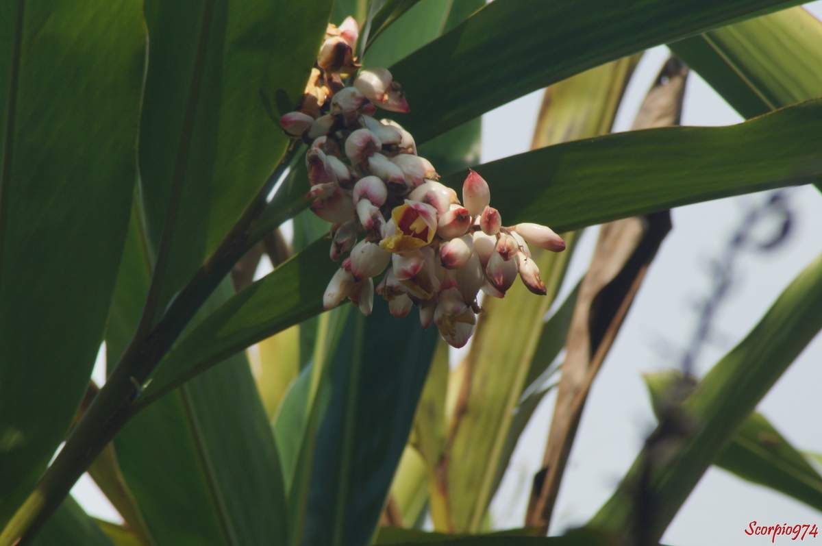Le Gingembre coquille (Alpinia zerumbet (B.L. Burtt et R.M. Sm, 1972)).