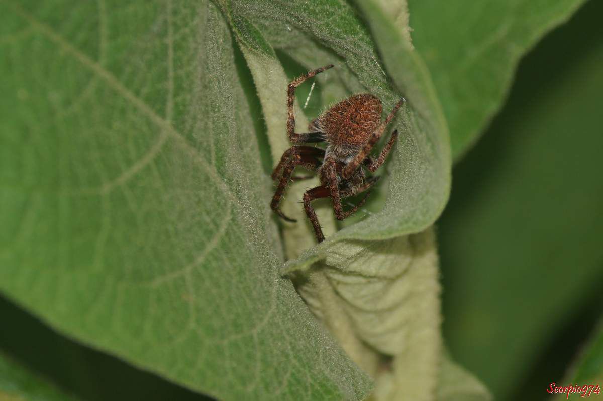 Epeire, Neoscona sp, Araignée poilue nocturne, araignée de la Réunion, petite araignée.