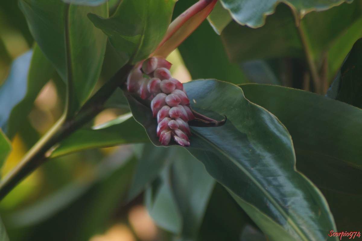  Flore, flore 974, flore Réunion, flore de la Réunion, flore à la Réunion, fleur, fleur 974, fleur Réunion, fleur de la Réunion, fleur à la Réunion, fleur rose, fleur rose 974, fleur rose Réunion, fleur rose de la Réunion, fleur rose à la Réunion, Fleur introduite, Fleur introduite 974, Fleur introduite Réunion, Fleur introduite de la Réunion, Fleur introduite à la Réunion, flore introduite, flore introduite 974, flore introduite Réunion, flore introduite de la Réunion, flore introduite à la Réunion, Espèce médicinale, Espèce médicinale 974, Espèce médicinale Réunion, Espèce médicinale à la Réunion, Espèce médicinale de la Réunion, plante médicinale, plante médicinale 974, plante médicinale Réunion, plante médicinale de la Réunion, plante médicinale à la Réunion, Comestibles, comestible 974, comestible Réunion, comestible de la Réunion, comestible à la Réunion, espèce comestible, espèce comestible 974, espèce comestible Réunion, espèce comestible à la Réunion, espèce comestible de la Réunion, Gingembre coquille, Gingembre coquille 974, Gingembre coquille Réunion, Gingembre coquille de la Réunion, Gingembre coquille à la Réunion, Fleur coquillage, Fleur coquillage 974, Fleur coquillage Réunion, Fleur coquillage de la Réunion, Fleur coquillage à la Réunion, A tous maux, A tous maux 974, A tous maux Réunion, A tous maux à la Réunion, A tous maux de la Réunion, Larmes de la Vierge, Larmes de la Vierge 974, Larmes de la Vierge Réunion, Larmes de la Vierge à la Réunion, Larmes de la Vierge de la Réunion, Longose, longose 974, longose Réunion, longose à la Réunion, longose de la Réunion, Sakai viro lambo, Tsingizo masera, Alpinia nutans auct. non (L.) Roscoe, 1805, Alpinia nutans auct. non (L.) Roscoe, 1805 974, Alpinia nutans auct. non (L.) Roscoe, 1805 Réunion, Alpinia nutans auct. non (L.) Roscoe, 1805 à la Réunion, Alpinia nutans auct. non (L.) Roscoe, 1805 de la Réunion, Alpinia nutans (auct. non (L.) Roscoe, 1805), Alpinia nutans (auct. non (L.) Roscoe, 1805) 974, Alpinia nutans (auct. non (L.) Roscoe, 1805) Réunion, Alpinia nutans (auct. non (L.) Roscoe, 1805) de la Réunion, Alpinia nutans (auct. non (L.) Roscoe, 1805) à la Réunion, Alpinia speciosa (J.C.Wendl.) K.Schum., 1887, Alpinia speciosa (J.C.Wendl.) K.Schum., 1887 974, Alpinia speciosa (J.C.Wendl.) K.Schum., 1887 Réunion, Alpinia speciosa (J.C.Wendl.) K.Schum., 1887 à la Réunion, Alpinia speciosa (J.C.Wendl.) K.Schum., 1887 de la Réunion, Alpinia speciosa ((J.C.Wendl.) K.Schum., 1887), Alpinia speciosa ((J.C.Wendl.) K.Schum., 1887) 974, Alpinia speciosa ((J.C.Wendl.) K.Schum., 1887) Réunion, Alpinia speciosa ((J.C.Wendl.) K.Schum., 1887) à la Réunion, Alpinia speciosa ((J.C.Wendl.) K.Schum., 1887) de la Réunion, Catimbium speciosum (J.C.Wendl.) Holttum, 1950, Catimbium speciosum (J.C.Wendl.) Holttum, 1950 974, Catimbium speciosum (J.C.Wendl.) Holttum, 1950 Réunion, Catimbium speciosum (J.C.Wendl.) Holttum, 1950 de la Réunion, Catimbium speciosum (J.C.Wendl.) Holttum, 1950 à la Réunion, Catimbium speciosum ((J.C.Wendl.) Holttum, 1950), Catimbium speciosum ((J.C.Wendl.) Holttum, 1950) 974, Catimbium speciosum ((J.C.Wendl.) Holttum, 1950) Réunion, Catimbium speciosum ((J.C.Wendl.) Holttum, 1950) de la Réunion, Catimbium speciosum ((J.C.Wendl.) Holttum, 1950) à la Réunion, Costus zerumbet Pers., 1805, Costus zerumbet Pers., 1805 974, Costus zerumbet Pers., 1805 Réunion, Costus zerumbet Pers., 1805 de la Réunion, Costus zerumbet (Pers., 1805), Costus zerumbet (Pers., 1805) 974, Costus zerumbet (Pers., 1805) Réunion, Costus zerumbet (Pers., 1805) de la Réunion, Costus zerumbet (Pers., 1805) à la Réunion, Languas speciosa (J.C.Wendl.) Small, 1913, Languas speciosa (J.C.Wendl.) Small, 1913 974, Languas speciosa (J.C.Wendl.) Small, 1913 Réunion, Languas speciosa (J.C.Wendl.) Small, 1913 de la Réunion, Languas speciosa (J.C.Wendl.) Small, 1913 à la Réunion, Languas speciosa ((J.C.Wendl.) Small, 1913), Languas speciosa ((J.C.Wendl.) Small, 1913) 974, Languas speciosa ((J.C.Wendl.) Small, 1913) Réunion, Languas speciosa ((J.C.Wendl.) Small, 1913) à la Réunion, Languas speciosa ((J.C.Wendl.) Small, 1913) de la Réunion,  Zerumbet speciosum J.C.Wendl., 1798 , Zerumbet speciosum J.C.Wendl., 1798 974, Zerumbet speciosum J.C.Wendl., 1798 Réunion, Zerumbet speciosum J.C.Wendl., 1798 de la Réunion, Zerumbet speciosum J.C.Wendl., 1798 à la Réunion, Zerumbet speciosum (J.C.Wendl., 1798), Zerumbet speciosum (J.C.Wendl., 1798) 974, Zerumbet speciosum (J.C.Wendl., 1798) Réunion, Zerumbet speciosum (J.C.Wendl., 1798) de la Réunion, Zerumbet speciosum (J.C.Wendl., 1798) à la Réunion, Alpinia cristata Griff., Alpinia cristata Griff. 974, Alpinia cristata Griff. Réunion, Alpinia cristata Griff. de la Réunion, Alpinia cristata Griff. à la Réunion, Alpinia fimbriata Gagnep, Alpinia fimbriata Gagnep 974, Alpinia fimbriata Gagnep Réunion, Alpinia fimbriata Gagnep de la Réunion, Alpinia fimbriata Gagnep à la Réunion, Alpinia fluvitialis Hayata, Alpinia fluvitialis Hayata 974, Alpinia fluvitialis Hayata Réunion, Alpinia fluvitialis Hayata de la Réunion, Alpinia fluvitialis Hayata à la Réunion, Alpinia schumanniana Valeton. Alpinia schumanniana Valeton 974, Alpinia schumanniana Valeton Réunion, Alpinia schumanniana Valeton de la Réunion, Alpinia schumanniana Valeton à la Réunion, Amomum nutans (Andrews) Schult, Amomum nutans (Andrews) Schult 974, Amomum nutans (Andrews) Schult Réunion,  Amomum nutans (Andrews) Schult de la Réunion, Amomum nutans (Andrews) Schult à la Réunion, Catimbium speciosum (J.C.Wendl.) Holttum, Catimbium speciosum (J.C.Wendl.) Holttum 974, Catimbium speciosum (J.C.Wendl.) Holttum Réunion, Catimbium speciosum (J.C.Wendl.) Holttum à la Réunion, Catimbium speciosum (J.C.Wendl.) Holttum de la Réunion, Costus zerumbet Pers, Costus zerumbet Pers 974, Costus zerumbet Pers Réunion, Costus zerumbet Pers à la Réunion, Costus zerumbet Pers de la Réunion, Languas schumanniana (Valeton) Sasaki, Languas schumanniana (Valeton) Sasaki 974, Languas schumanniana (Valeton) Sasaki Réunion, Languas schumanniana (Valeton) Sasaki de la Réunion, Languas schumanniana (Valeton) Sasaki à la Réunion, Languas speciosa (J.C.Wendl.) Small, Languas speciosa (J.C.Wendl.) Small 974, Languas speciosa (J.C.Wendl.) Small Réunion, Languas speciosa (J.C.Wendl.) Small de la Réunion, Languas speciosa (J.C.Wendl.) Small à la Réunion, Renealmia nutans Andrews, Renealmia nutans Andrews 974, Renealmia nutans Andrews Réunion, Renealmia nutans Andrews à la Réunion, Renealmia nutans Andrews de la Réunion, Renealmia spectabilis Rusby. Zerumbet speciosum J.C.Wendl, Renealmia spectabilis Rusby. Zerumbet speciosum J.C.Wendl 974, Renealmia spectabilis Rusby. Zerumbet speciosum J.C.Wendl Réunion, Renealmia spectabilis Rusby. Zerumbet speciosum J.C.Wendl de la Réunion, Renealmia spectabilis Rusby. Zerumbet speciosum J.C.Wendl à la Réunion, Alpinia zerumbet B.L. Burtt et R.M. Sm, Alpinia zerumbet B.L. Burtt et R.M. Sm 974, Alpinia zerumbet B.L. Burtt et R.M. Sm Réunion, Alpinia zerumbet B.L. Burtt et R.M. Sm à la Réunion, Alpinia zerumbet B.L. Burtt et R.M. Sm de la Réunion, Gingembre Coquille, Alpinia zerumbet B.L. Burtt et R.M. Sm, fleur, Fleur coquillage, Larmes de la Vierge, Alpinia cristata Griff, Alpinia fimbriata Gagnep, Alpinia fluvitialis Hayata, Alpinia schumanniana Valeton, Amomum nutans (Andrews) Schult, Catimbium speciosum (J. C. Wendl.) Holttum, Costis zerumbet Pers, Languas speciosa (J. C. Wendl;) Small, Renealmia nutans andrews, Reneamia spectabillis Ruby, Zerumbet speciosul J. C. Wendl, Zingiberales, Zingiberaceae, Zingiberacées, Alpinioideae, Alpinieae, Alpinia Roxb.
