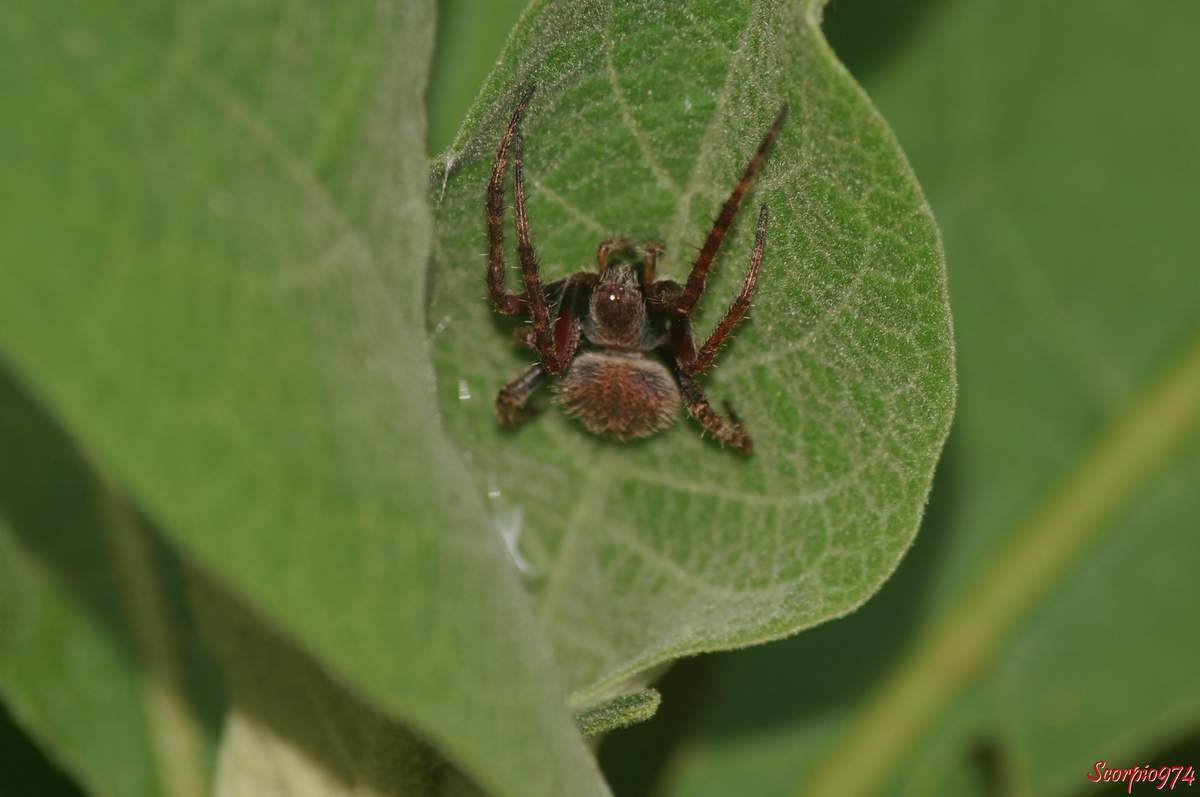 Epeire, Neoscona sp, Araignée poilue nocturne, araignée de la Réunion, petite araignée.