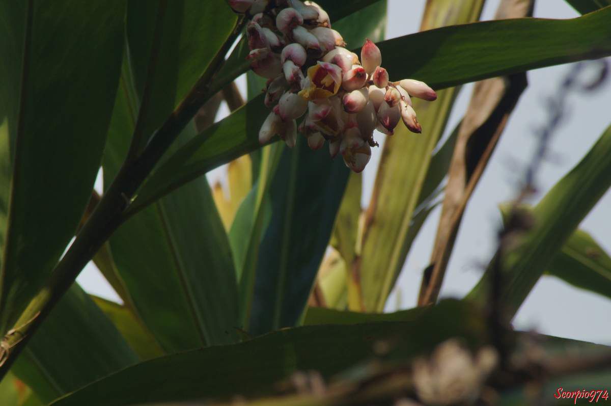  Flore, flore 974, flore Réunion, flore de la Réunion, flore à la Réunion, fleur, fleur 974, fleur Réunion, fleur de la Réunion, fleur à la Réunion, fleur rose, fleur rose 974, fleur rose Réunion, fleur rose de la Réunion, fleur rose à la Réunion, Fleur introduite, Fleur introduite 974, Fleur introduite Réunion, Fleur introduite de la Réunion, Fleur introduite à la Réunion, flore introduite, flore introduite 974, flore introduite Réunion, flore introduite de la Réunion, flore introduite à la Réunion, Espèce médicinale, Espèce médicinale 974, Espèce médicinale Réunion, Espèce médicinale à la Réunion, Espèce médicinale de la Réunion, plante médicinale, plante médicinale 974, plante médicinale Réunion, plante médicinale de la Réunion, plante médicinale à la Réunion, Comestibles, comestible 974, comestible Réunion, comestible de la Réunion, comestible à la Réunion, espèce comestible, espèce comestible 974, espèce comestible Réunion, espèce comestible à la Réunion, espèce comestible de la Réunion, Gingembre coquille, Gingembre coquille 974, Gingembre coquille Réunion, Gingembre coquille de la Réunion, Gingembre coquille à la Réunion, Fleur coquillage, Fleur coquillage 974, Fleur coquillage Réunion, Fleur coquillage de la Réunion, Fleur coquillage à la Réunion, A tous maux, A tous maux 974, A tous maux Réunion, A tous maux à la Réunion, A tous maux de la Réunion, Larmes de la Vierge, Larmes de la Vierge 974, Larmes de la Vierge Réunion, Larmes de la Vierge à la Réunion, Larmes de la Vierge de la Réunion, Longose, longose 974, longose Réunion, longose à la Réunion, longose de la Réunion, Sakai viro lambo, Tsingizo masera, Alpinia nutans auct. non (L.) Roscoe, 1805, Alpinia nutans auct. non (L.) Roscoe, 1805 974, Alpinia nutans auct. non (L.) Roscoe, 1805 Réunion, Alpinia nutans auct. non (L.) Roscoe, 1805 à la Réunion, Alpinia nutans auct. non (L.) Roscoe, 1805 de la Réunion, Alpinia nutans (auct. non (L.) Roscoe, 1805), Alpinia nutans (auct. non (L.) Roscoe, 1805) 974, Alpinia nutans (auct. non (L.) Roscoe, 1805) Réunion, Alpinia nutans (auct. non (L.) Roscoe, 1805) de la Réunion, Alpinia nutans (auct. non (L.) Roscoe, 1805) à la Réunion, Alpinia speciosa (J.C.Wendl.) K.Schum., 1887, Alpinia speciosa (J.C.Wendl.) K.Schum., 1887 974, Alpinia speciosa (J.C.Wendl.) K.Schum., 1887 Réunion, Alpinia speciosa (J.C.Wendl.) K.Schum., 1887 à la Réunion, Alpinia speciosa (J.C.Wendl.) K.Schum., 1887 de la Réunion, Alpinia speciosa ((J.C.Wendl.) K.Schum., 1887), Alpinia speciosa ((J.C.Wendl.) K.Schum., 1887) 974, Alpinia speciosa ((J.C.Wendl.) K.Schum., 1887) Réunion, Alpinia speciosa ((J.C.Wendl.) K.Schum., 1887) à la Réunion, Alpinia speciosa ((J.C.Wendl.) K.Schum., 1887) de la Réunion, Catimbium speciosum (J.C.Wendl.) Holttum, 1950, Catimbium speciosum (J.C.Wendl.) Holttum, 1950 974, Catimbium speciosum (J.C.Wendl.) Holttum, 1950 Réunion, Catimbium speciosum (J.C.Wendl.) Holttum, 1950 de la Réunion, Catimbium speciosum (J.C.Wendl.) Holttum, 1950 à la Réunion, Catimbium speciosum ((J.C.Wendl.) Holttum, 1950), Catimbium speciosum ((J.C.Wendl.) Holttum, 1950) 974, Catimbium speciosum ((J.C.Wendl.) Holttum, 1950) Réunion, Catimbium speciosum ((J.C.Wendl.) Holttum, 1950) de la Réunion, Catimbium speciosum ((J.C.Wendl.) Holttum, 1950) à la Réunion, Costus zerumbet Pers., 1805, Costus zerumbet Pers., 1805 974, Costus zerumbet Pers., 1805 Réunion, Costus zerumbet Pers., 1805 de la Réunion, Costus zerumbet (Pers., 1805), Costus zerumbet (Pers., 1805) 974, Costus zerumbet (Pers., 1805) Réunion, Costus zerumbet (Pers., 1805) de la Réunion, Costus zerumbet (Pers., 1805) à la Réunion, Languas speciosa (J.C.Wendl.) Small, 1913, Languas speciosa (J.C.Wendl.) Small, 1913 974, Languas speciosa (J.C.Wendl.) Small, 1913 Réunion, Languas speciosa (J.C.Wendl.) Small, 1913 de la Réunion, Languas speciosa (J.C.Wendl.) Small, 1913 à la Réunion, Languas speciosa ((J.C.Wendl.) Small, 1913), Languas speciosa ((J.C.Wendl.) Small, 1913) 974, Languas speciosa ((J.C.Wendl.) Small, 1913) Réunion, Languas speciosa ((J.C.Wendl.) Small, 1913) à la Réunion, Languas speciosa ((J.C.Wendl.) Small, 1913) de la Réunion,  Zerumbet speciosum J.C.Wendl., 1798 , Zerumbet speciosum J.C.Wendl., 1798 974, Zerumbet speciosum J.C.Wendl., 1798 Réunion, Zerumbet speciosum J.C.Wendl., 1798 de la Réunion, Zerumbet speciosum J.C.Wendl., 1798 à la Réunion, Zerumbet speciosum (J.C.Wendl., 1798), Zerumbet speciosum (J.C.Wendl., 1798) 974, Zerumbet speciosum (J.C.Wendl., 1798) Réunion, Zerumbet speciosum (J.C.Wendl., 1798) de la Réunion, Zerumbet speciosum (J.C.Wendl., 1798) à la Réunion, Alpinia cristata Griff., Alpinia cristata Griff. 974, Alpinia cristata Griff. Réunion, Alpinia cristata Griff. de la Réunion, Alpinia cristata Griff. à la Réunion, Alpinia fimbriata Gagnep, Alpinia fimbriata Gagnep 974, Alpinia fimbriata Gagnep Réunion, Alpinia fimbriata Gagnep de la Réunion, Alpinia fimbriata Gagnep à la Réunion, Alpinia fluvitialis Hayata, Alpinia fluvitialis Hayata 974, Alpinia fluvitialis Hayata Réunion, Alpinia fluvitialis Hayata de la Réunion, Alpinia fluvitialis Hayata à la Réunion, Alpinia schumanniana Valeton. Alpinia schumanniana Valeton 974, Alpinia schumanniana Valeton Réunion, Alpinia schumanniana Valeton de la Réunion, Alpinia schumanniana Valeton à la Réunion, Amomum nutans (Andrews) Schult, Amomum nutans (Andrews) Schult 974, Amomum nutans (Andrews) Schult Réunion,  Amomum nutans (Andrews) Schult de la Réunion, Amomum nutans (Andrews) Schult à la Réunion, Catimbium speciosum (J.C.Wendl.) Holttum, Catimbium speciosum (J.C.Wendl.) Holttum 974, Catimbium speciosum (J.C.Wendl.) Holttum Réunion, Catimbium speciosum (J.C.Wendl.) Holttum à la Réunion, Catimbium speciosum (J.C.Wendl.) Holttum de la Réunion, Costus zerumbet Pers, Costus zerumbet Pers 974, Costus zerumbet Pers Réunion, Costus zerumbet Pers à la Réunion, Costus zerumbet Pers de la Réunion, Languas schumanniana (Valeton) Sasaki, Languas schumanniana (Valeton) Sasaki 974, Languas schumanniana (Valeton) Sasaki Réunion, Languas schumanniana (Valeton) Sasaki de la Réunion, Languas schumanniana (Valeton) Sasaki à la Réunion, Languas speciosa (J.C.Wendl.) Small, Languas speciosa (J.C.Wendl.) Small 974, Languas speciosa (J.C.Wendl.) Small Réunion, Languas speciosa (J.C.Wendl.) Small de la Réunion, Languas speciosa (J.C.Wendl.) Small à la Réunion, Renealmia nutans Andrews, Renealmia nutans Andrews 974, Renealmia nutans Andrews Réunion, Renealmia nutans Andrews à la Réunion, Renealmia nutans Andrews de la Réunion, Renealmia spectabilis Rusby. Zerumbet speciosum J.C.Wendl, Renealmia spectabilis Rusby. Zerumbet speciosum J.C.Wendl 974, Renealmia spectabilis Rusby. Zerumbet speciosum J.C.Wendl Réunion, Renealmia spectabilis Rusby. Zerumbet speciosum J.C.Wendl de la Réunion, Renealmia spectabilis Rusby. Zerumbet speciosum J.C.Wendl à la Réunion, Alpinia zerumbet B.L. Burtt et R.M. Sm, Alpinia zerumbet B.L. Burtt et R.M. Sm 974, Alpinia zerumbet B.L. Burtt et R.M. Sm Réunion, Alpinia zerumbet B.L. Burtt et R.M. Sm à la Réunion, Alpinia zerumbet B.L. Burtt et R.M. Sm de la Réunion, Gingembre Coquille, Alpinia zerumbet B.L. Burtt et R.M. Sm, fleur, Fleur coquillage, Larmes de la Vierge, Alpinia cristata Griff, Alpinia fimbriata Gagnep, Alpinia fluvitialis Hayata, Alpinia schumanniana Valeton, Amomum nutans (Andrews) Schult, Catimbium speciosum (J. C. Wendl.) Holttum, Costis zerumbet Pers, Languas speciosa (J. C. Wendl;) Small, Renealmia nutans andrews, Reneamia spectabillis Ruby, Zerumbet speciosul J. C. Wendl, Zingiberales, Zingiberaceae, Zingiberacées, Alpinioideae, Alpinieae, Alpinia Roxb.