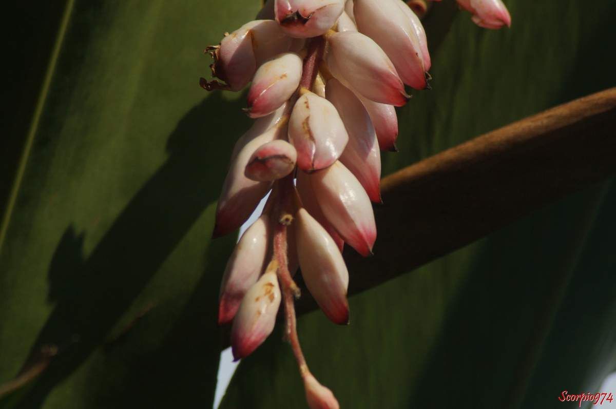  Flore, flore 974, flore Réunion, flore de la Réunion, flore à la Réunion, fleur, fleur 974, fleur Réunion, fleur de la Réunion, fleur à la Réunion, fleur rose, fleur rose 974, fleur rose Réunion, fleur rose de la Réunion, fleur rose à la Réunion, Fleur introduite, Fleur introduite 974, Fleur introduite Réunion, Fleur introduite de la Réunion, Fleur introduite à la Réunion, flore introduite, flore introduite 974, flore introduite Réunion, flore introduite de la Réunion, flore introduite à la Réunion, Espèce médicinale, Espèce médicinale 974, Espèce médicinale Réunion, Espèce médicinale à la Réunion, Espèce médicinale de la Réunion, plante médicinale, plante médicinale 974, plante médicinale Réunion, plante médicinale de la Réunion, plante médicinale à la Réunion, Comestibles, comestible 974, comestible Réunion, comestible de la Réunion, comestible à la Réunion, espèce comestible, espèce comestible 974, espèce comestible Réunion, espèce comestible à la Réunion, espèce comestible de la Réunion, Gingembre coquille, Gingembre coquille 974, Gingembre coquille Réunion, Gingembre coquille de la Réunion, Gingembre coquille à la Réunion, Fleur coquillage, Fleur coquillage 974, Fleur coquillage Réunion, Fleur coquillage de la Réunion, Fleur coquillage à la Réunion, A tous maux, A tous maux 974, A tous maux Réunion, A tous maux à la Réunion, A tous maux de la Réunion, Larmes de la Vierge, Larmes de la Vierge 974, Larmes de la Vierge Réunion, Larmes de la Vierge à la Réunion, Larmes de la Vierge de la Réunion, Longose, longose 974, longose Réunion, longose à la Réunion, longose de la Réunion, Sakai viro lambo, Tsingizo masera, Alpinia nutans auct. non (L.) Roscoe, 1805, Alpinia nutans auct. non (L.) Roscoe, 1805 974, Alpinia nutans auct. non (L.) Roscoe, 1805 Réunion, Alpinia nutans auct. non (L.) Roscoe, 1805 à la Réunion, Alpinia nutans auct. non (L.) Roscoe, 1805 de la Réunion, Alpinia nutans (auct. non (L.) Roscoe, 1805), Alpinia nutans (auct. non (L.) Roscoe, 1805) 974, Alpinia nutans (auct. non (L.) Roscoe, 1805) Réunion, Alpinia nutans (auct. non (L.) Roscoe, 1805) de la Réunion, Alpinia nutans (auct. non (L.) Roscoe, 1805) à la Réunion, Alpinia speciosa (J.C.Wendl.) K.Schum., 1887, Alpinia speciosa (J.C.Wendl.) K.Schum., 1887 974, Alpinia speciosa (J.C.Wendl.) K.Schum., 1887 Réunion, Alpinia speciosa (J.C.Wendl.) K.Schum., 1887 à la Réunion, Alpinia speciosa (J.C.Wendl.) K.Schum., 1887 de la Réunion, Alpinia speciosa ((J.C.Wendl.) K.Schum., 1887), Alpinia speciosa ((J.C.Wendl.) K.Schum., 1887) 974, Alpinia speciosa ((J.C.Wendl.) K.Schum., 1887) Réunion, Alpinia speciosa ((J.C.Wendl.) K.Schum., 1887) à la Réunion, Alpinia speciosa ((J.C.Wendl.) K.Schum., 1887) de la Réunion, Catimbium speciosum (J.C.Wendl.) Holttum, 1950, Catimbium speciosum (J.C.Wendl.) Holttum, 1950 974, Catimbium speciosum (J.C.Wendl.) Holttum, 1950 Réunion, Catimbium speciosum (J.C.Wendl.) Holttum, 1950 de la Réunion, Catimbium speciosum (J.C.Wendl.) Holttum, 1950 à la Réunion, Catimbium speciosum ((J.C.Wendl.) Holttum, 1950), Catimbium speciosum ((J.C.Wendl.) Holttum, 1950) 974, Catimbium speciosum ((J.C.Wendl.) Holttum, 1950) Réunion, Catimbium speciosum ((J.C.Wendl.) Holttum, 1950) de la Réunion, Catimbium speciosum ((J.C.Wendl.) Holttum, 1950) à la Réunion, Costus zerumbet Pers., 1805, Costus zerumbet Pers., 1805 974, Costus zerumbet Pers., 1805 Réunion, Costus zerumbet Pers., 1805 de la Réunion, Costus zerumbet (Pers., 1805), Costus zerumbet (Pers., 1805) 974, Costus zerumbet (Pers., 1805) Réunion, Costus zerumbet (Pers., 1805) de la Réunion, Costus zerumbet (Pers., 1805) à la Réunion, Languas speciosa (J.C.Wendl.) Small, 1913, Languas speciosa (J.C.Wendl.) Small, 1913 974, Languas speciosa (J.C.Wendl.) Small, 1913 Réunion, Languas speciosa (J.C.Wendl.) Small, 1913 de la Réunion, Languas speciosa (J.C.Wendl.) Small, 1913 à la Réunion, Languas speciosa ((J.C.Wendl.) Small, 1913), Languas speciosa ((J.C.Wendl.) Small, 1913) 974, Languas speciosa ((J.C.Wendl.) Small, 1913) Réunion, Languas speciosa ((J.C.Wendl.) Small, 1913) à la Réunion, Languas speciosa ((J.C.Wendl.) Small, 1913) de la Réunion,  Zerumbet speciosum J.C.Wendl., 1798 , Zerumbet speciosum J.C.Wendl., 1798 974, Zerumbet speciosum J.C.Wendl., 1798 Réunion, Zerumbet speciosum J.C.Wendl., 1798 de la Réunion, Zerumbet speciosum J.C.Wendl., 1798 à la Réunion, Zerumbet speciosum (J.C.Wendl., 1798), Zerumbet speciosum (J.C.Wendl., 1798) 974, Zerumbet speciosum (J.C.Wendl., 1798) Réunion, Zerumbet speciosum (J.C.Wendl., 1798) de la Réunion, Zerumbet speciosum (J.C.Wendl., 1798) à la Réunion, Alpinia cristata Griff., Alpinia cristata Griff. 974, Alpinia cristata Griff. Réunion, Alpinia cristata Griff. de la Réunion, Alpinia cristata Griff. à la Réunion, Alpinia fimbriata Gagnep, Alpinia fimbriata Gagnep 974, Alpinia fimbriata Gagnep Réunion, Alpinia fimbriata Gagnep de la Réunion, Alpinia fimbriata Gagnep à la Réunion, Alpinia fluvitialis Hayata, Alpinia fluvitialis Hayata 974, Alpinia fluvitialis Hayata Réunion, Alpinia fluvitialis Hayata de la Réunion, Alpinia fluvitialis Hayata à la Réunion, Alpinia schumanniana Valeton. Alpinia schumanniana Valeton 974, Alpinia schumanniana Valeton Réunion, Alpinia schumanniana Valeton de la Réunion, Alpinia schumanniana Valeton à la Réunion, Amomum nutans (Andrews) Schult, Amomum nutans (Andrews) Schult 974, Amomum nutans (Andrews) Schult Réunion,  Amomum nutans (Andrews) Schult de la Réunion, Amomum nutans (Andrews) Schult à la Réunion, Catimbium speciosum (J.C.Wendl.) Holttum, Catimbium speciosum (J.C.Wendl.) Holttum 974, Catimbium speciosum (J.C.Wendl.) Holttum Réunion, Catimbium speciosum (J.C.Wendl.) Holttum à la Réunion, Catimbium speciosum (J.C.Wendl.) Holttum de la Réunion, Costus zerumbet Pers, Costus zerumbet Pers 974, Costus zerumbet Pers Réunion, Costus zerumbet Pers à la Réunion, Costus zerumbet Pers de la Réunion, Languas schumanniana (Valeton) Sasaki, Languas schumanniana (Valeton) Sasaki 974, Languas schumanniana (Valeton) Sasaki Réunion, Languas schumanniana (Valeton) Sasaki de la Réunion, Languas schumanniana (Valeton) Sasaki à la Réunion, Languas speciosa (J.C.Wendl.) Small, Languas speciosa (J.C.Wendl.) Small 974, Languas speciosa (J.C.Wendl.) Small Réunion, Languas speciosa (J.C.Wendl.) Small de la Réunion, Languas speciosa (J.C.Wendl.) Small à la Réunion, Renealmia nutans Andrews, Renealmia nutans Andrews 974, Renealmia nutans Andrews Réunion, Renealmia nutans Andrews à la Réunion, Renealmia nutans Andrews de la Réunion, Renealmia spectabilis Rusby. Zerumbet speciosum J.C.Wendl, Renealmia spectabilis Rusby. Zerumbet speciosum J.C.Wendl 974, Renealmia spectabilis Rusby. Zerumbet speciosum J.C.Wendl Réunion, Renealmia spectabilis Rusby. Zerumbet speciosum J.C.Wendl de la Réunion, Renealmia spectabilis Rusby. Zerumbet speciosum J.C.Wendl à la Réunion, Alpinia zerumbet B.L. Burtt et R.M. Sm, Alpinia zerumbet B.L. Burtt et R.M. Sm 974, Alpinia zerumbet B.L. Burtt et R.M. Sm Réunion, Alpinia zerumbet B.L. Burtt et R.M. Sm à la Réunion, Alpinia zerumbet B.L. Burtt et R.M. Sm de la Réunion, Gingembre Coquille, Alpinia zerumbet B.L. Burtt et R.M. Sm, fleur, Fleur coquillage, Larmes de la Vierge, Alpinia cristata Griff, Alpinia fimbriata Gagnep, Alpinia fluvitialis Hayata, Alpinia schumanniana Valeton, Amomum nutans (Andrews) Schult, Catimbium speciosum (J. C. Wendl.) Holttum, Costis zerumbet Pers, Languas speciosa (J. C. Wendl;) Small, Renealmia nutans andrews, Reneamia spectabillis Ruby, Zerumbet speciosul J. C. Wendl, Zingiberales, Zingiberaceae, Zingiberacées, Alpinioideae, Alpinieae, Alpinia Roxb.