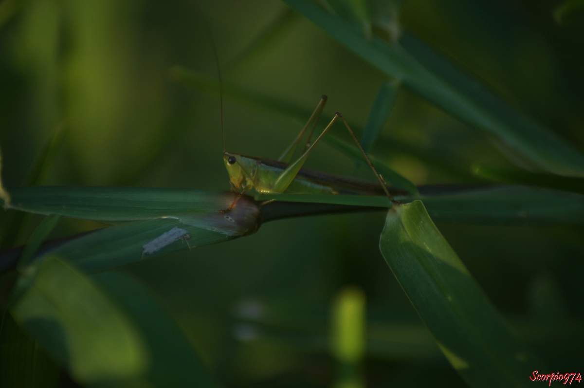 Une sauterelle Conocephalus sp.