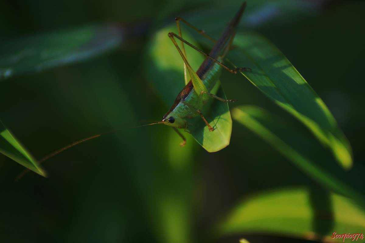 sauterelle, sauterelle 974, sauterelle Réunion, sauterelle à la Réunion, sauterelle de la Réunion, larve sauterelle, larve de sauterelle, larve de sauterelle 974, larve de sauterelle Réunion, larve de sauterelle à la Réunion, lare de sauterelle de la Réunion, larve sauterelle 974, larve sauterelle Réunion, larve sauterelle de la Réunion, larve sauterelle à la Réunion, insecte vert, insecte vert à la Réunion, insecte vert Réunion, insecte vert de la Réunion, insecte vert 974, insecte vert grandes antennes. larve, larve 974, larve à la Réunion, conocephalus sp, 