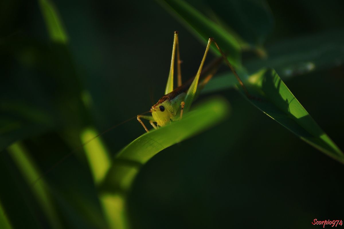 sauterelle, sauterelle 974, sauterelle Réunion, sauterelle à la Réunion, sauterelle de la Réunion, larve sauterelle, larve de sauterelle, larve de sauterelle 974, larve de sauterelle Réunion, larve de sauterelle à la Réunion, lare de sauterelle de la Réunion, larve sauterelle 974, larve sauterelle Réunion, larve sauterelle de la Réunion, larve sauterelle à la Réunion, insecte vert, insecte vert à la Réunion, insecte vert Réunion, insecte vert de la Réunion, insecte vert 974, insecte vert grandes antennes. larve, larve 974, larve à la Réunion, conocephalus sp, 