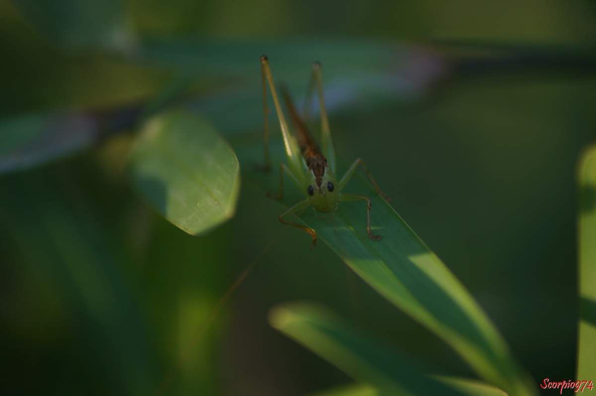 sauterelle, sauterelle 974, sauterelle Réunion, sauterelle à la Réunion, sauterelle de la Réunion, larve sauterelle, larve de sauterelle, larve de sauterelle 974, larve de sauterelle Réunion, larve de sauterelle à la Réunion, lare de sauterelle de la Réunion, larve sauterelle 974, larve sauterelle Réunion, larve sauterelle de la Réunion, larve sauterelle à la Réunion, insecte vert, insecte vert à la Réunion, insecte vert Réunion, insecte vert de la Réunion, insecte vert 974, insecte vert grandes antennes. larve, larve 974, larve à la Réunion, conocephalus sp, 