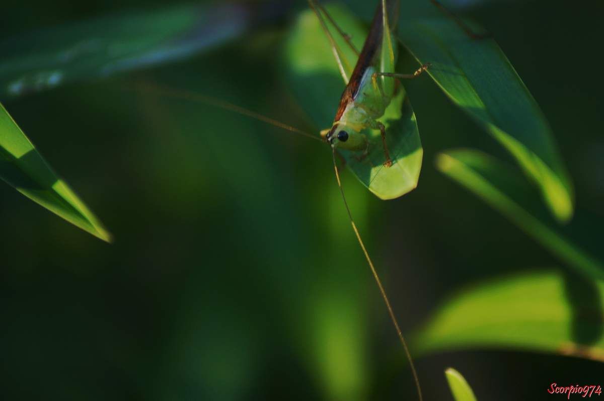 sauterelle, sauterelle 974, sauterelle Réunion, sauterelle à la Réunion, sauterelle de la Réunion, larve sauterelle, larve de sauterelle, larve de sauterelle 974, larve de sauterelle Réunion, larve de sauterelle à la Réunion, lare de sauterelle de la Réunion, larve sauterelle 974, larve sauterelle Réunion, larve sauterelle de la Réunion, larve sauterelle à la Réunion, insecte vert, insecte vert à la Réunion, insecte vert Réunion, insecte vert de la Réunion, insecte vert 974, insecte vert grandes antennes. larve, larve 974, larve à la Réunion, conocephalus sp, 