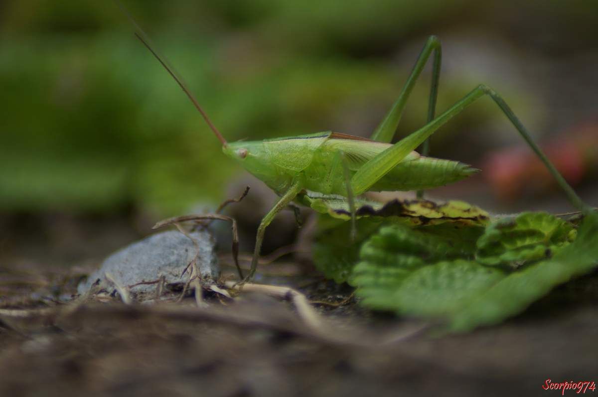 sauterelle, sauterelle 974, sauterelle Réunion, sauterelle à la Réunion, sauterelle de la Réunion, larve sauterelle, larve de sauterelle, larve de sauterelle 974, larve de sauterelle Réunion, larve de sauterelle à la Réunion, lare de sauterelle de la Réunion, larve sauterelle 974, larve sauterelle Réunion, larve sauterelle de la Réunion, larve sauterelle à la Réunion, insecte vert, insecte vert à la Réunion, insecte vert Réunion, insecte vert de la Réunion, insecte vert 974, insecte vert grandes antennes. larve, larve 974, larve à la Réunion, Ruspolia differens (Audinet-Serville, 1838), 