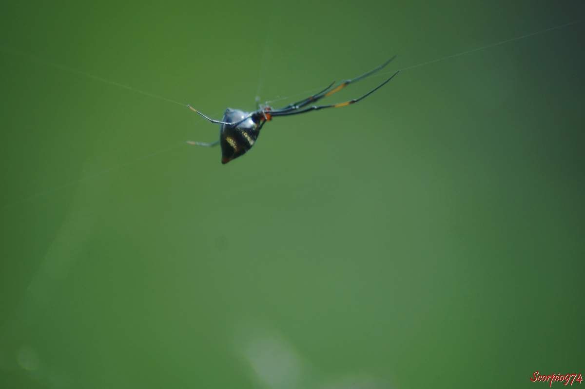 Nature, Nature 974, nature Réunion, nature de la Réunion, nature à la Réunion, faune, faune 974, faune Réunion, faune de la Réunion, faune à la Réunion, animal, animal 974, animal Réunion, animal de la Réunion, animal  à la Réunion, animaux, animaux 974, animaux Réunion, animaux de la Réunion, animaux à la Réunion, arachnides, arachnides  974, arachnides  Réunion, arachnides  de la Réunion, arachnides  à la Réunion, araignée, araignée 974, araignée Réunion, araignée de la Réunion, araignée à la Réunion, araignée Theridiidae, araignée Theridiidae 974, araignée Theridiidae Réunion, araignée Theridiidae à la Réunion, araignée Theridiidae de la Réunion, arachnide, arachnide 974, arachnide Réunion, arachnide de la Réunion, arachnide  à la Réunion, petite araignée à la Réunion, araignée abdomen noir à la Réunion, araignée abdomen noir 974, araignée abdomen noir, araignée abdomen noir de la Réunion, araignée abdomen noir et dessin orangé, araignée abdomen noir et dessin orangé, 974, araignée abdomen noir et dessin orangé Réunion, araignée abdomen noir et dessin orangé de la Réunion, araignée abdomen noir et dessin orangé à la Réunion, petite araignée abdomen noir et dessin orangé, petite araignée abdomen noir et dessin orangé 974, petite araignée abdomen noir et dessin orangé Réunion, petite araignée abdomen noir et dessin orangé à la Réunion, petite araignée abdomen noir et dessin orangé de la Réunion, indigène, indigène 974, indigène Réunion, indigène à la Réunion, indigène de la Réunion, espèce indigène,  espèce indigène 974,  espèce indigène Réunion,  espèce indigène de la Réunion,  espèce indigène à la Réunion,  espèce d'araignée indigène,  espèce d'araignée indigène974,  espèce d'araignée indigène Réunion,  espèce d'araignée indigène de la Réunion,  espèce d'araignée indigène à la Réunion, araignée indigène,  araignée indigène 974,  araignée indigène Réunion,  araignée indigène de la Réunion,  araignée indigène à la Réunion, araneae, araneae974, araneae Réunion, araneae de la Réunion, araneae à la Réunion, Theridiidae,  Theridiidae 974,  Theridiidae Réunion,  Theridiidae de la Réunion,  Theridiidae à la Réunion, Argirodes sp , Argirodes sp  974, Argirodes sp Réunion, Argirodes sp1863 de la Réunion, Argirodes sp à la Réunion
