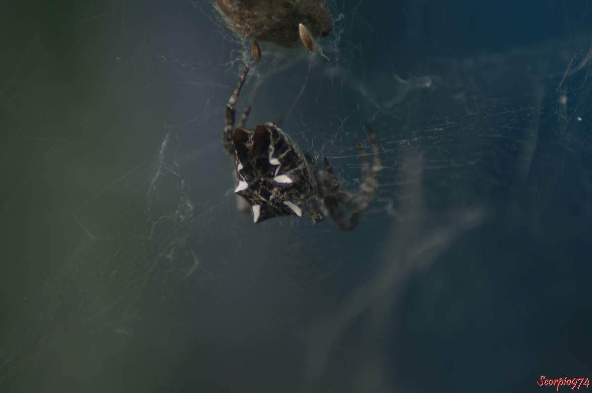 L'Epeire de l'Opuntia (Cyrtophora citricola (Forskål, 1775)). 