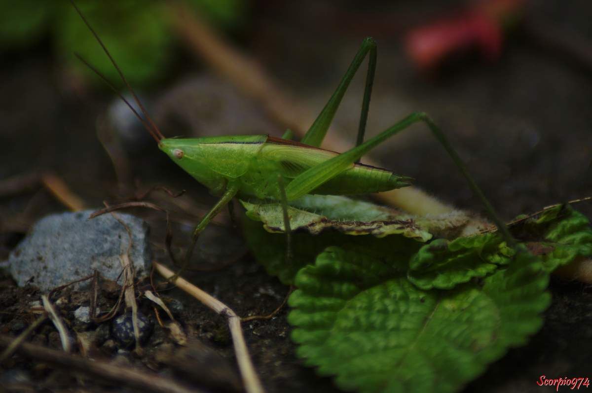 sauterelle, sauterelle 974, sauterelle Réunion, sauterelle à la Réunion, sauterelle de la Réunion, larve sauterelle, larve de sauterelle, larve de sauterelle 974, larve de sauterelle Réunion, larve de sauterelle à la Réunion, lare de sauterelle de la Réunion, larve sauterelle 974, larve sauterelle Réunion, larve sauterelle de la Réunion, larve sauterelle à la Réunion, insecte vert, insecte vert à la Réunion, insecte vert Réunion, insecte vert de la Réunion, insecte vert 974, insecte vert grandes antennes. larve, larve 974, larve à la Réunion, Ruspolia differens (Audinet-Serville, 1838), 