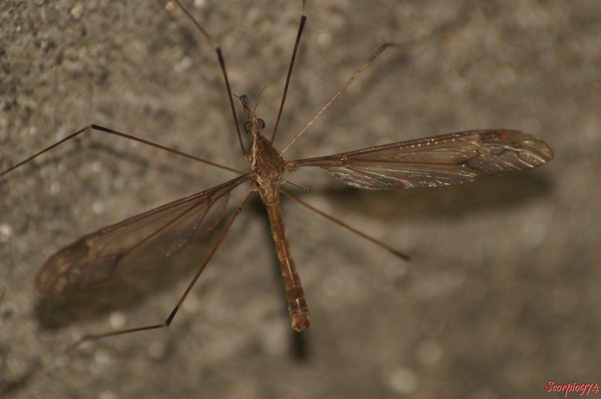 Nature, Nature 974, Nature Réunion, Nature de la Réunion, Nature à la Réunion, Faune, Faune 974, Faune Réunion, Faune de la Réunion, Faune à la Réunion, faune endémique, faune endémique 974, faune endémique Réunion, faune endémique de la Réunion, faune endémique à la Réunion, faunes, faunes de la Réunion, faunes 974, faunes Réunion, faunes à la Réunion, faunes endémiques, faunes endémiques 974, faunes endémiques Réunion, faunes endémiques de la Réunion, faunes endémiques à la Réunion, animal, animal 974, animal Réunion, animal de la Réunion, animal à la Réunion, animaux, animaux 974, animaux de la Réunion, animaux à la Réunion, animaux Réunion, insecte, insecte 974, insecte Réunion, insecte de la Réunion, insecte à la Réunion, animal endémique, animal endémique 974, animal endémique Réunion, animal endémique de la Réunion, animal endémique à la Réunion, animaux endémiques, animaux endémiques 974, animaux endémiques Réunion, animaux endémiques de la Réunion, animaux endémiques à la Réunion, insecte endémique, insecte endémique 974, insecte endémique Réunion, insecte endémique de la Réunion, insecte endémique à la Réunion, insectes endémiques, insectes endémiques 974, insectes endémiques Réunion, insectes endémiques de la Réunion, insectes endémiques à la Réunion, animal volant, animal volant 974, animal volant Réunion, animal volant de la Réunion, animal volant à la Réunion, animaux volants, animaux volants 974, animaux volants de la Réunion, animaux volants à la Réunion, animaux volants Réunion, insecte volant, insecte volant 974, insecte volant Réunion, insecte volant de la Réunion, insecte volant à la Réunion, animal volant endémique, animal volant endémique 974, animal volant endémique Réunion, animal volant endémique de la Réunion, animal volant endémique à la Réunion, animaux volants endémiques, animaux volants endémiques 974, animaux volants endémiques Réunion, animaux volants endémiques de la Réunion, animaux volants endémiques à la Réunion, insecte volant endémique, insecte volant endémique 974, insecte volant endémique Réunion, insecte volant endémique de la Réunion, insecte volant endémique à la Réunion, insectes volants endémiques, insectes volants endémiques 974, insectes volants endémiques Réunion, insectes volants endémiques de la Réunion, insectes volants endémiques à la Réunion, animal avec ailes, animal avec ailes 974, animal avec ailes Réunion, animal avec ailes de la Réunion, animal avec ailes à la Réunion, animaux avec ailes, animaux avec ailes 974, animaux avec ailes de la Réunion, animaux avec ailes à la Réunion, animaux avec ailes Réunion, insecte avec ailes, insecte avec ailes 974, insecte avec ailes Réunion, insecte avec ailes de la Réunion, insecte avec ailes à la Réunion, animal avec ailes endémique, animal avec ailes endémique 974, animal avec ailes endémique Réunion, animal avec ailes endémique de la Réunion, animal avec ailes endémique à la Réunion, animaux avec ailes endémiques, animaux avec ailes endémiques 974, animaux avec ailes endémiques Réunion, animaux avec ailes endémiques de la Réunion, animaux avec ailes endémiques à la Réunion, insecte avec ailes endémique, insecte avec ailes endémique 974, insecte avec ailes endémique Réunion, insecte avec ailes endémique de la Réunion, insecte avec ailes endémique à la Réunion, insectes avec ailes endémiques, insectes avec ailes endémiques 974, insectes avec ailes endémiques Réunion, insectes avec ailes endémiques de la Réunion, insectes avec ailes endémiques à la Réunion, animal à longues pattes, animal à longues pattes 974, animal à longues pattes Réunion, animal à longues pattes de la Réunion, animal à longues pattes à la Réunion, animaux à longues pattes, animaux à longues pattes 974, animaux à longues pattes de la Réunion, animaux à longues pattes à la Réunion, animaux à longues pattes Réunion, insecte à longues pattes, insecte à longues pattes 974, insecte à longues pattes Réunion, insecte à longues pattes de la Réunion, insecte à longues pattes à la Réunion, animal à longues pattes endémique, animal à longues pattes endémique 974, animal à longues pattes endémique Réunion, animal à longues pattes endémique de la Réunion, animal à longues pattes endémique à la Réunion, animaux à longues pattes endémiques, animaux à longues pattes endémiques 974, animaux à longues pattes endémiques Réunion, animaux à longues pattes endémiques de la Réunion, animaux à longues pattes endémiques à la Réunion, insecte à longues pattes endémique, insecte à longues pattes endémique 974, insecte à longues pattes endémique Réunion, insecte à longues pattes endémique de la Réunion, insecte à longues pattes endémique à la Réunion, insectes à longues pattes endémiques, insectes à longues pattes endémiques 974, insectes à longues pattes endémiques Réunion, insectes à longues pattes endémiques de la Réunion, insectes à longues pattes endémiques à la Réunion, animal avec ailes et à longues pattes, animal avec ailes et à longues pattes 974, animal avec ailes et à longues pattes Réunion, animal avec ailes et à longues pattes de la Réunion, animal avec ailes et à longues pattes à la Réunion, animaux avec ailes et à longues pattes, animaux avec ailes et à longues pattes 974, animaux avec ailes et à longues pattes de la Réunion, animaux avec ailes et à longues pattes à la Réunion, animaux avec ailes et à longues pattes Réunion, insecte avec ailes et à longues pattes, insecte avec ailes et à longues pattes 974, insecte avec ailes et à longues pattes Réunion, insecte avec ailes et à longues pattes de la Réunion, insecte avec ailes et à longues pattes à la Réunion, animal avec ailes et à longues pattes endémique, animal avec ailes et à longues pattes endémique 974, animal avec ailes et à longues pattes endémique Réunion, animal avec ailes et à longues pattes endémique de la Réunion, animal avec ailes et à longues pattes endémique à la Réunion, animaux avec ailes et à longues pattes endémiques, animaux avec ailes et à longues pattes endémiques 974, animaux avec ailes et à longues pattes endémiques Réunion, animaux avec ailes et à longues pattes endémiques de la Réunion, animaux avec ailes et à longues pattes endémiques à la Réunion, insecte avec ailes et à longues pattes endémique, insecte avec ailes et à longues pattes endémique 974, insecte avec ailes et à longues pattes endémique Réunion, insecte avec ailes et à longues pattes endémique de la Réunion, insecte avec ailes et à longues pattes endémique à la Réunion, insectes avec ailes et à longues pattes endémiques, insectes avec ailes et à longues pattes endémiques 974, insectes avec ailes et à longues pattes endémiques Réunion, insectes avec ailes et à longues pattes endémiques de la Réunion, insectes avec ailes et à longues pattes endémiques à la Réunion, animal avec des longues pattes et des ailes, animal avec des longues pattes et des ailes 974, animal avec des longues pattes et des ailes Réunion, animal avec des longues pattes et des ailes de la Réunion, animal avec des longues pattes et des ailes à la Réunion, animaux avec des longues pattes et des ailes, animaux avec des longues pattes et des ailes 974, animaux avec des longues pattes et des ailes de la Réunion, animaux avec des longues pattes et des ailes à la Réunion, animaux avec des longues pattes et des ailes Réunion, insecte avec des longues pattes et des ailes, insecte avec des longues pattes et des ailes 974, insecte avec des longues pattes et des ailes Réunion, insecte avec des longues pattes et des ailes de la Réunion, insecte avec des longues pattes et des ailes à la Réunion, animal avec des longues pattes et des ailes endémique, animal avec des longues pattes et des ailes endémique 974, animal avec des longues pattes et des ailes endémique Réunion, animal avec des longues pattes et des ailes endémique de la Réunion, animal avec des longues pattes et des ailes endémique à la Réunion, animaux avec des longues pattes et des ailes endémiques, animaux avec des longues pattes et des ailes endémiques 974, animaux avec des longues pattes et des ailes endémiques Réunion, animaux avec des longues pattes et des ailes endémiques de la Réunion, animaux avec des longues pattes et des ailes endémiques à la Réunion, insecte avec des longues pattes et des ailes endémique, insecte avec des longues pattes et des ailes endémique 974, insecte avec des longues pattes et des ailes endémique Réunion, insecte avec des longues pattes et des ailes endémique de la Réunion, insecte avec des longues pattes et des ailes endémique à la Réunion, insectes avec des longues pattes et des ailes endémiques, insectes avec des longues pattes et des ailes endémiques 974, insectes avec des longues pattes et des ailes endémiques Réunion, insectes avec des longues pattes et des ailes endémiques de la Réunion, insectes avec des longues pattes et des ailes endémiques à la Réunion, animal à longues pattes et ailes, animal à longues pattes et ailes 974, animal à longues pattes et ailes Réunion, animal à longues pattes et ailes de la Réunion, animal à longues pattes et ailes à la Réunion, animaux à longues pattes et ailes, animaux à longues pattes et ailes 974, animaux à longues pattes et ailes de la Réunion, animaux à longues pattes et ailes à la Réunion, animaux à longues pattes et ailes Réunion, insecte à longues pattes et ailes, insecte à longues pattes et ailes 974, insecte à longues pattes et ailes Réunion, insecte à longues pattes et ailes de la Réunion, insecte à longues pattes et ailes à la Réunion, animal à longues pattes et ailes endémique, animal à longues pattes et ailes endémique 974, animal à longues pattes et ailes endémique Réunion, animal à longues pattes et ailes endémique de la Réunion, animal à longues pattes et ailes endémique à la Réunion, animaux à longues pattes et ailes endémiques, animaux à longues pattes et ailes endémiques 974, animaux à longues pattes et ailes endémique Réunion, animaux à longues pattes et ailes endémiques de la Réunion, animaux à longues pattes et ailes endémiques à la Réunion, insecte à longues pattes et ailes endémique, insecte à longues pattes et ailes endémique 974, insecte à longues pattes et ailes endémique Réunion, insecte à longues pattes et ailes endémique de la Réunion, insecte à longues pattes et ailes endémique à la Réunion, insectes à longues pattes et ailes endémiques, insectes à longues pattes et ailes endémiques 974, insectes à longues pattes et ailes endémiques Réunion, insectes à longues pattes et ailes endémiques de la Réunion, insectes à longues pattes et ailes endémiques à la Réunion, animal à longues pattes, animal à longues pattes 974, animal à longues pattes Réunion, animal à longues pattes de la Réunion, animal à longues pattes à la Réunion, animaux à longues pattes, animaux à longues pattes 974, animaux à longues pattes de la Réunion, animaux à longues pattes à la Réunion, animaux à longues pattes Réunion, insecte à longues pattes, insecte à longues pattes 974, insecte à longues pattes Réunion, insecte à longues pattes de la Réunion, insecte à longues pattes à la Réunion, animal à longues pattes endémique, animal à longues pattes endémique 974, animal à longues pattes endémique Réunion, animal à longues pattes endémique de la Réunion, animal à longues pattes endémique à la Réunion, animaux à longues pattes endémiques, animaux à longues pattes endémiques 974, animaux à longues pattes endémiques Réunion, animaux à longues pattes endémiques de la Réunion, animaux à longues pattes endémiques à la Réunion, insecte à longues pattes endémique, insecte à longues pattes endémique 974, insecte à longues pattes endémique Réunion, insecte à longues pattes endémique de la Réunion, insecte à longues pattes endémique à la Réunion, insectes à longues pattes endémiques, insectes à longues pattes endémiques 974, insectes à longues pattes endémiques Réunion, insectes à longues pattes endémiques de la Réunion, insectes à longues pattes endémiques à la Réunion, insecte brun, insecte brun 974, insecte brun Réunion, insecte brun de la Réunion, insecte brun à la Réunion,  insecte brun et à tache noire, insecte brun et à tache noire 974, insecte brun et à tache noire Réunion, insecte brun et à tache noire de la Réunion, insecte brun et à tache noire à la Réunion, insecte brun et à tache noire, insecte à tache noire Réunion, insecte à tache noire 974, insecte brun et à tache noire de la Réunion, insecte brun à tache noire à la Réunion, insecte long, insecte long 974, insecte long Réunion, insecte long de la Réunion, insecte long à la Réunion, insecte long brun, insecte long brun 074, insecte long brun Réunion, insecte long brun de la Réunion, insecte long brun  à la Réunion, insecte long brun à tache noire, insecte long brun à tache noire 974, insecte long brun à tache noire Réunion, insecte long brun à tache noire de la Réunion, insecte long brun à tache noire à la Réunion, insecte long brun et à tache noire, insecte long brun et à tache noire 974, insecte long brun et à tache noire Réunion, insecte long brun et à tache noire de la Réunion, insecte long brun et à tache noire à la Réunion, insecte volant, insecte volant 974, insecte volant Réunion, insecte volant de la Réunion, insecte volant à la Réunion, insecte volant brun, insecte volant brun974, insecte volant brun Réunion, insecte volant brun de la Réunion, insecte volant brun à la Réunion, insecte volant brun à tache noire, insecte volant brun à tache noire 974, insecte volant brun à tache noire Réunion, insecte volant brun à tache noire de la Réunion, insecte volant brun à tache noire à la Réunion, insecte volant brun et à tache noire, insecte volant brun et à tache noire 974, insecte volant brun et à tache noire Réunion, insecte volant brun et à tache noire de la Réunion, insecte volant brun et à tache noire à la Réunion, insecte long volant, insecte long volant 974, insecte long volant Réunion, insecte long volant de la Réunion, insecte long volant à la Réunion, insecte long volant brun, insecte long volant brun 974, insecte long volant brun Réunion, insecte long volant brun de la Réunion, insecte long volant brun à la Réunion, insecte long volant à tache noire, insecte long volant à tache noire 974, insecte long volant à tache noire Réunion, insecte long volant à tache noire de la Réunion, insecte long volant à tache noire à la Réunion, insecte long volant brun à tache noire, insecte long volant brun à tache noire Réunion, insecte long volant brun à tache noire 974, insecte long volant brun à tache noire de la Réunion, insecte long volant brun à tache noire à la Réunion, insecte à deux ailes, insecte à deux ailes Réunion, insecte à deux ailes 974, insecte à deux ailes de la Réunion, insecte à deux ailes à la Réunion, insecte brun à deux ailes, insecte brun à deux ailes 974, insecte brun à deux ailes Réunion, insecte brun à deux ailes de la Réunion, insecte brun à deux ailes à la Réunion, insecte brun à tache noire à deux ailes, insecte brun à tache noire à deux ailes 974, insecte brun à tache noire à deux ailes Réunion, insecte brun à tache noire à deux ailes de la Réunion, insecte brun à tache noire à deux ailes à la Réunion, insecte brun et à tache noire à deux ailes, insecte brun et à tache noire à deux ailes 974, insecte brun et à tache noire à deux ailes Réunion, insecte brun et à tache noire à deux ailes de la Réunion, insecte brun et à tache noire à deux ailes à la Réunion, insecte avec deux ailes, insecte avec deux ailes 974, insecte avec deux ailes Réunion, insecte avec deux ailes de la Réunion, insecte avec deux ailes à la Réunion, insecte brun avec deux ailes, insecte brun avec deux ailes 974, insecte brun avec deux ailes Réunion, insecte brun avec deux ailes de la Réunion, insecte brun avec deux ailes à la Réunion, insecte brun et à tache noire avec deux ailes, insecte brun et à tache noire avec deux ailes 974, insecte brun et à tache noire avec deux ailes Réunion, insecte brun et à tache noire avec deux ailes de la Réunion, insecte brun et à tache noire avec deux ailes à la Réunion, insecte brun à tache noire avec deux ailes, insecte brun à tache noire avec deux ailes 974, insecte brun à tache noire avec deux ailes Réunion, insecte brun à tache noire avec deux ailes de la Réunion, insecte brun à tache noire avec deux ailes à la Réunion, insecte long à deux ailes, insecte long à deux ailes974, insecte long à deux ailes Réunion, insecte long à deux ailes de la Réunion, insecte long à deux ailes à la Réunion, insecte long brun à deux ailes, insecte long brun à deux ailes 974, insecte long brun à deux ailes Réunion, insecte long brun à deux ailes de la Réunion, insecte long brun à deux ailes à la Réunion, insecte long brun et à tache noire à deux ailes, insecte long brun et à tache noire à deux ailes 974, insecte long brun et à tache noire à deux ailes Réunion, insecte long brun et à tache noire à deux ailes de la Réunion, insecte long brun et à tache noire à deux ailes à la Réunion, insecte long brun à tache noire à deux ailes, insecte long brun à tache noire à deux ailes 974, insecte long brun à tache noire à deux ailes Réunion, insecte long brun à tache noire à deux ailes de la Réunion, insecte long brun à tache noire à deux ailes à la Réunion, insecte long avec deux ailes, insecte long avec deux ailes 974, insecte long avec deux ailes Réunion, insecte long avec deux ailes de la Réunion, insecte long avec deux ailes à la Réunion, insecte long brun avec deux ailes, insecte long brun avec deux ailes 974, insecte long brun avec deux ailes Réunion, insecte long brun avec deux ailes de la Réunion, insecte long brun avec deux ailes à la Réunion, insecte long brun à tache noire avec deux ailes, insecte long brun à tache noire avec deux ailes 974, insecte long brun à tache noire avec deux ailes Réunion, insecte long brun à tache noire avec deux ailes de la Réunion, insecte long brun à tache noire avec deux ailes Réunion, insecte long brun à tache noire avec deux ailes à la Réunion, insecte long brun et à tache noire avec deux ailes, insecte long brun et à tache noire avec deux ailes 974, insecte long brun et à tache noire avec deux ailes Réunion, insecte long brun et à tache noire avec deux ailes de la Réunion, insecte long brun et à tache noire avec deux ailes à la Réunion, insectes bruns, insectes bruns 974, insectes bruns Réunion, insectes bruns de la Réunion, insectes bruns à la Réunion,  insectes bruns et à taches noires, insectes bruns et à taches noires 974, insectes bruns et à taches noires Réunion, insectes bruns et à taches noires de la Réunion, insectes bruns et à taches noires à la Réunion, insectes bruns et à taches noires, insectes à taches noires Réunion, insectes à taches noires 974, insectes bruns et à taches noires de la Réunion, insectes bruns à taches noires à la Réunion, insectes longs, insectes longs 974, insectes longs Réunion, insectes longs de la Réunion, insectes longs à la Réunion, insectes longs bruns, insectes longs bruns 074, insectes longs bruns Réunion, insectes longs bruns de la Réunion, insectes longs bruns  à la Réunion, insectes longs bruns à taches noires, insectes longs bruns à taches noires 974, insectes longs bruns à taches noires Réunion, insectes longs bruns à taches noires de la Réunion, insectes longs bruns à taches noires à la Réunion, insectes longs bruns et à taches noires, insectes longs bruns et à taches noires 974, insectes longs bruns et à taches noires Réunion, insectes longs bruns et à taches noires de la Réunion, insectes longs bruns et à taches noires à la Réunion, insectes volants, insectes volants 974, insectes volants Réunion, insectes volants de la Réunion, insectes volants à la Réunion, insectes volants bruns, insectes volants bruns974, insectes volants bruns Réunion, insectes volants bruns de la Réunion, insectes volants bruns à la Réunion, insectes volants bruns à taches noires, insectes volants bruns à taches noires 974, insectes volants bruns à taches noires Réunion, insectes volants bruns à taches noires de la Réunion, insectes volants bruns à taches noires à la Réunion, insectes volants bruns et à taches noires, insectes volants bruns et à taches noires 974, insectes volants bruns et à taches noires Réunion, insectes volants bruns et à taches noires de la Réunion, insectes volants bruns et à taches noires à la Réunion, insectes longs volants, insectes longs volants 974, insectes longs volants Réunion, insectes longs volants de la Réunion, insectes longs volants à la Réunion, insectes longs volants bruns, insectes longs volants bruns 974, insectes longs volants bruns Réunion, insectes longs volants bruns de la Réunion, insectes longs volants bruns à la Réunion, insectes longs volants à taches noires, insectes longs volants à taches noires 974, insectes longs volants à taches noires Réunion, insectes longs volants à taches noires de la Réunion, insectes longs volants à taches noires à la Réunion, insectes longs volants bruns à taches noires, insectes longs volants bruns à taches noires Réunion, insectes longs volants bruns à taches noires 974, insectes longs volants bruns à taches noires de la Réunion, insectes longs volants bruns à taches noires à la Réunion, insectes à deux ailes, insectes à deux ailes Réunion, insectes à deux ailes 974, insectes à deux ailes de la Réunion, insectes à deux ailes à la Réunion, insectes bruns à deux ailes, insectes bruns à deux ailes 974, insectes bruns à deux ailes Réunion, insectes bruns à deux ailes de la Réunion, insectes bruns à deux ailes à la Réunion, insectes bruns à taches noires à deux ailes, insectes bruns à taches noires à deux ailes 974, insectes bruns à taches noires à deux ailes Réunion, insectes bruns à taches noires à deux ailes de la Réunion, insectes bruns à taches noires à deux ailes à la Réunion, insectes bruns et à taches noires à deux ailes, insectes bruns et à taches noires à deux ailes 974, insectes bruns et à taches noires à deux ailes Réunion, insectes bruns et à taches noires à deux ailes de la Réunion, insectes bruns et à taches noires à deux ailes à la Réunion, insectes avec deux ailes, insectes avec deux ailes 974, insectes avec deux ailes Réunion, insectes avec deux ailes de la Réunion, insectes avec deux ailes à la Réunion, insectes bruns avec deux ailes, insectes bruns avec deux ailes 974, insectes bruns avec deux ailes Réunion, insectes bruns avec deux ailes de la Réunion, insectes bruns avec deux ailes à la Réunion, insectes bruns et à taches noires avec deux ailes, insectes bruns et à taches noires avec deux ailes 974, insectes bruns et à taches noires avec deux ailes Réunion, insectes bruns et à taches noires avec deux ailes de la Réunion, insectes bruns et à taches noires avec deux ailes à la Réunion, insectes bruns à taches noires avec deux ailes, insectes bruns à taches noires avec deux ailes 974, insectes bruns à taches noires avec deux ailes Réunion, insectes bruns à taches noires avec deux ailes de la Réunion, insectes bruns à taches noires avec deux ailes à la Réunion, insectes longs à deux ailes, insectes longs à deux ailes974, insectes longs à deux ailes Réunion, insectes longs à deux ailes de la Réunion, insectes longs à deux ailes à la Réunion, insectes longs bruns à deux ailes, insectes longs bruns à deux ailes 974, insectes longs bruns à deux ailes Réunion, insectes longs bruns à deux ailes de la Réunion, insectes longs bruns à deux ailes à la Réunion, insectes longs bruns et à taches noires à deux ailes, insectes longs bruns et à taches noires à deux ailes 974, insectes longs bruns et à taches noires à deux ailes Réunion, insectes longs bruns et à taches noires à deux ailes de la Réunion, insectes longs bruns et à taches noires à deux ailes à la Réunion, insectes longs bruns à taches noires à deux ailes, insectes longs bruns à taches noires à deux ailes 974, insectes longs bruns à taches noires à deux ailes Réunion, insectes longs bruns à taches noires à deux ailes de la Réunion, insectes longs bruns à taches noires à deux ailes à la Réunion, insectes longs avec deux ailes, insectes longs avec deux ailes 974, insectes longs avec deux ailes Réunion, insectes longs avec deux ailes de la Réunion, insectes longs avec deux ailes à la Réunion, insectes longs bruns avec deux ailes, insectes longs bruns avec deux ailes 974, insectes longs bruns avec deux ailes Réunion, insectes longs bruns avec deux ailes de la Réunion, insectes longs bruns avec deux ailes à la Réunion, insectes longs bruns à taches noires avec deux ailes, insectes longs bruns à taches noires avec deux ailes 974, insectes longs bruns à taches noires avec deux ailes Réunion, insectes longs bruns à taches noires avec deux ailes de la Réunion, insectes longs bruns à taches noires avec deux ailes Réunion, insectes longs bruns à taches noires avec deux ailes à la Réunion, insectes longs bruns et à taches noires avec deux ailes, insectes longs bruns et à taches noires avec deux ailes 974, insectes longs bruns et à taches noires avec deux ailes Réunion, insectes longs bruns et à taches noires avec deux ailes de la Réunion, insectes longs bruns et à taches noires avec deux ailes à la Réunion, cousin, cousin 974, cousin Réunion, cousin de la Réunion, cousin à la Réunion, cousin endémique, cousin endémique 974, cousin endémique Réunion, cousin endémique de la Réunion, cousin endémique à la Réunion, cousins endémiques, cousins endémiques 974, cousins endémiques Réunion, cousins endémiques de la Réunion, cousins endémiques à la Réunion, cousin volant, cousin volant 974, cousin volant Réunion, cousin volant de la Réunion, cousin volant à la Réunion, cousin volant endémique, cousin volant endémique 974, cousin volant endémique Réunion, cousin volant endémique de la Réunion, cousin volant endémique à la Réunion, cousins volants endémiques, cousins volants endémiques 974, cousins volants endémiques Réunion, cousins volants endémiques de la Réunion, cousins volants endémiques à la Réunion, cousin à longues pattes, cousin à longues pattes 974, cousin à longues pattes Réunion, cousin à longues pattes de la Réunion, cousin à longues pattes à la Réunion, cousin à longues pattes endémique, cousin à longues pattes endémique 974, cousin à longues pattes endémique Réunion, cousin à longues pattes endémique de la Réunion, cousin à longues pattes endémique à la Réunion, cousins à longues pattes endémiques, cousins à longues pattes endémiques 974, cousins à longues pattes endémiques Réunion, cousins à longues pattes endémiques de la Réunion, cousins à longues pattes endémiques à la Réunion, cousin à longues pattes, cousin à longues pattes 974, cousin à longues pattes Réunion, cousin à longues pattes de la Réunion, cousin à longues pattes à la Réunion, cousin à longues pattes endémique, cousin à longues pattes endémique 974, cousin à longues pattes endémique Réunion, cousin à longues pattes endémique de la Réunion, cousin à longues pattes endémique à la Réunion, cousins à longues pattes endémiques, cousins à longues pattes endémiques 974, cousins à longues pattes endémiques Réunion, cousins à longues pattes endémiques de la Réunion, cousins à longues pattes endémiques à la Réunion, cousin brun, cousin brun 974, cousin brun Réunion, cousin brun de la Réunion, cousin brun à la Réunion,  cousin brun et à tache noire, cousin brun et à tache noire 974, cousin brun et à tache noire Réunion, cousin brun et à tache noire de la Réunion, cousin brun et à tache noire à la Réunion, cousin brun et à tache noire, cousin à tache noire Réunion, cousin à tache noire 974, cousin brun et à tache noire de la Réunion, cousin brun à tache noire à la Réunion, cousin long, cousin long 974, cousin long Réunion, cousin long de la Réunion, cousin long à la Réunion, cousin long brun, cousin long brun 074, cousin long brun Réunion, cousin long brun de la Réunion, cousin long brun  à la Réunion, cousin long brun à tache noire, cousin long brun à tache noire 974, cousin long brun à tache noire Réunion, cousin long brun à tache noire de la Réunion, cousin long brun à tache noire à la Réunion, cousin long brun et à tache noire, cousin long brun et à tache noire 974, cousin long brun et à tache noire Réunion, cousin long brun et à tache noire de la Réunion, cousin long brun et à tache noire à la Réunion, cousin volant, cousin volant 974, cousin volant Réunion, cousin volant de la Réunion, cousin volant à la Réunion, cousin volant brun, cousin volant brun974, cousin volant brun Réunion, cousin volant brun de la Réunion, cousin volant brun à la Réunion, cousin volant brun à tache noire, cousin volant brun à tache noire 974, cousin volant brun à tache noire Réunion, cousin volant brun à tache noire de la Réunion, cousin volant brun à tache noire à la Réunion, cousin volant brun et à tache noire, cousin volant brun et à tache noire 974, cousin volant brun et à tache noire Réunion, cousin volant brun et à tache noire de la Réunion, cousin volant brun et à tache noire à la Réunion, cousin long volant, cousin long volant 974, cousin long volant Réunion, cousin long volant de la Réunion, cousin long volant à la Réunion, cousin long volant brun, cousin long volant brun 974, cousin long volant brun Réunion, cousin long volant brun de la Réunion, cousin long volant brun à la Réunion, cousin long volant à tache noire, cousin long volant à tache noire 974, cousin long volant à tache noire Réunion, cousin long volant à tache noire de la Réunion, cousin long volant à tache noire à la Réunion, cousin long volant brun à tache noire, cousin long volant brun à tache noire Réunion, cousin long volant brun à tache noire 974, cousin long volant brun à tache noire de la Réunion, cousin long volant brun à tache noire à la Réunion, cousins bruns, cousins bruns 974, cousins bruns Réunion, cousins bruns de la Réunion, cousins bruns à la Réunion,  cousins bruns et à taches noires, cousins bruns et à taches noires 974, cousins bruns et à taches noires Réunion, cousins bruns et à taches noires de la Réunion, cousins bruns et à taches noires à la Réunion, cousins bruns et à taches noires, cousins à taches noires Réunion, cousins à taches noires 974, cousins bruns et à taches noires de la Réunion, cousins bruns à taches noires à la Réunion, cousins longs, cousins longs 974, cousins longs Réunion, cousins longs de la Réunion, cousins longs à la Réunion, cousins longs bruns, cousins longs bruns 074, cousins longs bruns Réunion, cousins longs bruns de la Réunion, cousins longs bruns  à la Réunion, cousins longs bruns à taches noires, cousins longs bruns à taches noires 974, cousins longs bruns à taches noires Réunion, cousins longs bruns à taches noires de la Réunion, cousins longs bruns à taches noires à la Réunion, cousins longs bruns et à taches noires, cousins longs bruns et à taches noires 974, cousins longs bruns et à taches noires Réunion, cousins longs bruns et à taches noires de la Réunion, cousins longs bruns et à taches noires à la Réunion, cousins volants, cousins volants 974, cousins volants Réunion, cousins volants de la Réunion, cousins volants à la Réunion, cousins volants bruns, cousins volants bruns974, cousins volants bruns Réunion, cousins volants bruns de la Réunion, cousins volants bruns à la Réunion, cousins volants bruns à taches noires, cousins volants bruns à taches noires 974, cousins volants bruns à taches noires Réunion, cousins volants bruns à taches noires de la Réunion, cousins volants bruns à taches noires à la Réunion, cousins volants bruns et à taches noires, cousins volants bruns et à taches noires 974, cousins volants bruns et à taches noires Réunion, cousins volants bruns et à taches noires de la Réunion, cousins volants bruns et à taches noires à la Réunion, cousins longs volants, cousins longs volants 974, cousins longs volants Réunion, cousins longs volants de la Réunion, cousins longs volants à la Réunion, cousins longs volants bruns, cousins longs volants bruns 974, cousins longs volants bruns Réunion, cousins longs volants bruns de la Réunion, cousins longs volants bruns à la Réunion, cousins longs volants à taches noires, cousins longs volants à taches noires 974, cousins longs volants à taches noires Réunion, cousins longs volants à taches noires de la Réunion, cousins longs volants à taches noires à la Réunion, cousins longs volants bruns à taches noires, cousins longs volants bruns à taches noires Réunion, cousins longs volants bruns à taches noires 974, cousins longs volants bruns à taches noires de la Réunion, cousins longs volants bruns à taches noires à la Réunion, tipule, tipule 974, tipule Réunion, tipule de la Réunion, tipule à la Réunion, tipule endémique, tipule endémique 974, tipule endémique Réunion, tipule endémique de la Réunion, tipule endémique à la Réunion, tipules endémiques, tipules endémiques 974, tipules endémiques Réunion, tipules endémiques de la Réunion, tipules endémiques à la Réunion, tipule volante, tipule volante 974, tipule volante Réunion, tipule volante de la Réunion, tipule volante à la Réunion, tipule volante endémique, tipule volante endémique 974, tipule volante endémique Réunion, tipule volante endémique de la Réunion, tipule volante endémique à la Réunion, tipules volantes endémiques, tipules volantes endémiques 974, tipules volantes endémiques Réunion, tipules volantes endémiques de la Réunion, tipules volantes endémiques à la Réunion, tipule à longues pattes, tipule à longues pattes 974, tipule à longues pattes Réunion, tipule à longues pattes de la Réunion, tipule à longues pattes à la Réunion, tipule à longues pattes endémique, tipule à longues pattes endémique 974, tipule à longues pattes endémique Réunion, tipule à longues pattes endémique de la Réunion, tipule à longues pattes endémique à la Réunion, tipules à longues pattes endémiques, tipules à longues pattes endémiques 974, tipules à longues pattes endémiques Réunion, tipules à longues pattes endémiques de la Réunion, tipules à longues pattes endémiques à la Réunion, tipule à longues pattes, tipule à longues pattes 974, tipule à longues pattes Réunion, tipule à longues pattes de la Réunion, tipule à longues pattes à la Réunion, tipule à longues pattes endémique, tipule à longues pattes endémique 974, tipule à longues pattes endémique Réunion, tipule à longues pattes endémique de la Réunion, tipule à longues pattes endémique à la Réunion, tipules à longues pattes endémiques, tipules à longues pattes endémiques 974, tipules à longues pattes endémiques Réunion, tipules à longues pattes endémiques de la Réunion, tipules à longues pattes endémiques à la Réunion, tipule brune, tipule brune 974, tipule brune Réunion, tipule brune de la Réunion, tipule brune à la Réunion,  tipule brune et à tache noire, tipule brune et à tache noire 974, tipule brune et à tache noire Réunion, tipule brune et à tache noire de la Réunion, tipule brune et à tache noire à la Réunion, tipule brune et à tache noire, tipule à tache noire Réunion, tipule à tache noire 974, tipule brune et à tache noire de la Réunion, tipule brune à tache noire à la Réunion, tipule longue, tipule longue 974, tipule longue Réunion, tipule longue de la Réunion, tipule longue à la Réunion, tipule longue brune, tipule longue brune 074, tipule longue brune Réunion, tipule longue brune de la Réunion, tipule longue brune  à la Réunion, tipule longue brune à tache noire, tipule longue brune à tache noire 974, tipule longue brune à tache noire Réunion, tipule longue brune à tache noire de la Réunion, tipule longue brune à tache noire à la Réunion, tipule longue brune et à tache noire, tipule longue brune et à tache noire 974, tipule longue brune et à tache noire Réunion, tipule longue brune et à tache noire de la Réunion, tipule longue brune et à tache noire à la Réunion, tipule volante, tipule volante 974, tipule volante Réunion, tipule volante de la Réunion, tipule volante à la Réunion, tipule volante brune, tipule volante brune974, tipule volante brune Réunion, tipule volante brune de la Réunion, tipule volante brune à la Réunion, tipule volante brune à tache noire, tipule volante brune à tache noire 974, tipule volante brune à tache noire Réunion, tipule volante brune à tache noire de la Réunion, tipule volante brune à tache noire à la Réunion, tipule volante brune et à tache noire, tipule volante brune et à tache noire 974, tipule volante brune et à tache noire Réunion, tipule volante brune et à tache noire de la Réunion, tipule volante brune et à tache noire à la Réunion, tipule longue volante, tipule longue volante 974, tipule longue volante Réunion, tipule longue volante de la Réunion, tipule longue volante à la Réunion, tipule longue volante brune, tipule longue volante brune 974, tipule longue volante brune Réunion, tipule longue volante brune de la Réunion, tipule longue volante brune à la Réunion, tipule longue volante à tache noire, tipule longue volante à tache noire 974, tipule longue volante à tache noire Réunion, tipule longue volante à tache noire de la Réunion, tipule longue volante à tache noire à la Réunion, tipule longue volante brune à tache noire, tipule longue volante brune à tache noire Réunion, tipule longue volante brune à tache noire 974, tipule longue volante brune à tache noire de la Réunion, tipule longue volante brune à tache noire à la Réunion, tipules brunes, tipules brunes 974, tipules brunes Réunion, tipules brunes de la Réunion, tipules brunes à la Réunion,  tipules brunes et à taches noires, tipules brunes et à taches noires 974, tipules brunes et à taches noires Réunion, tipules brunes et à taches noires de la Réunion, tipules brunes et à taches noires à la Réunion, tipules brunes et à taches noires, tipules à taches noires Réunion, tipules à taches noires 974, tipules brunes et à taches noires de la Réunion, tipules brunes à taches noires à la Réunion, tipules longues, tipules longues 974, tipules longues Réunion, tipules longues de la Réunion, tipules longues à la Réunion, tipules longues brunes, tipules longues brunes 074, tipules longues brunes Réunion, tipules longues brunes de la Réunion, tipules longues brunes  à la Réunion, tipules longues brunes à taches noires, tipules longues brunes à taches noires 974, tipules longues brunes à taches noires Réunion, tipules longues brunes à taches noires de la Réunion, tipules longues brunes à taches noires à la Réunion, tipules longues brunes et à taches noires, tipules longues brunes et à taches noires 974, tipules longues brunes et à taches noires Réunion, tipules longues brunes et à taches noires de la Réunion, tipules longues brunes et à taches noires à la Réunion, tipules volantes, tipules volantes 974, tipules volantes Réunion, tipules volantes de la Réunion, tipules volantes à la Réunion, tipules volantes brunes, tipules volantes brunes974, tipules volantes brunes Réunion, tipules volantes brunes de la Réunion, tipules volantes brunes à la Réunion, tipules volantes brunes à taches noires, tipules volantes brunes à taches noires 974, tipules volantes brunes à taches noires Réunion, tipules volantes brunes à taches noires de la Réunion, tipules volantes brunes à taches noires à la Réunion, tipules volantes brunes et à taches noires, tipules volantes brunes et à taches noires 974, tipules volantes brunes et à taches noires Réunion, tipules volantes brunes et à taches noires de la Réunion, tipules volantes brunes et à taches noires à la Réunion, tipules longues volantes, tipules longues volantes 974, tipules longues volantes Réunion, tipules longues volantes de la Réunion, tipules longues volantes à la Réunion, tipules longues volantes brunes, tipules longues volantes brunes 974, tipules longues volantes brunes Réunion, tipules longues volantes brunes de la Réunion, tipules longues volantes brunes à la Réunion, tipules longues volantes à taches noires, tipules longues volantes à taches noires 974, tipules longues volantes à taches noires Réunion, tipules longues volantes à taches noires de la Réunion, tipules longues volantes à taches noires à la Réunion, tipules longues volantes brunes à taches noires, tipules longues volantes brunes à taches noires Réunion, tipules longues volantes brunes à taches noires 974, tipules longues volantes brunes à taches noires de la Réunion, tipules longues volantes brunes à taches noires à la Réunion, espèce animale, espèce animale 974, espèce animale Réunion, espèce animale de la Réunion, espèce animale à la Réunion, espèce animale endémique, espèce animale endémique 974, espèce animale endémique Réunion, espèce animale endémique de la Réunion, espèce animale endémique à la Réunion, espèces animales endémiques, espèces animales endémiques 974, espèces animales endémiques Réunion, espèces animales endémiques de la Réunion, espèces animales endémiques à la Réunion, espèce animale volante, espèce animale volante 974, espèce animale volante Réunion, espèce animale volante de la Réunion, espèce animale volante à la Réunion, espèce animale volante endémique, espèce animale volante endémique 974, espèce animale volante endémique Réunion, espèce animale volante endémique de la Réunion, espèce animale volante endémique à la Réunion, espèces animales volantes endémiques, espèces animales volantes endémiques 974, espèces animales volantes endémiques Réunion, espèces animales volantes endémiques de la Réunion, espèces animales volantes endémiques à la Réunion, espèce animale à longues pattes, espèce animale à longues pattes 974, espèce animale à longues pattes Réunion, espèce animale à longues pattes de la Réunion, espèce animale à longues pattes à la Réunion, espèce animale à longues pattes endémique, espèce animale à longues pattes endémique 974, espèce animale à longues pattes endémique Réunion, espèce animale à longues pattes endémique de la Réunion, espèce animale à longues pattes endémique à la Réunion, espèces animales à longues pattes endémiques, espèces animales à longues pattes endémiques 974, espèces animales à longues pattes endémiques Réunion, espèces animales à longues pattes endémiques de la Réunion, espèces animales à longues pattes endémiques à la Réunion, espèce animale à longues pattes, espèce animale à longues pattes 974, espèce animale à longues pattes Réunion, espèce animale à longues pattes de la Réunion, espèce animale à longues pattes à la Réunion, espèce animale à longues pattes endémique, espèce animale à longues pattes endémique 974, espèce animale à longues pattes endémique Réunion, espèce animale à longues pattes endémique de la Réunion, espèce animale à longues pattes endémique à la Réunion, espèces animales à longues pattes endémiques, espèces animales à longues pattes endémiques 974, espèces animales à longues pattes endémiques Réunion, espèces animales à longues pattes endémiques de la Réunion, espèces animales à longues pattes endémiques à la Réunion, espèce animale brune, espèce animale brune 974, espèce animale brune Réunion, espèce animale brune de la Réunion, espèce animale brune à la Réunion,  espèce animale brune et à tache noire, espèce animale brune et à tache noire 974, espèce animale brune et à tache noire Réunion, espèce animale brune et à tache noire de la Réunion, espèce animale brune et à tache noire à la Réunion, espèce animale brune et à tache noire, espèce animale à tache noire Réunion, espèce animale à tache noire 974, espèce animale brune et à tache noire de la Réunion, espèce animale brune à tache noire à la Réunion, espèce animale longue, espèce animale longue 974, espèce animale longue Réunion, espèce animale longue de la Réunion, espèce animale longue à la Réunion, espèce animale longue brune, espèce animale longue brune 074, espèce animale longue brune Réunion, espèce animale longue brune de la Réunion, espèce animale longue brune  à la Réunion, espèce animale longue brune à tache noire, espèce animale longue brune à tache noire 974, espèce animale longue brune à tache noire Réunion, espèce animale longue brune à tache noire de la Réunion, espèce animale longue brune à tache noire à la Réunion, espèce animale longue brune et à tache noire, espèce animale longue brune et à tache noire 974, espèce animale longue brune et à tache noire Réunion, espèce animale longue brune et à tache noire de la Réunion, espèce animale longue brune et à tache noire à la Réunion, espèce animale volante, espèce animale volante 974, espèce animale volante Réunion, espèce animale volante de la Réunion, espèce animale volante à la Réunion, espèce animale volante brune, espèce animale volante brune974, espèce animale volante brune Réunion, espèce animale volante brune de la Réunion, espèce animale volante brune à la Réunion, espèce animale volante brune à tache noire, espèce animale volante brune à tache noire 974, espèce animale volante brune à tache noire Réunion, espèce animale volante brune à tache noire de la Réunion, espèce animale volante brune à tache noire à la Réunion, espèce animale volante brune et à tache noire, espèce animale volante brune et à tache noire 974, espèce animale volante brune et à tache noire Réunion, espèce animale volante brune et à tache noire de la Réunion, espèce animale volante brune et à tache noire à la Réunion, espèce animale longue volante, espèce animale longue volante 974, espèce animale longue volante Réunion, espèce animale longue volante de la Réunion, espèce animale longue volante à la Réunion, espèce animale longue volante brune, espèce animale longue volante brune 974, espèce animale longue volante brune Réunion, espèce animale longue volante brune de la Réunion, espèce animale longue volante brune à la Réunion, espèce animale longue volante à tache noire, espèce animale longue volante à tache noire 974, espèce animale longue volante à tache noire Réunion, espèce animale longue volante à tache noire de la Réunion, espèce animale longue volante à tache noire à la Réunion, espèce animale longue volante brune à tache noire, espèce animale longue volante brune à tache noire Réunion, espèce animale longue volante brune à tache noire 974, espèce animale longue volante brune à tache noire de la Réunion, espèce animale longue volante brune à tache noire à la Réunion, espèces animales brunes, espèces animales brunes 974, espèces animales brunes Réunion, espèces animales brunes de la Réunion, espèces animales brunes à la Réunion,  espèces animales brunes et à taches noires, espèces animales brunes et à taches noires 974, espèces animales brunes et à taches noires Réunion, espèces animales brunes et à taches noires de la Réunion, espèces animales brunes et à taches noires à la Réunion, espèces animales brunes et à taches noires, espèces animales à taches noires Réunion, espèces animales à taches noires 974, espèces animales brunes et à taches noires de la Réunion, espèces animales brunes à taches noires à la Réunion, espèces animales longues, espèces animales longues 974, espèces animales longues Réunion, espèces animales longues de la Réunion, espèces animales longues à la Réunion, espèces animales longues brunes, espèces animales longues brunes 074, espèces animales longues brunes Réunion, espèces animales longues brunes de la Réunion, espèces animales longues brunes  à la Réunion, espèces animales longues brunes à taches noires, espèces animales longues brunes à taches noires 974, espèces animales longues brunes à taches noires Réunion, espèces animales longues brunes à taches noires de la Réunion, espèces animales longues brunes à taches noires à la Réunion, espèces animales longues brunes et à taches noires, espèces animales longues brunes et à taches noires 974, espèces animales longues brunes et à taches noires Réunion, espèces animales longues brunes et à taches noires de la Réunion, espèces animales longues brunes et à taches noires à la Réunion, espèces animales volantes, espèces animales volantes 974, espèces animales volantes Réunion, espèces animales volantes de la Réunion, espèces animales volantes à la Réunion, espèces animales volantes brunes, espèces animales volantes brunes974, espèces animales volantes brunes Réunion, espèces animales volantes brunes de la Réunion, espèces animales volantes brunes à la Réunion, espèces animales volantes brunes à taches noires, espèces animales volantes brunes à taches noires 974, espèces animales volantes brunes à taches noires Réunion, espèces animales volantes brunes à taches noires de la Réunion, espèces animales volantes brunes à taches noires à la Réunion, espèces animales volantes brunes et à taches noires, espèces animales volantes brunes et à taches noires 974, espèces animales volantes brunes et à taches noires Réunion, espèces animales volantes brunes et à taches noires de la Réunion, espèces animales volantes brunes et à taches noires à la Réunion, espèces animales longues volantes, espèces animales longues volantes 974, espèces animales longues volantes Réunion, espèces animales longues volantes de la Réunion, espèces animales longues volantes à la Réunion, espèces animales longues volantes brunes, espèces animales longues volantes brunes 974, espèces animales longues volantes brunes Réunion, espèces animales longues volantes brunes de la Réunion, espèces animales longues volantes brunes à la Réunion, espèces animales longues volantes à taches noires, espèces animales longues volantes à taches noires 974, espèces animales longues volantes à taches noires Réunion, espèces animales longues volantes à taches noires de la Réunion, espèces animales longues volantes à taches noires à la Réunion, espèces animales longues volantes brunes à taches noires, espèces animales longues volantes brunes à taches noires Réunion, espèces animales longues volantes brunes à taches noires 974, espèces animales longues volantes brunes à taches noires de la Réunion, espèces animales longues volantes brunes à taches noires à la Réunion, espèces animales avec ailes, espèces animales avec ailes 974, espèces animales avec ailes Réunion, espèces animales avec ailes de la Réunion, espèces animales avec ailes à la Réunion, espèces animales avec ailes brunes, espèces animales avec ailes brunes974, espèces animales avec ailes brunes Réunion, espèces animales avec ailes brunes de la Réunion, espèces animales avec ailes brunes à la Réunion, espèces animales avec ailes brunes à taches noires, espèces animales avec ailes brunes à taches noires 974, espèces animales avec ailes brunes à taches noires Réunion, espèces animales avec ailes brunes à taches noires de la Réunion, espèces animales avec ailes brunes à taches noires à la Réunion, espèces animales avec ailes brunes et à taches noires, espèces animales avec ailes brunes et à taches noires 974, espèces animales avec ailes brunes et à taches noires Réunion, espèces animales avec ailes brunes et à taches noires de la Réunion, espèces animales avec ailes brunes et à taches noires à la Réunion, espèces animales longues avec ailes, espèces animales longues avec ailes 974, espèces animales longues avec ailes Réunion, espèces animales longues avec ailes de la Réunion, espèces animales longues avec ailes à la Réunion, espèces animales longues avec ailes brunes, espèces animales longues avec ailes brunes 974, espèces animales longues avec ailes brunes Réunion, espèces animales longues avec ailes brunes de la Réunion, espèces animales longues avec ailes brunes à la Réunion, espèces animales longues avec ailes à taches noires, espèces animales longues avec ailes à taches noires 974, espèces animales longues avec ailes à taches noires Réunion, espèces animales longues avec ailes à taches noires de la Réunion, espèces animales longues avec ailes à taches noires à la Réunion, espèces animales longues avec ailes brunes à taches noires, espèces animales longues avec ailes brunes à taches noires Réunion, espèces animales longues avec ailes brunes à taches noires 974, espèces animales longues avec ailes brunes à taches noires de la Réunion, espèces animales longues avec ailes brunes à taches noires à la Réunion, espèce animale avec aile, espèce animale avec aile 974, espèce animale avec aile Réunion, espèce animale avec aile de la Réunion, espèce animale avec aile à la Réunion, espèce animale avec aile brune, espèce animale avec aile brune974, espèce animale avec aile brune Réunion, espèce animale avec aile brune de la Réunion, espèce animale avec aile brune à la Réunion, espèce animale avec aile brune à tache noire, espèce animale avec aile brune à tache noire 974, espèce animale avec aile brune à tache noire Réunion, espèce animale avec aile brune à tache noire de la Réunion, espèce animale avec aile brune à tache noire à la Réunion, espèce animale avec aile brune et à tache noire, espèce animale avec aile brune et à tache noire 974, espèce animale avec aile brune et à tache noire Réunion, espèce animale avec aile brune et à tache noire de la Réunion, espèce animale avec aile brune et à tache noire à la Réunion, espèce animale longue avec aile, espèce animale longue avec aile 974, espèce animale longue avec aile Réunion, espèce animale longue avec aile de la Réunion, espèce animale longue avec aile à la Réunion, espèce animale longue avec aile brune, espèce animale longue avec aile brune 974, espèce animale longue avec aile brune Réunion, espèce animale longue avec aile brune de la Réunion, espèce animale longue avec aile brune à la Réunion, espèce animale longue avec aile à tache noire, espèce animale longue avec aile à tache noire 974, espèce animale longue avec aile à tache noire Réunion, espèce animale longue avec aile à tache noire de la Réunion, espèce animale longue avec aile à tache noire à la Réunion, espèce animale longue avec aile brune à tache noire, espèce animale longue avec aile brune à tache noire Réunion, espèce animale longue avec aile brune à tache noire 974, espèce animale longue avec aile brune à tache noire de la Réunion, espèce animale longue avec aile brune à tache noire à la Réunion, espèce animale avec aile, espèce animale avec aile 974, espèce animale avec aile Réunion, espèce animale avec aile de la Réunion, espèce animale avec aile à la Réunion, espèce animale avec aile endémique, espèce animale avec aile endémique 974, espèce animale avec aile endémique Réunion, espèce animale avec aile endémique de la Réunion, espèce animale avec aile endémique à la Réunion, espèces animales avec ailes endémiques, espèces animales avec ailes endémiques 974, espèces animales avec ailes endémiques Réunion, espèces animales avec ailes endémiques de la Réunion, espèces animales avec ailes endémiques à la Réunion,  espèces animales ailéess, espèces animales ailéess 974, espèces animales ailéess Réunion, espèces animales ailéess de la Réunion, espèces animales ailéess à la Réunion, espèces animales ailéess brunes, espèces animales ailéess brunes974, espèces animales ailéess brunes Réunion, espèces animales ailéess brunes de la Réunion, espèces animales ailéess brunes à la Réunion, espèces animales ailéess brunes à taches noires, espèces animales ailéess brunes à taches noires 974, espèces animales ailéess brunes à taches noires Réunion, espèces animales ailéess brunes à taches noires de la Réunion, espèces animales ailéess brunes à taches noires à la Réunion, espèces animales ailéess brunes et à taches noires, espèces animales ailéess brunes et à taches noires 974, espèces animales ailéess brunes et à taches noires Réunion, espèces animales ailéess brunes et à taches noires de la Réunion, espèces animales ailéess brunes et à taches noires à la Réunion, espèces animales longues ailéess, espèces animales longues ailéess 974, espèces animales longues ailéess Réunion, espèces animales longues ailéess de la Réunion, espèces animales longues ailéess à la Réunion, espèces animales longues ailéess brunes, espèces animales longues ailéess brunes 974, espèces animales longues ailéess brunes Réunion, espèces animales longues ailéess brunes de la Réunion, espèces animales longues ailéess brunes à la Réunion, espèces animales longues ailéess à taches noires, espèces animales longues ailéess à taches noires 974, espèces animales longues ailéess à taches noires Réunion, espèces animales longues ailéess à taches noires de la Réunion, espèces animales longues ailéess à taches noires à la Réunion, espèces animales longues ailéess brunes à taches noires, espèces animales longues ailéess brunes à taches noires Réunion, espèces animales longues ailéess brunes à taches noires 974, espèces animales longues ailéess brunes à taches noires de la Réunion, espèces animales longues ailéess brunes à taches noires à la Réunion, espèce animale ailées, espèce animale ailées 974, espèce animale ailées Réunion, espèce animale ailées de la Réunion, espèce animale ailées à la Réunion, espèce animale ailées brune, espèce animale ailées brune974, espèce animale ailées brune Réunion, espèce animale ailées brune de la Réunion, espèce animale ailées brune à la Réunion, espèce animale ailées brune à tache noire, espèce animale ailées brune à tache noire 974, espèce animale ailées brune à tache noire Réunion, espèce animale ailées brune à tache noire de la Réunion, espèce animale ailées brune à tache noire à la Réunion, espèce animale ailées brune et à tache noire, espèce animale ailées brune et à tache noire 974, espèce animale ailées brune et à tache noire Réunion, espèce animale ailées brune et à tache noire de la Réunion, espèce animale ailées brune et à tache noire à la Réunion, espèce animale longue ailées, espèce animale longue ailées 974, espèce animale longue ailées Réunion, espèce animale longue ailées de la Réunion, espèce animale longue ailées à la Réunion, espèce animale longue ailées brune, espèce animale longue ailées brune 974, espèce animale longue ailées brune Réunion, espèce animale longue ailées brune de la Réunion, espèce animale longue ailées brune à la Réunion, espèce animale longue ailées à tache noire, espèce animale longue ailées à tache noire 974, espèce animale longue ailées à tache noire Réunion, espèce animale longue ailées à tache noire de la Réunion, espèce animale longue ailées à tache noire à la Réunion, espèce animale longue ailées brune à tache noire, espèce animale longue ailées brune à tache noire Réunion, espèce animale longue ailées brune à tache noire 974, espèce animale longue ailées brune à tache noire de la Réunion, espèce animale longue ailées brune à tache noire à la Réunion, espèce animale ailées, espèce animale ailées 974, espèce animale ailées Réunion, espèce animale ailées de la Réunion, espèce animale ailées à la Réunion, espèce animale ailées endémique, espèce animale ailées endémique 974, espèce animale ailées endémique Réunion, espèce animale ailées endémique de la Réunion, espèce animale ailées endémique à la Réunion, espèces animales ailéess endémiques, espèces animales ailéess endémiques 974, espèces animales ailéess endémiques Réunion, espèces animales ailéess endémiques de la Réunion, espèces animales ailéess endémiques à la Réunion,  espèces animales à deux ailes, espèces animales à deux ailes 974, espèces animales à deux ailes Réunion, espèces animales à deux ailes de la Réunion, espèces animales à deux ailes à la Réunion, espèces animales à deux ailes brunes, espèces animales à deux ailes brunes974, espèces animales à deux ailes brunes Réunion, espèces animales à deux ailes brunes de la Réunion, espèces animales à deux ailes brunes à la Réunion, espèces animales à deux ailes brunes à taches noires, espèces animales à deux ailes brunes à taches noires 974, espèces animales à deux ailes brunes à taches noires Réunion, espèces animales à deux ailes brunes à taches noires de la Réunion, espèces animales à deux ailes brunes à taches noires à la Réunion, espèces animales à deux ailes brunes et à taches noires, espèces animales à deux ailes brunes et à taches noires 974, espèces animales à deux ailes brunes et à taches noires Réunion, espèces animales à deux ailes brunes et à taches noires de la Réunion, espèces animales à deux ailes brunes et à taches noires à la Réunion, espèces animales longues à deux ailes, espèces animales longues à deux ailes 974, espèces animales longues à deux ailes Réunion, espèces animales longues à deux ailes de la Réunion, espèces animales longues à deux ailes à la Réunion, espèces animales longues à deux ailes brunes, espèces animales longues à deux ailes brunes 974, espèces animales longues à deux ailes brunes Réunion, espèces animales longues à deux ailes brunes de la Réunion, espèces animales longues à deux ailes brunes à la Réunion, espèces animales longues à deux ailes à taches noires, espèces animales longues à deux ailes à taches noires 974, espèces animales longues à deux ailes à taches noires Réunion, espèces animales longues à deux ailes à taches noires de la Réunion, espèces animales longues à deux ailes à taches noires à la Réunion, espèces animales longues à deux ailes brunes à taches noires, espèces animales longues à deux ailes brunes à taches noires Réunion, espèces animales longues à deux ailes brunes à taches noires 974, espèces animales longues à deux ailes brunes à taches noires de la Réunion, espèces animales longues à deux ailes brunes à taches noires à la Réunion, espèce animale à deux ailes, espèce animale à deux ailes 974, espèce animale à deux ailes Réunion, espèce animale à deux ailes de la Réunion, espèce animale à deux ailes à la Réunion, espèce animale à deux ailes brune, espèce animale à deux ailes brune974, espèce animale à deux ailes brune Réunion, espèce animale à deux ailes brune de la Réunion, espèce animale à deux ailes brune à la Réunion, espèce animale à deux ailes brune à tache noire, espèce animale à deux ailes brune à tache noire 974, espèce animale à deux ailes brune à tache noire Réunion, espèce animale à deux ailes brune à tache noire de la Réunion, espèce animale à deux ailes brune à tache noire à la Réunion, espèce animale à deux ailes brune et à tache noire, espèce animale à deux ailes brune et à tache noire 974, espèce animale à deux ailes brune et à tache noire Réunion, espèce animale à deux ailes brune et à tache noire de la Réunion, espèce animale à deux ailes brune et à tache noire à la Réunion, espèce animale longue à deux ailes, espèce animale longue à deux ailes 974, espèce animale longue à deux ailes Réunion, espèce animale longue à deux ailes de la Réunion, espèce animale longue à deux ailes à la Réunion, espèce animale longue à deux ailes brune, espèce animale longue à deux ailes brune 974, espèce animale longue à deux ailes brune Réunion, espèce animale longue à deux ailes brune de la Réunion, espèce animale longue à deux ailes brune à la Réunion, espèce animale longue à deux ailes à tache noire, espèce animale longue à deux ailes à tache noire 974, espèce animale longue à deux ailes à tache noire Réunion, espèce animale longue à deux ailes à tache noire de la Réunion, espèce animale longue à deux ailes à tache noire à la Réunion, espèce animale longue à deux ailes brune à tache noire, espèce animale longue à deux ailes brune à tache noire Réunion, espèce animale longue à deux ailes brune à tache noire 974, espèce animale longue à deux ailes brune à tache noire de la Réunion, espèce animale longue à deux ailes brune à tache noire à la Réunion, espèce animale à deux ailes, espèce animale à deux ailes 974, espèce animale à deux ailes Réunion, espèce animale à deux ailes de la Réunion, espèce animale à deux ailes à la Réunion, espèce animale à deux ailes endémique, espèce animale à deux ailes endémique 974, espèce animale à deux ailes endémique Réunion, espèce animale à deux ailes endémique de la Réunion, espèce animale à deux ailes endémique à la Réunion, espèces animales à deux ailes endémiques, espèces animales à deux ailes endémiques 974, espèces animales à deux ailes endémiques Réunion, espèces animales à deux ailes endémiques de la Réunion, espèces animales à deux ailes endémiques à la Réunion,  diptère, diptère 974, diptère Réunion, diptère de la Réunion, diptère à la Réunion, diptères, diptères 974, diptères Réunion, diptères de la Réunion, diptères à la Réunion, Diptère endémique 974,  Diptère endémique Réunion,  Diptère endémique de la Réunion,  Diptère endémique à la Réunion, diptères, diptère 974, diptère Réunion, diptère de la Réunion, diptère à la Réunion, diptères, diptères 974, diptères Réunion, diptères de la Réunion, diptères à la Réunion, diptères endémiques,  diptères endémiques 974,  diptères endémiques Réunion,  diptères endémiques de la Réunion,  diptères endémiques à la Réunion, espèce endémique,  espèce endémique 974,  espèce endémique Réunion,  espèce endémique de la Réunion,  espèce endémique à la Réunion, endémique,  endémique 974,  endémique Réunion,  endémique de la Réunion,  endémique à la Réunion, Dicondylia, Dicondylia 974, Dicondylia Réunion, Dicondylia à la Réunion, Dicondylia de la Réunion, Neoptera, Neoptera 974, Neoptera Réunion, Neoptera à la Réunion, Neoptera de la Réunion, Diptera, Diptera 974, Diptera Réunion, Diptera à la Réunion, Diptera de la Réunion, Nematocera, Nematocera 974, Nematocera Réunion, Nematocera à la Réunion, Nematocera de la Réunion, Tipulomorpha, Tipulomorpha 974, Tipulomorpha Réunion, Tipulomorpha à la Réunion, Tipulomorpha de la Réunion, Tipuloidea, Tipuloidea 974, Tipuloidea Réunion, Tipuloidea à la Réunion, Tipuloidea de la Réunion, Tipulidae , Tipulidae 974, Tipulidae Réunion, Tipulidae à la Réunion, Tipulidae de la Réunion, Holorusia , Holorusia 974, Holorusia Réunion, Holorusia à la Réunion, Holorusia de la Réunion, Holorusia bourbonica (Alexander , 1957 ) , Holorusia bourbonica (Alexander , 1957 ) 974, Holorusia bourbonica (Alexander , 1957 ) Réunion, Holorusia bourbonica (Alexander , 1957 ) à la Réunion, Holorusia bourbonica (Alexander , 1957 ) de la Réunion, Holorusia bourbonica Alexander 1957 , Holorusia bourbonica Alexander 1957 974, Holorusia bourbonica Alexander 1957 Réunion, Holorusia bourbonica Alexander 1957 à la Réunion, Holorusia bourbonica Alexander 1957 de la Réunion, Holorusia bourbonica Alexander , Holorusia bourbonica Alexander 974, Holorusia bourbonica Alexander Réunion, Holorusia bourbonica Alexander à la Réunion, Holorusia bourbonica Alexander de la Réunion, Holorusia bourbonica , Holorusia bourbonica 974, Holorusia bourbonica Réunion, Holorusia bourbonica à la Réunion, Holorusia bourbonica de la Réunion, Ctenacroscelis , Ctenacroscelis 974, Ctenacroscelis Réunion, Ctenacroscelis à la Réunion, Ctenacroscelis de la Réunion, Ctenacroscelis bourbonicus (Alexander , 1957 ) , Ctenacroscelis bourbonicus (Alexander , 1957 ) 974, Ctenacroscelis bourbonicus (Alexander , 1957 ) Réunion, Ctenacroscelis bourbonicus (Alexander , 1957 ) à la Réunion, Ctenacroscelis bourbonicus (Alexander , 1957 ) de la Réunion, Ctenacroscelis bourbonicus Alexander 1957 , Ctenacroscelis bourbonicus Alexander 1957 974, Ctenacroscelis bourbonicus Alexander 1957 Réunion, Ctenacroscelis bourbonicus Alexander 1957 à la Réunion, Ctenacroscelis bourbonicus Alexander 1957 de la Réunion, Ctenacroscelis bourbonicus Alexander , Ctenacroscelis bourbonicus Alexander 974, Ctenacroscelis bourbonicus Alexander Réunion, Ctenacroscelis bourbonicus Alexander à la Réunion, Ctenacroscelis bourbonicus Alexander de la Réunion, Ctenacroscelis bourbonicus , Ctenacroscelis bourbonicus 974, Ctenacroscelis bourbonicus Réunion, Ctenacroscelis bourbonicus à la Réunion, Ctenacroscelis bourbonicus de la Réunion, tipule, tipule 974, tipule Réunion, tipule de la Réunion, tipule à la Réunion, cousin, cousin 974, cousin Réunion, cousin à la Réunion, cousin de la Réunion, maragouin, maragouin 974, maragouin de la Réunion, maragouin à la Réunion, maragouin Réunion, cousins, cousins 974, cousins Réunion, cousins à la Réunion, cousins de la Réunion, maragouins, maragouins 974, maragouins de la Réunion, maragouins à la Réunion, maragouins Réunion