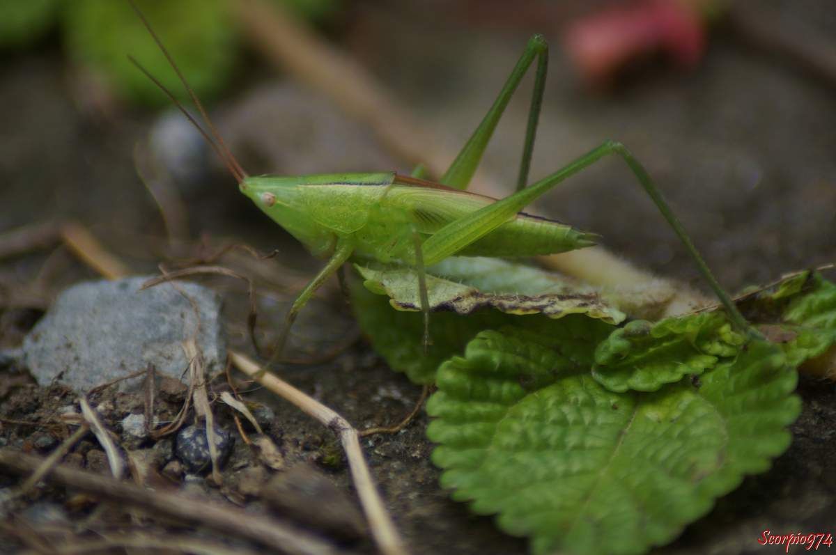 sauterelle, sauterelle 974, sauterelle Réunion, sauterelle à la Réunion, sauterelle de la Réunion, larve sauterelle, larve de sauterelle, larve de sauterelle 974, larve de sauterelle Réunion, larve de sauterelle à la Réunion, lare de sauterelle de la Réunion, larve sauterelle 974, larve sauterelle Réunion, larve sauterelle de la Réunion, larve sauterelle à la Réunion, insecte vert, insecte vert à la Réunion, insecte vert Réunion, insecte vert de la Réunion, insecte vert 974, insecte vert grandes antennes. larve, larve 974, larve à la Réunion, Ruspolia differens (Audinet-Serville, 1838), 