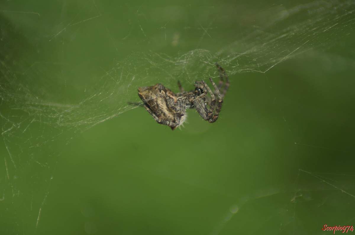 Nature, Nature 974, Nature Réunion, Nature de la Réunion, Nature à la Réunion, Faune, Faune 974, Faune Réunion, Faune de la Réunion, Faune à la Réunion, animal, animal 974, animal Réunion, animal de la Réunion, animal à la Réunion, animaux, animaux  974, animaux de la Réunion, animaux à la Réunion, animaux Réunion, Araignée, Araignée 974, Araignée Réunion, Araignée de la Réunion, Araignée à la Réunion, Araignée noire, Araignée noire 974, Araignée noire Réunion, Araignée noire de la Réunion, Araignée noire à la Réunion,  Araignée noire et brune, Araignée noire et brune 974, Araignée noire et brune Réunion, Araignée noire et brune de la Réunion, Araignée noire et brune à la Réunion, Araignée noire et à tâches blanches, Araignée noire et à tâches blanches Réunion, Araignée noire et à tâches blanches 974, Araignée noire et à tâches blanches de la Réunion, Araignée noire et à tâches blanches à la Réunion, Petite araignée, Petite araignée 974, Petite araignée Réunion, Petite araignée de la Réunion, Petite araignée à la Réunion, Petite araignée noire, Petite araignée noire 974, Petite araignée noire Réunion, Petite araignée noire de la Réunion, Petite araignée noire à la Réunion, Petite araignée noire et tâchée blanc, Petite araignée noire et tâchée blanc 974, Petite araignée noire et tâchée blanc Réunion, Petite araignée noire et tâchée blanc de la Réunion, Petite araignée noire et tâchée blanc à la Réunion, Petite araignée noire et brune, Petite araignée noire et brune 974, Petite araignée noire et brune Réunion, Petite araignée noire et brune de la Réunion, Petite araignée noire et brune à la Réunion, Mini araignée, Mini araignée 974, Mini araignée Réunion, Mini araignée de la Réunion, Mini araignée à la Réunion, Mini araignée noire, Mini araignée noire974, Mini araignée noire Réunion, Mini araignée noire de la Réunion, Mini araignée noire à la Réunion, Mini araignée noire et à tâches blanches, Mini araignée noire et à tâches blanches 974, Mini araignée noire et à tâches blanches Réunion, Mini araignée noire et à tâches blanches de la Réunion, Mini araignée noire et à tâches blanches à la Réunion, Mini araignée noire et brune, Mini araignée noire et brune 974, Mini araignée noire et brune Réunion, Mini araignée noire et brune de la Réunion, Mini araignée noire et brune à la Réunion, Petite Mini araignée, Petite Mini araignée 974, Petite Mini araignée Réunion, Petite Mini araignée de la Réunion, Petite Mini araignée à la Réunion,, Araignée avec gros nid 974, Araignée avec gros nid Réunion, Araignée avec gros nid de la Réunion, Araignée avec gros nid à la Réunion, Petite Mini araignée bleu, Petite Mini araignée bleu 974, Petite Mini araignée bleu Réunion, Petite Mini araignée bleu de la Réunion, Petite Mini araignée bleu à la Réunion, Araignée avec gros nid et à tâches blanches, Araignée avec gros nid et à tâches blanches Réunion, Araignée avec gros nid et à tâches blanches 974, Araignée avec gros nid et à tâches blanches de la Réunion, Araignée avec gros nid et à tâches blanches à la Réunion, Araignée brune, Araignée brune Réunion, Araignée brune 974, Araignée brune de la Réunion, Araignée brune à la Réunion, Araignée noire brune, Araignée noire brune 974, Araignée noire brune Réunion, Araignée noire brune de la Réunion, Araignée noire brune à la Réunion, Araignée noire et à tâches blanches brune, Araignée noire et à tâches blanches brune 974, Araignée noire et à tâches blanches brune Réunion, Araignée noire et à tâches blanches brune de la Réunion, Araignée noire et à tâches blanches brune à la Réunion, Araignée noire et brune brune, Araignée noire et brune brune 974, Araignée noire et brune brune Réunion, Araignée noire et brune brune de la Réunion, Araignée noire et brune brune à la Réunion, Araignée de taille moyennement petite, Araignée de taille moyennement petite 974, Araignée de taille moyennement petite Réunion, Araignée de taille moyennement petite de la Réunion, Araignée de taille moyennement petite à la Réunion, Araignée noire de taille moyennement petite, Araignée noire de taille moyennement petite 974, Araignée noire de taille moyennement petite Réunion, Araignée noire de taille moyennement petite de la Réunion, Araignée noire de taille moyennement petite à la Réunion, Araignée noire et brune de taille moyennement petite, Araignée noire et brune de taille moyennement petite 974, Araignée noire et brune de taille moyennement petite Réunion, Araignée noire et brune de taille moyennement petite de la Réunion, Araignée noire et brune de taille moyennement petite à la Réunion, Araignée noire et tâchée blanc de taille moyennement petite, Araignée noire et tâchée blanc 974, Araignée noire et tâchée blanc de taille moyennement petite Réunion, Araignée noire et tâchée blanc de taille moyennement petite de la Réunion, Araignée noire et tâchée blanc de taille moyennement petite à la Réunion, Petite araignée brune, Petite araignée brune974, Petite araignée brune Réunion, Petite araignée brune de la Réunion, Petite araignée brune à la Réunion, Petite araignée noire brune, Petite araignée noire brune 974, Petite araignée noire brune Réunion, Petite araignée noire brune de la Réunion, Petite araignée noire brune à la Réunion, Petite araignée noire et brune brune, Petite araignée noire et brune brune 974, Petite araignée noire et brune brune Réunion, Petite araignée noire et brune brune de la Réunion, Petite araignée noire et brune brune à la Réunion, Petite araignée noire et à tâches blanches brune, Petite araignée noire et à tâches blanches brune 974, Petite araignée noire et à tâches blanches brune Réunion, Petite araignée noire et à tâches blanches brune de la Réunion, Petite araignée noire et à tâches blanches brune à la Réunion, Petite araignée de taille moyennement petite, Petite araignée de taille moyennement petite 974, Petite araignée de taille moyennement petite Réunion, Petite araignée de taille moyennement petite de la Réunion, Petite araignée de taille moyennement petite à la Réunion, Petite araignée noire de taille moyennement petite, Petite araignée noire de taille moyennement petite 974, Petite araignée noire de taille moyennement petite Réunion, Petite araignée noire de taille moyennement petite de la Réunion, Petite araignée noire de taille moyennement petite à la Réunion, Petite araignée noire et à tâches blanches de taille moyennement petite, Petite araignée noire et à tâches blanches de taille moyennement petite 974, Petite araignée noire et à tâches blanches de taille moyennement petite Réunion, Petite araignée noire et à tâches blanches de taille moyennement petite de la Réunion, Petite araignée noire et à tâches blanches de taille moyennement petite Réunion, Petite araignée noire et à tâches blanches de taille moyennement petite à la Réunion, Petite araignée noire et brune de taille moyennement petite, Petite araignée noire et brune de taille moyennement petite 974, Petite araignée noire et brune de taille moyennement petite Réunion, Petite araignée noire et brune de taille moyennement petite de la Réunion, Petite araignée noire et brune de taille moyennement petite à la Réunion, Arachnide, Arachnide 974, Arachnide Réunion, Arachnide de la Réunion, Arachnide à la Réunion, Arachnide noire, Arachnide noire974, Arachnide noire Réunion, Arachnide noire de la Réunion, Arachnide noire à la Réunion, Arachnide noire et brune, Arachnide noire et brune 974, Arachnide noire et brune Réunion, Arachnide noire et brune de la Réunion, Arachnide noire et brune à la Réunion, Arachnide noire et à tâches blanches, Arachnide noire et à tâches blanches 974, Arachnide noire et à tâches blanches Réunion, Arachnide noire et à tâches blanches de la Réunion, Arachnide noire et à tâches blanches à la Réunion,Gros Arachnide, Gros Arachnide 974, Gros Arachnide Réunion, Gros Arachnide de la Réunion, Gros Arachnide à la Réunion, Gros Arachnide noire, Gros Arachnide noire 974, Gros Arachnide noire Réunion, Gros Arachnide noire de la Réunion, Gros Arachnide noire à la Réunion, Gros Arachnide noire et à tâches blanches, Gros Arachnide noire et à tâches blanches Réunion, Gros Arachnide noire et à tâches blanches 974, Gros Arachnide noire et à tâches blanches de la Réunion, Gros Arachnide noire et à tâches blanches à la Réunion, Gros Arachnide noire et brune, Gros Arachnide noire et brune 974, Gros Arachnide noire et brune Réunion, Gros Arachnide noire et brune à la Réunion, Gros Arachnide noire et brune de la Réunion, Araneae, Araneae 974, Araneae Réunion, Araneae de la Réunion, Araneae à la Réunion, Aranemorphae, Aranemorphae 974, Aranemorphae Réunion, Aranemorphae de la Réunion, Aranemorphae à la Réunion, Araneidae, Araneidae 974, Araneidae Réunion, Araneidae de la Réunion, Araneidae à la Réunion, Araignée Cyrtophora, Araignée Cyrtophora 974, Araignée Cyrtophora de la Réunion, Araignée Cyrtophora Réunion, Araignée Cyrtophora Réunion, Araignée Cyrtophora noire et tâchée blanc, Araignée Cyrtophora noire et tâchée blanc Réunion, Araignée Cyrtophora noire et tâchée blanc 974, Araignée Cyrtophora noire et tâchée blanc de la Réunion, Araignée Cyrtophora noire et tâchée blanc à la Réunion, Araignée Cyrtophora noire, Araignée Cyrtophora noire de la Réunion, Araignée Cyrtophora noire à la Réunion, Araignée Cyrtophora noire 974, Araignée Cyrtophora noire Réunion, Araignée Cyrtophora noire et tâchée blanc, Araignée Cyrtophora noire et tâchée blanc 974, Araignée Cyrtophora noire et tâchée blanc Réunion, Araignée Cyrtophora noire et tâchée blanc de la Réunion, Araignée Cyrtophora noire et tâchée blanc à la Réunion, Petite Araignée Cyrtophora, Petite Araignée Cyrtophora 974, Petite Araignée Cyrtophora Réunion, Petite Araignée Cyrtophora de la Réunion, Petite Araignée Cyrtophora à la Réunion, Petite Araignée Cyrtophora noire, Petite Araignée Cyrtophora noire 974, Petite Araignée Cyrtophora noire de la Réunion, Petite Araignée Cyrtophora noire Réunion, Petite Araignée Cyrtophora noire à la Réunion, Petite Araignée Cyrtophora noire et tâchée blanc, Petite Araignée Cyrtophora noire et tâchée blanc 974, Petite Araignée Cyrtophora noire et tâchée blanc Réunion, Petite Araignée Cyrtophora noire et tâchée blanc de la Réunion, Petite Araignée Cyrtophora noire et tâchée blanc à la Réunion, Petite Araignée Cyrtophora noire et tâchée blanc,Petite Araignée Cyrtophora noire et tâchée blanc 974, Petite Araignée Cyrtophora noire et tâchée blanc Réunion, Petite Araignée Cyrtophora noire et tâchée blanc de la Réunion, Petite Araignée Cyrtophora noire et tâchée blanc à la Réunion,  Araignée Cyrtophora citricola, Araignée Cyrtophora citricola 974, Araignée Cyrtophora citricola Réunion, Araignée Cyrtophora citricola de la Réunion, Araignée Cyrtophora citricola à la Réunion, Araignée Cyrtophora espèce introduite, Araignée Cyrtophora espèce introduite Réunion, Araignée Cyrtophora espèce introduite 974, Araignée Cyrtophora espèce introduite de la Réunion, Araignée Cyrtophora espèce introduite à la Réunion, Araignée Epeire, Araignée Epeire 974, Araignée Epeire Réunion, Araignée Epeire de la Réunion, Araignée Epeire à la Réunion, Araignée Bibe, Araignée Bibe 974, Araignée Bibe Réunion, Araignée Bibe de la Réunion, Araignée Bibe à la Réunion, Petite Araignée Cyrtophora espèce introduite, Petite Araignée Cyrtophora espèce introduite 974, Petite Araignée Cyrtophora espèce introduite Réunion, Petite Araignée Cyrtophora espèce introduite de la Réunion, Petite Araignée Cyrtophora espèce introduite à la Réunion, Petite Araignée Cyrtophora citricola, Petite Araignée Cyrtophora citricola 974, Petite Araignée Cyrtophora citricola Réunion, Petite Araignée Cyrtophora citricola de la Réunion, Petite Araignée Cyrtophora citricola à la Réunion, Petite Araignée Epeire, Petite Araignée Epeire 974, Petite Araignée Epeire Réunion, Petite Araignée Epeire de la Réunion, Petite Araignée Epeire à la Réunion, Araignée introduite, Araignée introduite 974, Araignée introduite Réunion, Araignée introduite de la Réunion, Araignée introduite à la Réunion, Araignée Cyrtophora sur une toile, Araignée Cyrtophora sur une toile 974, Araignée Cyrtophora sur une toile de la Réunion, Araignée Cyrtophora sur une toile à la Réunion, Cyrtophora citricola (Forskål, 1775), Cyrtophora citricola (Forskål, 1775) 974, Cyrtophora citricola (Forskål, 1775) Réunion, Cyrtophora citricola (Forskål, 1775) de la Réunion, Cyrtophora citricola (Forskål, 1775) à la Réunion, araignées introduites,araignées introduites 974, araignées introduites Réunion, araignées introduites de la Réunion, araignées introduites à la Réunion, espèce introduite, espèce introduite 974, espèce introduite Réunion, espèce introduite de la Réunion, espèce introduite à la Réunion, espèces araignées introduites 974, citricola Réunion, citricola de la Réunion, citricola à la Réunion, espèce introduite, espèce introduite Réunion, espèce introduite 974, espèce introduite à la Réunion, espèce introduite de la Réunion, espèces d'araignées introduites, espèces d'araignées introduites 974, espèces d'araignées introduites Réunion, espèces d'araignées introduites de la Réunion, espèces d'araignées introduites à la Réunion, espèce araignée introduite, espèce araignée introduite Réunion, espèce araignée introduite de la Réunion, espèce araignée introduite à la Réunion, espèce d'araignée introduite 1970, espèce d'araignée introduite 1970 Réunion, espèce d'araignée introduite 1970 de la Réunion, espèce d'araignée introduite 1970 à la Réunion, araignée tissant une toile, araignée tissant une toile 974, araignée tissant une toile Réunion, araignée tissant une toile de la Réunion, araignée tissant une toile à la Réunion, espèce d'araignée introduite, espèce d'araignée introduite 974, espèce d'araignée introduite Réunion, espèce d'araignée introduite de la Réunion, espèce d'araignée introduite à la Réunion, Petite araignée avec toile, Petite araignée avec toile 974, Petite araignée avec toile Réunion, Petite araignée avec toile de la Réunion, Petite araignée avec toile à la Réunion, espèce introduite, espèce introduite 974, espèce introduite Réunion, espèce introduite de la Réunion, espèce introduite à la Réunion,  Araignée mâle Epeire,Araignée mâle Epeire 974, Araignée mâle Epeire Réunion, Araignée mâle Epeire de la Réunion, mâle Epeire à la Réunion, araignées tissant toile, araignées tissant toile 974, araignées tissant toile de la Réunion, araignées tissant toile Réunion, araignées tissant toile à la Réunion, Araignée sur une toile, Araignée sur une toile 974, Araignée sur une toile Réunion, Araignée sur une toile de la Réunion, Araignée sur une toile à la Réunion, Araignée bizarre tissant toile, Araignée bizarre tissant toile 974, Araignée bizarre tissant toile Réunion, Araignée bizarre tissant toile de la Réunion, Araignée bizarre tissant toile à la Réunion,  Araignée Cyrtophora sur une toile,  Araignée Cyrtophora sur une toile 974,  Araignée Cyrtophora sur une toile Réunion,  Araignée Cyrtophora sur une toile de la Réunion,  Araignée Cyrtophora sur une toile à la Réunion,  Araignée Cyrtophora sur une toile noire,  Araignée Cyrtophora sur une toile noire 974,  Araignée Cyrtophora sur une toile noire Réunion,  Araignée Cyrtophora sur une toile noire de la Réunion,  Araignée Cyrtophora sur une toile noire à la Réunion, araignées indigènes,araignées indigènes 974, araignées indigènes Réunion, araignées indigènes de la Réunion, araignées indigènes à la Réunion, espèce indigène, espèce indigène 974, espèce indigène Réunion, espèce indigène de la Réunion, espèce indigène à la Réunion, espèces araignées indigènes 974, espèce indigène, espèce indigène Réunion, espèce indigène 974, espèce indigène à la Réunion, espèce indigène de la Réunion, espèces d'araignées indigènes, espèces d'araignées indigènes 974, espèces d'araignées indigènes Réunion, espèces d'araignées indigènes de la Réunion, espèces d'araignées indigènes à la Réunion, espèce araignée indigène, espèce araignée indigène Réunion, espèce araignée indigène de la Réunion, espèce araignée indigène à la Réunion, espèce d'araignée indigène 1970, espèce d'araignée indigène 1970 Réunion, espèce d'araignée indigène 1970 de la Réunion, espèce d'araignée indigène 1970 à la Réunion, araignée tissant une toile, araignée tissant une toile 974, araignée tissant une toile Réunion, araignée tissant une toile de la Réunion, araignée tissant une toile à la Réunion, espèce d'araignée indigène, espèce d'araignée indigène 974, espèce d'araignée indigène Réunion, espèce d'araignée indigène de la Réunion, espèce d'araignée indigène à la Réunion, Petite araignée avec toile, Petite araignée avec toile 974, Petite araignée avec toile Réunion, Petite araignée avec toile de la Réunion, Petite araignée avec toile à la Réunion, espèce indigène, espèce indigène 974, espèce indigène Réunion, espèce indigène de la Réunion, espèce indigène à la Réunion, faune, faune 974, faune Réunion, faune de la Réunion, faune à la Réunion, animal, animal de la Réunion, animal 974, animal à la Réunion, animal Réunion, animaux, animaux 974, animaux Réunion, animaux Réunion, animaux de la Réunion, animaux à la Réunion, spider, spider 974, spider dark, spider black, spider black and orange, arachnide, arachnide 974, arachnide Réunion, arachnide de la Réunion, arachnide à la Réunion, Araignée, araignée 974, araignée Réunion, araignée de la Réunion, araignée à la Réunion, petite araignée, petite araignée 974, petite araignée Réunion, petite araignée de la Réunion, petite araignée à la Réunion, araignée poilue, araignée poilue 974, araignée poilue Réunion, araignée poilue de la Réunion araignée poilue à la Réunion, petite araignée poilue, petite araignée poilue  974, petite araignée poilue  Réunion, petite araignée poilue  de la Réunion, petite araignée poilue  à la Réunion, araignée bizarre, araignée bizarre  974, araignée bizarre  Réunion, araignée bizarre  de la Réunion, araignée bizarre  à la Réunion, araignée à bosse, araignée à bosse  974, araignée à bosse  Réunion, araignée à bosse  de la Réunion, araignée à bosse  à a Réunion, epeire, epeire 974, epeire Réunion, epeire de la Réunion, epeire à la Réunion, epeire de l'Opuntia,  epeire de l'Opuntia 974,  epeire de l'Opuntia Réunion,  epeire de l'Opuntia de la Réunion,  epeire de l'Opuntia à la Réunion, araignée epeire, 974,  araignée epeire Réunion,  araignée epeire de la Réunion,  araignée epeire,  araignée epeire à la Réunion, cyrotophora,  cyrotophora 974,  cyrotophora Réunion,  cyrotophora de la Réunion,  cyrotophora à la Réunion,  Cyrtophora citricola,  Cyrtophora citricola 974,  Cyrtophora citricola Réunion,  Cyrtophora citricola de la Réunion,  Cyrtophora citricola à la Réunion, Cyrtophora citricola (Forskal 1775), Cyrtophora citricola (Forskal 1775) 974, Cyrtophora citricola (Forskal 1775) Réunion, Cyrtophora citricola (Forskal 1775) de la Réunion, Cyrtophora citricola (Forskal 1775) à la Réunion, Cyrtophora citricola Forskal 1775, araignée cosmopolite, araignée cosmopolite 974,  araignée cosmopolite  Réunion, araignée cosmopolite  de la Réunion, araignée cosmopolite  à la Réunion, épeire araignée, épeire araignée 974, épeire araignée Réunion, épeire araignée de la Réunion, épeire araignée à la Réunion, araignée avec cocon, araignée avec cocon 974,  araignée avec cocon Réunion,  araignée avec cocon de la Réunion,  araignée avec cocon à la Réunion, 