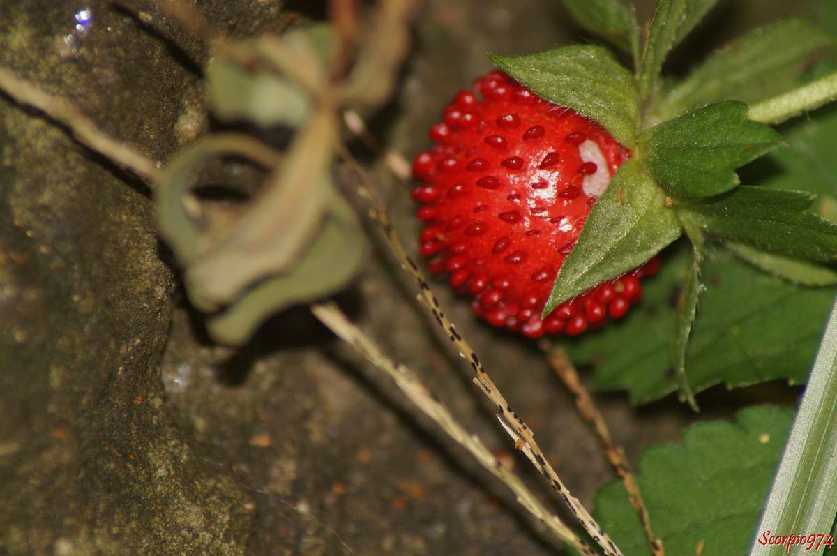 Fraisier des Indes, Fraise d'lo, Duchesnée d'Inde, Fraise d'Lo. Fraise crapaud, Duchesnea indica (Andrews) Focke, Fragaria indica Andrews, 