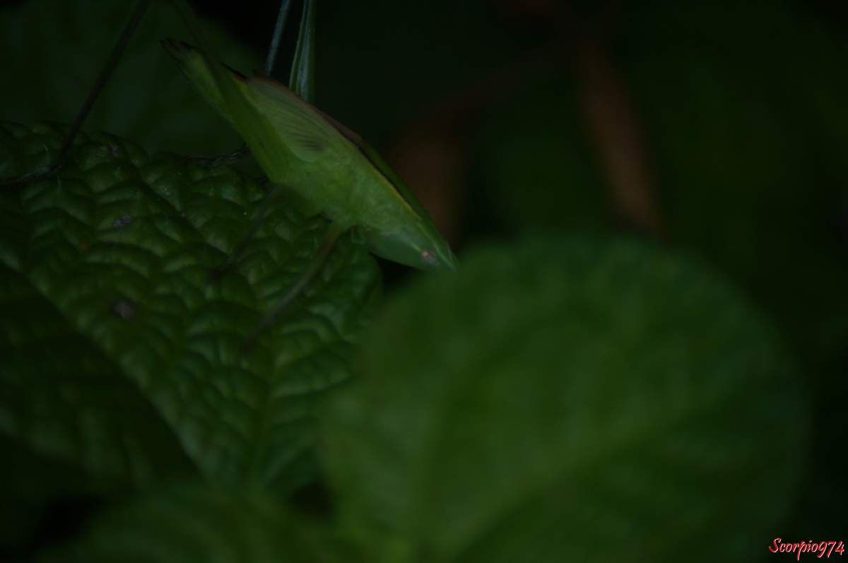 sauterelle, sauterelle 974, sauterelle Réunion, sauterelle à la Réunion, sauterelle de la Réunion, larve sauterelle, larve de sauterelle, larve de sauterelle 974, larve de sauterelle Réunion, larve de sauterelle à la Réunion, lare de sauterelle de la Réunion, larve sauterelle 974, larve sauterelle Réunion, larve sauterelle de la Réunion, larve sauterelle à la Réunion, insecte vert, insecte vert à la Réunion, insecte vert Réunion, insecte vert de la Réunion, insecte vert 974, insecte vert grandes antennes. larve, larve 974, larve à la Réunion, Ruspolia differens (Audinet-Serville, 1838), 