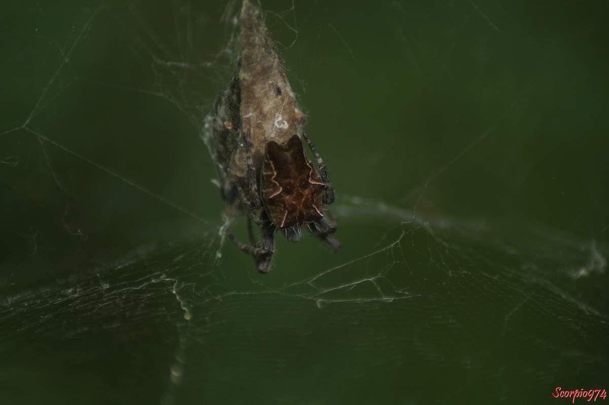 Nature, Nature 974, Nature Réunion, Nature de la Réunion, Nature à la Réunion, Faune, Faune 974, Faune Réunion, Faune de la Réunion, Faune à la Réunion, animal, animal 974, animal Réunion, animal de la Réunion, animal à la Réunion, animaux, animaux  974, animaux de la Réunion, animaux à la Réunion, animaux Réunion, Araignée, Araignée 974, Araignée Réunion, Araignée de la Réunion, Araignée à la Réunion, Araignée noire, Araignée noire 974, Araignée noire Réunion, Araignée noire de la Réunion, Araignée noire à la Réunion,  Araignée noire et brune, Araignée noire et brune 974, Araignée noire et brune Réunion, Araignée noire et brune de la Réunion, Araignée noire et brune à la Réunion, Araignée noire et à tâches blanches, Araignée noire et à tâches blanches Réunion, Araignée noire et à tâches blanches 974, Araignée noire et à tâches blanches de la Réunion, Araignée noire et à tâches blanches à la Réunion, Petite araignée, Petite araignée 974, Petite araignée Réunion, Petite araignée de la Réunion, Petite araignée à la Réunion, Petite araignée noire, Petite araignée noire 974, Petite araignée noire Réunion, Petite araignée noire de la Réunion, Petite araignée noire à la Réunion, Petite araignée noire et tâchée blanc, Petite araignée noire et tâchée blanc 974, Petite araignée noire et tâchée blanc Réunion, Petite araignée noire et tâchée blanc de la Réunion, Petite araignée noire et tâchée blanc à la Réunion, Petite araignée noire et brune, Petite araignée noire et brune 974, Petite araignée noire et brune Réunion, Petite araignée noire et brune de la Réunion, Petite araignée noire et brune à la Réunion, Mini araignée, Mini araignée 974, Mini araignée Réunion, Mini araignée de la Réunion, Mini araignée à la Réunion, Mini araignée noire, Mini araignée noire974, Mini araignée noire Réunion, Mini araignée noire de la Réunion, Mini araignée noire à la Réunion, Mini araignée noire et à tâches blanches, Mini araignée noire et à tâches blanches 974, Mini araignée noire et à tâches blanches Réunion, Mini araignée noire et à tâches blanches de la Réunion, Mini araignée noire et à tâches blanches à la Réunion, Mini araignée noire et brune, Mini araignée noire et brune 974, Mini araignée noire et brune Réunion, Mini araignée noire et brune de la Réunion, Mini araignée noire et brune à la Réunion, Petite Mini araignée, Petite Mini araignée 974, Petite Mini araignée Réunion, Petite Mini araignée de la Réunion, Petite Mini araignée à la Réunion,, Araignée avec gros nid 974, Araignée avec gros nid Réunion, Araignée avec gros nid de la Réunion, Araignée avec gros nid à la Réunion, Petite Mini araignée bleu, Petite Mini araignée bleu 974, Petite Mini araignée bleu Réunion, Petite Mini araignée bleu de la Réunion, Petite Mini araignée bleu à la Réunion, Araignée avec gros nid et à tâches blanches, Araignée avec gros nid et à tâches blanches Réunion, Araignée avec gros nid et à tâches blanches 974, Araignée avec gros nid et à tâches blanches de la Réunion, Araignée avec gros nid et à tâches blanches à la Réunion, Araignée brune, Araignée brune Réunion, Araignée brune 974, Araignée brune de la Réunion, Araignée brune à la Réunion, Araignée noire brune, Araignée noire brune 974, Araignée noire brune Réunion, Araignée noire brune de la Réunion, Araignée noire brune à la Réunion, Araignée noire et à tâches blanches brune, Araignée noire et à tâches blanches brune 974, Araignée noire et à tâches blanches brune Réunion, Araignée noire et à tâches blanches brune de la Réunion, Araignée noire et à tâches blanches brune à la Réunion, Araignée noire et brune brune, Araignée noire et brune brune 974, Araignée noire et brune brune Réunion, Araignée noire et brune brune de la Réunion, Araignée noire et brune brune à la Réunion, Araignée de taille moyennement petite, Araignée de taille moyennement petite 974, Araignée de taille moyennement petite Réunion, Araignée de taille moyennement petite de la Réunion, Araignée de taille moyennement petite à la Réunion, Araignée noire de taille moyennement petite, Araignée noire de taille moyennement petite 974, Araignée noire de taille moyennement petite Réunion, Araignée noire de taille moyennement petite de la Réunion, Araignée noire de taille moyennement petite à la Réunion, Araignée noire et brune de taille moyennement petite, Araignée noire et brune de taille moyennement petite 974, Araignée noire et brune de taille moyennement petite Réunion, Araignée noire et brune de taille moyennement petite de la Réunion, Araignée noire et brune de taille moyennement petite à la Réunion, Araignée noire et tâchée blanc de taille moyennement petite, Araignée noire et tâchée blanc 974, Araignée noire et tâchée blanc de taille moyennement petite Réunion, Araignée noire et tâchée blanc de taille moyennement petite de la Réunion, Araignée noire et tâchée blanc de taille moyennement petite à la Réunion, Petite araignée brune, Petite araignée brune974, Petite araignée brune Réunion, Petite araignée brune de la Réunion, Petite araignée brune à la Réunion, Petite araignée noire brune, Petite araignée noire brune 974, Petite araignée noire brune Réunion, Petite araignée noire brune de la Réunion, Petite araignée noire brune à la Réunion, Petite araignée noire et brune brune, Petite araignée noire et brune brune 974, Petite araignée noire et brune brune Réunion, Petite araignée noire et brune brune de la Réunion, Petite araignée noire et brune brune à la Réunion, Petite araignée noire et à tâches blanches brune, Petite araignée noire et à tâches blanches brune 974, Petite araignée noire et à tâches blanches brune Réunion, Petite araignée noire et à tâches blanches brune de la Réunion, Petite araignée noire et à tâches blanches brune à la Réunion, Petite araignée de taille moyennement petite, Petite araignée de taille moyennement petite 974, Petite araignée de taille moyennement petite Réunion, Petite araignée de taille moyennement petite de la Réunion, Petite araignée de taille moyennement petite à la Réunion, Petite araignée noire de taille moyennement petite, Petite araignée noire de taille moyennement petite 974, Petite araignée noire de taille moyennement petite Réunion, Petite araignée noire de taille moyennement petite de la Réunion, Petite araignée noire de taille moyennement petite à la Réunion, Petite araignée noire et à tâches blanches de taille moyennement petite, Petite araignée noire et à tâches blanches de taille moyennement petite 974, Petite araignée noire et à tâches blanches de taille moyennement petite Réunion, Petite araignée noire et à tâches blanches de taille moyennement petite de la Réunion, Petite araignée noire et à tâches blanches de taille moyennement petite Réunion, Petite araignée noire et à tâches blanches de taille moyennement petite à la Réunion, Petite araignée noire et brune de taille moyennement petite, Petite araignée noire et brune de taille moyennement petite 974, Petite araignée noire et brune de taille moyennement petite Réunion, Petite araignée noire et brune de taille moyennement petite de la Réunion, Petite araignée noire et brune de taille moyennement petite à la Réunion, Arachnide, Arachnide 974, Arachnide Réunion, Arachnide de la Réunion, Arachnide à la Réunion, Arachnide noire, Arachnide noire974, Arachnide noire Réunion, Arachnide noire de la Réunion, Arachnide noire à la Réunion, Arachnide noire et brune, Arachnide noire et brune 974, Arachnide noire et brune Réunion, Arachnide noire et brune de la Réunion, Arachnide noire et brune à la Réunion, Arachnide noire et à tâches blanches, Arachnide noire et à tâches blanches 974, Arachnide noire et à tâches blanches Réunion, Arachnide noire et à tâches blanches de la Réunion, Arachnide noire et à tâches blanches à la Réunion,Gros Arachnide, Gros Arachnide 974, Gros Arachnide Réunion, Gros Arachnide de la Réunion, Gros Arachnide à la Réunion, Gros Arachnide noire, Gros Arachnide noire 974, Gros Arachnide noire Réunion, Gros Arachnide noire de la Réunion, Gros Arachnide noire à la Réunion, Gros Arachnide noire et à tâches blanches, Gros Arachnide noire et à tâches blanches Réunion, Gros Arachnide noire et à tâches blanches 974, Gros Arachnide noire et à tâches blanches de la Réunion, Gros Arachnide noire et à tâches blanches à la Réunion, Gros Arachnide noire et brune, Gros Arachnide noire et brune 974, Gros Arachnide noire et brune Réunion, Gros Arachnide noire et brune à la Réunion, Gros Arachnide noire et brune de la Réunion, Araneae, Araneae 974, Araneae Réunion, Araneae de la Réunion, Araneae à la Réunion, Aranemorphae, Aranemorphae 974, Aranemorphae Réunion, Aranemorphae de la Réunion, Aranemorphae à la Réunion, Araneidae, Araneidae 974, Araneidae Réunion, Araneidae de la Réunion, Araneidae à la Réunion, Araignée Cyrtophora, Araignée Cyrtophora 974, Araignée Cyrtophora de la Réunion, Araignée Cyrtophora Réunion, Araignée Cyrtophora Réunion, Araignée Cyrtophora noire et tâchée blanc, Araignée Cyrtophora noire et tâchée blanc Réunion, Araignée Cyrtophora noire et tâchée blanc 974, Araignée Cyrtophora noire et tâchée blanc de la Réunion, Araignée Cyrtophora noire et tâchée blanc à la Réunion, Araignée Cyrtophora noire, Araignée Cyrtophora noire de la Réunion, Araignée Cyrtophora noire à la Réunion, Araignée Cyrtophora noire 974, Araignée Cyrtophora noire Réunion, Araignée Cyrtophora noire et tâchée blanc, Araignée Cyrtophora noire et tâchée blanc 974, Araignée Cyrtophora noire et tâchée blanc Réunion, Araignée Cyrtophora noire et tâchée blanc de la Réunion, Araignée Cyrtophora noire et tâchée blanc à la Réunion, Petite Araignée Cyrtophora, Petite Araignée Cyrtophora 974, Petite Araignée Cyrtophora Réunion, Petite Araignée Cyrtophora de la Réunion, Petite Araignée Cyrtophora à la Réunion, Petite Araignée Cyrtophora noire, Petite Araignée Cyrtophora noire 974, Petite Araignée Cyrtophora noire de la Réunion, Petite Araignée Cyrtophora noire Réunion, Petite Araignée Cyrtophora noire à la Réunion, Petite Araignée Cyrtophora noire et tâchée blanc, Petite Araignée Cyrtophora noire et tâchée blanc 974, Petite Araignée Cyrtophora noire et tâchée blanc Réunion, Petite Araignée Cyrtophora noire et tâchée blanc de la Réunion, Petite Araignée Cyrtophora noire et tâchée blanc à la Réunion, Petite Araignée Cyrtophora noire et tâchée blanc,Petite Araignée Cyrtophora noire et tâchée blanc 974, Petite Araignée Cyrtophora noire et tâchée blanc Réunion, Petite Araignée Cyrtophora noire et tâchée blanc de la Réunion, Petite Araignée Cyrtophora noire et tâchée blanc à la Réunion,  Araignée Cyrtophora citricola, Araignée Cyrtophora citricola 974, Araignée Cyrtophora citricola Réunion, Araignée Cyrtophora citricola de la Réunion, Araignée Cyrtophora citricola à la Réunion, Araignée Cyrtophora espèce introduite, Araignée Cyrtophora espèce introduite Réunion, Araignée Cyrtophora espèce introduite 974, Araignée Cyrtophora espèce introduite de la Réunion, Araignée Cyrtophora espèce introduite à la Réunion, Araignée Epeire, Araignée Epeire 974, Araignée Epeire Réunion, Araignée Epeire de la Réunion, Araignée Epeire à la Réunion, Araignée Bibe, Araignée Bibe 974, Araignée Bibe Réunion, Araignée Bibe de la Réunion, Araignée Bibe à la Réunion, Petite Araignée Cyrtophora espèce introduite, Petite Araignée Cyrtophora espèce introduite 974, Petite Araignée Cyrtophora espèce introduite Réunion, Petite Araignée Cyrtophora espèce introduite de la Réunion, Petite Araignée Cyrtophora espèce introduite à la Réunion, Petite Araignée Cyrtophora citricola, Petite Araignée Cyrtophora citricola 974, Petite Araignée Cyrtophora citricola Réunion, Petite Araignée Cyrtophora citricola de la Réunion, Petite Araignée Cyrtophora citricola à la Réunion, Petite Araignée Epeire, Petite Araignée Epeire 974, Petite Araignée Epeire Réunion, Petite Araignée Epeire de la Réunion, Petite Araignée Epeire à la Réunion, Araignée introduite, Araignée introduite 974, Araignée introduite Réunion, Araignée introduite de la Réunion, Araignée introduite à la Réunion, Araignée Cyrtophora sur une toile, Araignée Cyrtophora sur une toile 974, Araignée Cyrtophora sur une toile de la Réunion, Araignée Cyrtophora sur une toile à la Réunion, Cyrtophora citricola (Forskål, 1775), Cyrtophora citricola (Forskål, 1775) 974, Cyrtophora citricola (Forskål, 1775) Réunion, Cyrtophora citricola (Forskål, 1775) de la Réunion, Cyrtophora citricola (Forskål, 1775) à la Réunion, araignées introduites,araignées introduites 974, araignées introduites Réunion, araignées introduites de la Réunion, araignées introduites à la Réunion, espèce introduite, espèce introduite 974, espèce introduite Réunion, espèce introduite de la Réunion, espèce introduite à la Réunion, espèces araignées introduites 974, citricola Réunion, citricola de la Réunion, citricola à la Réunion, espèce introduite, espèce introduite Réunion, espèce introduite 974, espèce introduite à la Réunion, espèce introduite de la Réunion, espèces d'araignées introduites, espèces d'araignées introduites 974, espèces d'araignées introduites Réunion, espèces d'araignées introduites de la Réunion, espèces d'araignées introduites à la Réunion, espèce araignée introduite, espèce araignée introduite Réunion, espèce araignée introduite de la Réunion, espèce araignée introduite à la Réunion, espèce d'araignée introduite 1970, espèce d'araignée introduite 1970 Réunion, espèce d'araignée introduite 1970 de la Réunion, espèce d'araignée introduite 1970 à la Réunion, araignée tissant une toile, araignée tissant une toile 974, araignée tissant une toile Réunion, araignée tissant une toile de la Réunion, araignée tissant une toile à la Réunion, espèce d'araignée introduite, espèce d'araignée introduite 974, espèce d'araignée introduite Réunion, espèce d'araignée introduite de la Réunion, espèce d'araignée introduite à la Réunion, Petite araignée avec toile, Petite araignée avec toile 974, Petite araignée avec toile Réunion, Petite araignée avec toile de la Réunion, Petite araignée avec toile à la Réunion, espèce introduite, espèce introduite 974, espèce introduite Réunion, espèce introduite de la Réunion, espèce introduite à la Réunion,  Araignée mâle Epeire,Araignée mâle Epeire 974, Araignée mâle Epeire Réunion, Araignée mâle Epeire de la Réunion, mâle Epeire à la Réunion, araignées tissant toile, araignées tissant toile 974, araignées tissant toile de la Réunion, araignées tissant toile Réunion, araignées tissant toile à la Réunion, Araignée sur une toile, Araignée sur une toile 974, Araignée sur une toile Réunion, Araignée sur une toile de la Réunion, Araignée sur une toile à la Réunion, Araignée bizarre tissant toile, Araignée bizarre tissant toile 974, Araignée bizarre tissant toile Réunion, Araignée bizarre tissant toile de la Réunion, Araignée bizarre tissant toile à la Réunion,  Araignée Cyrtophora sur une toile,  Araignée Cyrtophora sur une toile 974,  Araignée Cyrtophora sur une toile Réunion,  Araignée Cyrtophora sur une toile de la Réunion,  Araignée Cyrtophora sur une toile à la Réunion,  Araignée Cyrtophora sur une toile noire,  Araignée Cyrtophora sur une toile noire 974,  Araignée Cyrtophora sur une toile noire Réunion,  Araignée Cyrtophora sur une toile noire de la Réunion,  Araignée Cyrtophora sur une toile noire à la Réunion, araignées indigènes,araignées indigènes 974, araignées indigènes Réunion, araignées indigènes de la Réunion, araignées indigènes à la Réunion, espèce indigène, espèce indigène 974, espèce indigène Réunion, espèce indigène de la Réunion, espèce indigène à la Réunion, espèces araignées indigènes 974, espèce indigène, espèce indigène Réunion, espèce indigène 974, espèce indigène à la Réunion, espèce indigène de la Réunion, espèces d'araignées indigènes, espèces d'araignées indigènes 974, espèces d'araignées indigènes Réunion, espèces d'araignées indigènes de la Réunion, espèces d'araignées indigènes à la Réunion, espèce araignée indigène, espèce araignée indigène Réunion, espèce araignée indigène de la Réunion, espèce araignée indigène à la Réunion, espèce d'araignée indigène 1970, espèce d'araignée indigène 1970 Réunion, espèce d'araignée indigène 1970 de la Réunion, espèce d'araignée indigène 1970 à la Réunion, araignée tissant une toile, araignée tissant une toile 974, araignée tissant une toile Réunion, araignée tissant une toile de la Réunion, araignée tissant une toile à la Réunion, espèce d'araignée indigène, espèce d'araignée indigène 974, espèce d'araignée indigène Réunion, espèce d'araignée indigène de la Réunion, espèce d'araignée indigène à la Réunion, Petite araignée avec toile, Petite araignée avec toile 974, Petite araignée avec toile Réunion, Petite araignée avec toile de la Réunion, Petite araignée avec toile à la Réunion, espèce indigène, espèce indigène 974, espèce indigène Réunion, espèce indigène de la Réunion, espèce indigène à la Réunion, faune, faune 974, faune Réunion, faune de la Réunion, faune à la Réunion, animal, animal de la Réunion, animal 974, animal à la Réunion, animal Réunion, animaux, animaux 974, animaux Réunion, animaux Réunion, animaux de la Réunion, animaux à la Réunion, spider, spider 974, spider dark, spider black, spider black and orange, arachnide, arachnide 974, arachnide Réunion, arachnide de la Réunion, arachnide à la Réunion, Araignée, araignée 974, araignée Réunion, araignée de la Réunion, araignée à la Réunion, petite araignée, petite araignée 974, petite araignée Réunion, petite araignée de la Réunion, petite araignée à la Réunion, araignée poilue, araignée poilue 974, araignée poilue Réunion, araignée poilue de la Réunion araignée poilue à la Réunion, petite araignée poilue, petite araignée poilue  974, petite araignée poilue  Réunion, petite araignée poilue  de la Réunion, petite araignée poilue  à la Réunion, araignée bizarre, araignée bizarre  974, araignée bizarre  Réunion, araignée bizarre  de la Réunion, araignée bizarre  à la Réunion, araignée à bosse, araignée à bosse  974, araignée à bosse  Réunion, araignée à bosse  de la Réunion, araignée à bosse  à a Réunion, epeire, epeire 974, epeire Réunion, epeire de la Réunion, epeire à la Réunion, epeire de l'Opuntia,  epeire de l'Opuntia 974,  epeire de l'Opuntia Réunion,  epeire de l'Opuntia de la Réunion,  epeire de l'Opuntia à la Réunion, araignée epeire, 974,  araignée epeire Réunion,  araignée epeire de la Réunion,  araignée epeire,  araignée epeire à la Réunion, cyrotophora,  cyrotophora 974,  cyrotophora Réunion,  cyrotophora de la Réunion,  cyrotophora à la Réunion,  Cyrtophora citricola,  Cyrtophora citricola 974,  Cyrtophora citricola Réunion,  Cyrtophora citricola de la Réunion,  Cyrtophora citricola à la Réunion, Cyrtophora citricola (Forskal 1775), Cyrtophora citricola (Forskal 1775) 974, Cyrtophora citricola (Forskal 1775) Réunion, Cyrtophora citricola (Forskal 1775) de la Réunion, Cyrtophora citricola (Forskal 1775) à la Réunion, Cyrtophora citricola Forskal 1775, araignée cosmopolite, araignée cosmopolite 974,  araignée cosmopolite  Réunion, araignée cosmopolite  de la Réunion, araignée cosmopolite  à la Réunion, épeire araignée, épeire araignée 974, épeire araignée Réunion, épeire araignée de la Réunion, épeire araignée à la Réunion, araignée avec cocon, araignée avec cocon 974,  araignée avec cocon Réunion,  araignée avec cocon de la Réunion,  araignée avec cocon à la Réunion, 