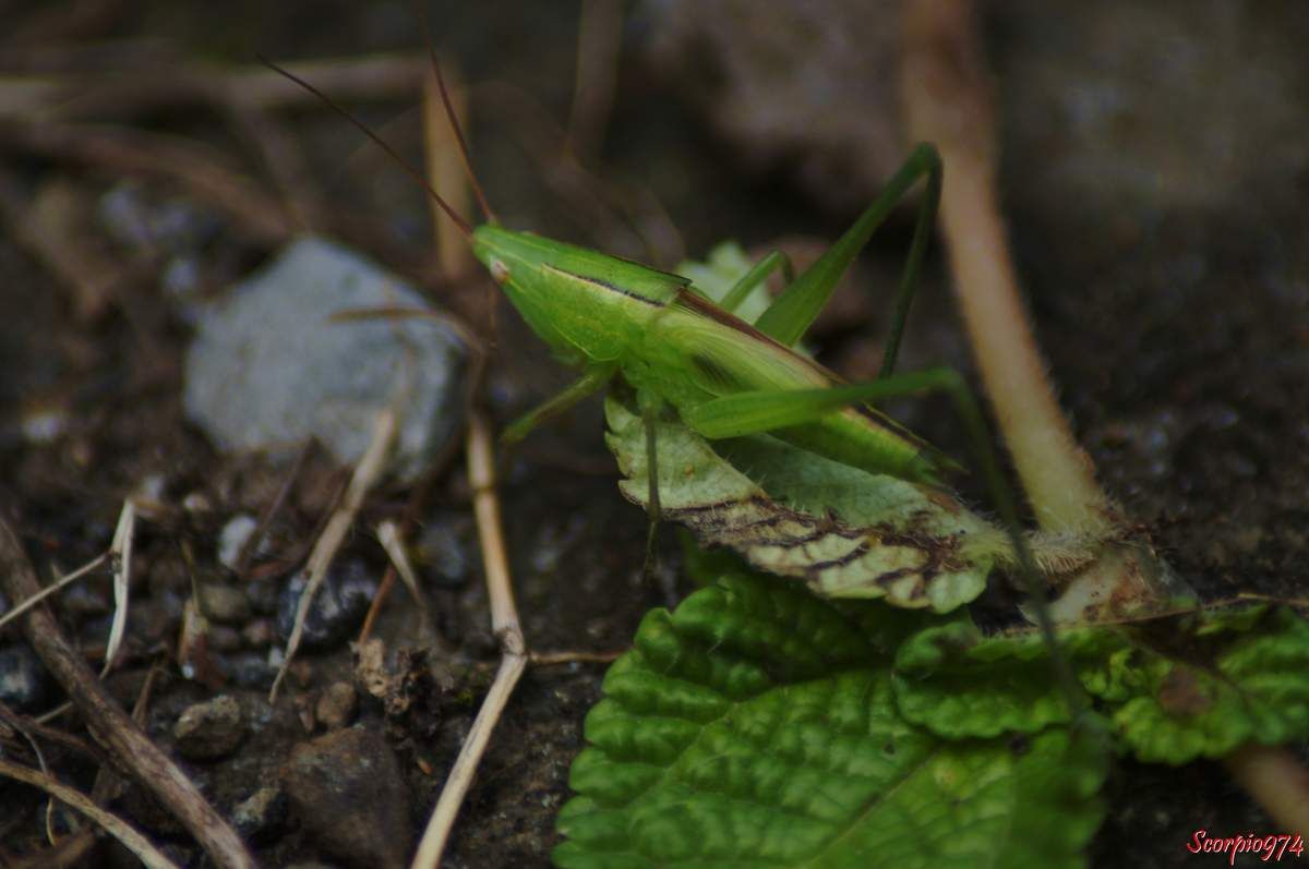 La sauterelle Ruspolia differens (Audinet-Serville, 1838).