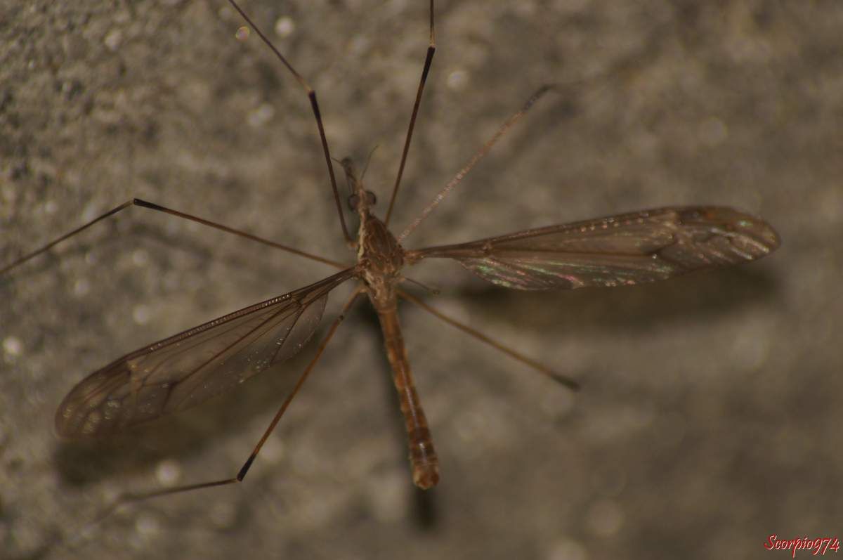 Nature, Nature 974, Nature Réunion, Nature de la Réunion, Nature à la Réunion, Faune, Faune 974, Faune Réunion, Faune de la Réunion, Faune à la Réunion, faune endémique, faune endémique 974, faune endémique Réunion, faune endémique de la Réunion, faune endémique à la Réunion, faunes, faunes de la Réunion, faunes 974, faunes Réunion, faunes à la Réunion, faunes endémiques, faunes endémiques 974, faunes endémiques Réunion, faunes endémiques de la Réunion, faunes endémiques à la Réunion, animal, animal 974, animal Réunion, animal de la Réunion, animal à la Réunion, animaux, animaux 974, animaux de la Réunion, animaux à la Réunion, animaux Réunion, insecte, insecte 974, insecte Réunion, insecte de la Réunion, insecte à la Réunion, animal endémique, animal endémique 974, animal endémique Réunion, animal endémique de la Réunion, animal endémique à la Réunion, animaux endémiques, animaux endémiques 974, animaux endémiques Réunion, animaux endémiques de la Réunion, animaux endémiques à la Réunion, insecte endémique, insecte endémique 974, insecte endémique Réunion, insecte endémique de la Réunion, insecte endémique à la Réunion, insectes endémiques, insectes endémiques 974, insectes endémiques Réunion, insectes endémiques de la Réunion, insectes endémiques à la Réunion, animal volant, animal volant 974, animal volant Réunion, animal volant de la Réunion, animal volant à la Réunion, animaux volants, animaux volants 974, animaux volants de la Réunion, animaux volants à la Réunion, animaux volants Réunion, insecte volant, insecte volant 974, insecte volant Réunion, insecte volant de la Réunion, insecte volant à la Réunion, animal volant endémique, animal volant endémique 974, animal volant endémique Réunion, animal volant endémique de la Réunion, animal volant endémique à la Réunion, animaux volants endémiques, animaux volants endémiques 974, animaux volants endémiques Réunion, animaux volants endémiques de la Réunion, animaux volants endémiques à la Réunion, insecte volant endémique, insecte volant endémique 974, insecte volant endémique Réunion, insecte volant endémique de la Réunion, insecte volant endémique à la Réunion, insectes volants endémiques, insectes volants endémiques 974, insectes volants endémiques Réunion, insectes volants endémiques de la Réunion, insectes volants endémiques à la Réunion, animal avec ailes, animal avec ailes 974, animal avec ailes Réunion, animal avec ailes de la Réunion, animal avec ailes à la Réunion, animaux avec ailes, animaux avec ailes 974, animaux avec ailes de la Réunion, animaux avec ailes à la Réunion, animaux avec ailes Réunion, insecte avec ailes, insecte avec ailes 974, insecte avec ailes Réunion, insecte avec ailes de la Réunion, insecte avec ailes à la Réunion, animal avec ailes endémique, animal avec ailes endémique 974, animal avec ailes endémique Réunion, animal avec ailes endémique de la Réunion, animal avec ailes endémique à la Réunion, animaux avec ailes endémiques, animaux avec ailes endémiques 974, animaux avec ailes endémiques Réunion, animaux avec ailes endémiques de la Réunion, animaux avec ailes endémiques à la Réunion, insecte avec ailes endémique, insecte avec ailes endémique 974, insecte avec ailes endémique Réunion, insecte avec ailes endémique de la Réunion, insecte avec ailes endémique à la Réunion, insectes avec ailes endémiques, insectes avec ailes endémiques 974, insectes avec ailes endémiques Réunion, insectes avec ailes endémiques de la Réunion, insectes avec ailes endémiques à la Réunion, animal à longues pattes, animal à longues pattes 974, animal à longues pattes Réunion, animal à longues pattes de la Réunion, animal à longues pattes à la Réunion, animaux à longues pattes, animaux à longues pattes 974, animaux à longues pattes de la Réunion, animaux à longues pattes à la Réunion, animaux à longues pattes Réunion, insecte à longues pattes, insecte à longues pattes 974, insecte à longues pattes Réunion, insecte à longues pattes de la Réunion, insecte à longues pattes à la Réunion, animal à longues pattes endémique, animal à longues pattes endémique 974, animal à longues pattes endémique Réunion, animal à longues pattes endémique de la Réunion, animal à longues pattes endémique à la Réunion, animaux à longues pattes endémiques, animaux à longues pattes endémiques 974, animaux à longues pattes endémiques Réunion, animaux à longues pattes endémiques de la Réunion, animaux à longues pattes endémiques à la Réunion, insecte à longues pattes endémique, insecte à longues pattes endémique 974, insecte à longues pattes endémique Réunion, insecte à longues pattes endémique de la Réunion, insecte à longues pattes endémique à la Réunion, insectes à longues pattes endémiques, insectes à longues pattes endémiques 974, insectes à longues pattes endémiques Réunion, insectes à longues pattes endémiques de la Réunion, insectes à longues pattes endémiques à la Réunion, animal avec ailes et à longues pattes, animal avec ailes et à longues pattes 974, animal avec ailes et à longues pattes Réunion, animal avec ailes et à longues pattes de la Réunion, animal avec ailes et à longues pattes à la Réunion, animaux avec ailes et à longues pattes, animaux avec ailes et à longues pattes 974, animaux avec ailes et à longues pattes de la Réunion, animaux avec ailes et à longues pattes à la Réunion, animaux avec ailes et à longues pattes Réunion, insecte avec ailes et à longues pattes, insecte avec ailes et à longues pattes 974, insecte avec ailes et à longues pattes Réunion, insecte avec ailes et à longues pattes de la Réunion, insecte avec ailes et à longues pattes à la Réunion, animal avec ailes et à longues pattes endémique, animal avec ailes et à longues pattes endémique 974, animal avec ailes et à longues pattes endémique Réunion, animal avec ailes et à longues pattes endémique de la Réunion, animal avec ailes et à longues pattes endémique à la Réunion, animaux avec ailes et à longues pattes endémiques, animaux avec ailes et à longues pattes endémiques 974, animaux avec ailes et à longues pattes endémiques Réunion, animaux avec ailes et à longues pattes endémiques de la Réunion, animaux avec ailes et à longues pattes endémiques à la Réunion, insecte avec ailes et à longues pattes endémique, insecte avec ailes et à longues pattes endémique 974, insecte avec ailes et à longues pattes endémique Réunion, insecte avec ailes et à longues pattes endémique de la Réunion, insecte avec ailes et à longues pattes endémique à la Réunion, insectes avec ailes et à longues pattes endémiques, insectes avec ailes et à longues pattes endémiques 974, insectes avec ailes et à longues pattes endémiques Réunion, insectes avec ailes et à longues pattes endémiques de la Réunion, insectes avec ailes et à longues pattes endémiques à la Réunion, animal avec des longues pattes et des ailes, animal avec des longues pattes et des ailes 974, animal avec des longues pattes et des ailes Réunion, animal avec des longues pattes et des ailes de la Réunion, animal avec des longues pattes et des ailes à la Réunion, animaux avec des longues pattes et des ailes, animaux avec des longues pattes et des ailes 974, animaux avec des longues pattes et des ailes de la Réunion, animaux avec des longues pattes et des ailes à la Réunion, animaux avec des longues pattes et des ailes Réunion, insecte avec des longues pattes et des ailes, insecte avec des longues pattes et des ailes 974, insecte avec des longues pattes et des ailes Réunion, insecte avec des longues pattes et des ailes de la Réunion, insecte avec des longues pattes et des ailes à la Réunion, animal avec des longues pattes et des ailes endémique, animal avec des longues pattes et des ailes endémique 974, animal avec des longues pattes et des ailes endémique Réunion, animal avec des longues pattes et des ailes endémique de la Réunion, animal avec des longues pattes et des ailes endémique à la Réunion, animaux avec des longues pattes et des ailes endémiques, animaux avec des longues pattes et des ailes endémiques 974, animaux avec des longues pattes et des ailes endémiques Réunion, animaux avec des longues pattes et des ailes endémiques de la Réunion, animaux avec des longues pattes et des ailes endémiques à la Réunion, insecte avec des longues pattes et des ailes endémique, insecte avec des longues pattes et des ailes endémique 974, insecte avec des longues pattes et des ailes endémique Réunion, insecte avec des longues pattes et des ailes endémique de la Réunion, insecte avec des longues pattes et des ailes endémique à la Réunion, insectes avec des longues pattes et des ailes endémiques, insectes avec des longues pattes et des ailes endémiques 974, insectes avec des longues pattes et des ailes endémiques Réunion, insectes avec des longues pattes et des ailes endémiques de la Réunion, insectes avec des longues pattes et des ailes endémiques à la Réunion, animal à longues pattes et ailes, animal à longues pattes et ailes 974, animal à longues pattes et ailes Réunion, animal à longues pattes et ailes de la Réunion, animal à longues pattes et ailes à la Réunion, animaux à longues pattes et ailes, animaux à longues pattes et ailes 974, animaux à longues pattes et ailes de la Réunion, animaux à longues pattes et ailes à la Réunion, animaux à longues pattes et ailes Réunion, insecte à longues pattes et ailes, insecte à longues pattes et ailes 974, insecte à longues pattes et ailes Réunion, insecte à longues pattes et ailes de la Réunion, insecte à longues pattes et ailes à la Réunion, animal à longues pattes et ailes endémique, animal à longues pattes et ailes endémique 974, animal à longues pattes et ailes endémique Réunion, animal à longues pattes et ailes endémique de la Réunion, animal à longues pattes et ailes endémique à la Réunion, animaux à longues pattes et ailes endémiques, animaux à longues pattes et ailes endémiques 974, animaux à longues pattes et ailes endémique Réunion, animaux à longues pattes et ailes endémiques de la Réunion, animaux à longues pattes et ailes endémiques à la Réunion, insecte à longues pattes et ailes endémique, insecte à longues pattes et ailes endémique 974, insecte à longues pattes et ailes endémique Réunion, insecte à longues pattes et ailes endémique de la Réunion, insecte à longues pattes et ailes endémique à la Réunion, insectes à longues pattes et ailes endémiques, insectes à longues pattes et ailes endémiques 974, insectes à longues pattes et ailes endémiques Réunion, insectes à longues pattes et ailes endémiques de la Réunion, insectes à longues pattes et ailes endémiques à la Réunion, animal à longues pattes, animal à longues pattes 974, animal à longues pattes Réunion, animal à longues pattes de la Réunion, animal à longues pattes à la Réunion, animaux à longues pattes, animaux à longues pattes 974, animaux à longues pattes de la Réunion, animaux à longues pattes à la Réunion, animaux à longues pattes Réunion, insecte à longues pattes, insecte à longues pattes 974, insecte à longues pattes Réunion, insecte à longues pattes de la Réunion, insecte à longues pattes à la Réunion, animal à longues pattes endémique, animal à longues pattes endémique 974, animal à longues pattes endémique Réunion, animal à longues pattes endémique de la Réunion, animal à longues pattes endémique à la Réunion, animaux à longues pattes endémiques, animaux à longues pattes endémiques 974, animaux à longues pattes endémiques Réunion, animaux à longues pattes endémiques de la Réunion, animaux à longues pattes endémiques à la Réunion, insecte à longues pattes endémique, insecte à longues pattes endémique 974, insecte à longues pattes endémique Réunion, insecte à longues pattes endémique de la Réunion, insecte à longues pattes endémique à la Réunion, insectes à longues pattes endémiques, insectes à longues pattes endémiques 974, insectes à longues pattes endémiques Réunion, insectes à longues pattes endémiques de la Réunion, insectes à longues pattes endémiques à la Réunion, insecte brun, insecte brun 974, insecte brun Réunion, insecte brun de la Réunion, insecte brun à la Réunion,  insecte brun et à tache noire, insecte brun et à tache noire 974, insecte brun et à tache noire Réunion, insecte brun et à tache noire de la Réunion, insecte brun et à tache noire à la Réunion, insecte brun et à tache noire, insecte à tache noire Réunion, insecte à tache noire 974, insecte brun et à tache noire de la Réunion, insecte brun à tache noire à la Réunion, insecte long, insecte long 974, insecte long Réunion, insecte long de la Réunion, insecte long à la Réunion, insecte long brun, insecte long brun 074, insecte long brun Réunion, insecte long brun de la Réunion, insecte long brun  à la Réunion, insecte long brun à tache noire, insecte long brun à tache noire 974, insecte long brun à tache noire Réunion, insecte long brun à tache noire de la Réunion, insecte long brun à tache noire à la Réunion, insecte long brun et à tache noire, insecte long brun et à tache noire 974, insecte long brun et à tache noire Réunion, insecte long brun et à tache noire de la Réunion, insecte long brun et à tache noire à la Réunion, insecte volant, insecte volant 974, insecte volant Réunion, insecte volant de la Réunion, insecte volant à la Réunion, insecte volant brun, insecte volant brun974, insecte volant brun Réunion, insecte volant brun de la Réunion, insecte volant brun à la Réunion, insecte volant brun à tache noire, insecte volant brun à tache noire 974, insecte volant brun à tache noire Réunion, insecte volant brun à tache noire de la Réunion, insecte volant brun à tache noire à la Réunion, insecte volant brun et à tache noire, insecte volant brun et à tache noire 974, insecte volant brun et à tache noire Réunion, insecte volant brun et à tache noire de la Réunion, insecte volant brun et à tache noire à la Réunion, insecte long volant, insecte long volant 974, insecte long volant Réunion, insecte long volant de la Réunion, insecte long volant à la Réunion, insecte long volant brun, insecte long volant brun 974, insecte long volant brun Réunion, insecte long volant brun de la Réunion, insecte long volant brun à la Réunion, insecte long volant à tache noire, insecte long volant à tache noire 974, insecte long volant à tache noire Réunion, insecte long volant à tache noire de la Réunion, insecte long volant à tache noire à la Réunion, insecte long volant brun à tache noire, insecte long volant brun à tache noire Réunion, insecte long volant brun à tache noire 974, insecte long volant brun à tache noire de la Réunion, insecte long volant brun à tache noire à la Réunion, insecte à deux ailes, insecte à deux ailes Réunion, insecte à deux ailes 974, insecte à deux ailes de la Réunion, insecte à deux ailes à la Réunion, insecte brun à deux ailes, insecte brun à deux ailes 974, insecte brun à deux ailes Réunion, insecte brun à deux ailes de la Réunion, insecte brun à deux ailes à la Réunion, insecte brun à tache noire à deux ailes, insecte brun à tache noire à deux ailes 974, insecte brun à tache noire à deux ailes Réunion, insecte brun à tache noire à deux ailes de la Réunion, insecte brun à tache noire à deux ailes à la Réunion, insecte brun et à tache noire à deux ailes, insecte brun et à tache noire à deux ailes 974, insecte brun et à tache noire à deux ailes Réunion, insecte brun et à tache noire à deux ailes de la Réunion, insecte brun et à tache noire à deux ailes à la Réunion, insecte avec deux ailes, insecte avec deux ailes 974, insecte avec deux ailes Réunion, insecte avec deux ailes de la Réunion, insecte avec deux ailes à la Réunion, insecte brun avec deux ailes, insecte brun avec deux ailes 974, insecte brun avec deux ailes Réunion, insecte brun avec deux ailes de la Réunion, insecte brun avec deux ailes à la Réunion, insecte brun et à tache noire avec deux ailes, insecte brun et à tache noire avec deux ailes 974, insecte brun et à tache noire avec deux ailes Réunion, insecte brun et à tache noire avec deux ailes de la Réunion, insecte brun et à tache noire avec deux ailes à la Réunion, insecte brun à tache noire avec deux ailes, insecte brun à tache noire avec deux ailes 974, insecte brun à tache noire avec deux ailes Réunion, insecte brun à tache noire avec deux ailes de la Réunion, insecte brun à tache noire avec deux ailes à la Réunion, insecte long à deux ailes, insecte long à deux ailes974, insecte long à deux ailes Réunion, insecte long à deux ailes de la Réunion, insecte long à deux ailes à la Réunion, insecte long brun à deux ailes, insecte long brun à deux ailes 974, insecte long brun à deux ailes Réunion, insecte long brun à deux ailes de la Réunion, insecte long brun à deux ailes à la Réunion, insecte long brun et à tache noire à deux ailes, insecte long brun et à tache noire à deux ailes 974, insecte long brun et à tache noire à deux ailes Réunion, insecte long brun et à tache noire à deux ailes de la Réunion, insecte long brun et à tache noire à deux ailes à la Réunion, insecte long brun à tache noire à deux ailes, insecte long brun à tache noire à deux ailes 974, insecte long brun à tache noire à deux ailes Réunion, insecte long brun à tache noire à deux ailes de la Réunion, insecte long brun à tache noire à deux ailes à la Réunion, insecte long avec deux ailes, insecte long avec deux ailes 974, insecte long avec deux ailes Réunion, insecte long avec deux ailes de la Réunion, insecte long avec deux ailes à la Réunion, insecte long brun avec deux ailes, insecte long brun avec deux ailes 974, insecte long brun avec deux ailes Réunion, insecte long brun avec deux ailes de la Réunion, insecte long brun avec deux ailes à la Réunion, insecte long brun à tache noire avec deux ailes, insecte long brun à tache noire avec deux ailes 974, insecte long brun à tache noire avec deux ailes Réunion, insecte long brun à tache noire avec deux ailes de la Réunion, insecte long brun à tache noire avec deux ailes Réunion, insecte long brun à tache noire avec deux ailes à la Réunion, insecte long brun et à tache noire avec deux ailes, insecte long brun et à tache noire avec deux ailes 974, insecte long brun et à tache noire avec deux ailes Réunion, insecte long brun et à tache noire avec deux ailes de la Réunion, insecte long brun et à tache noire avec deux ailes à la Réunion, insectes bruns, insectes bruns 974, insectes bruns Réunion, insectes bruns de la Réunion, insectes bruns à la Réunion,  insectes bruns et à taches noires, insectes bruns et à taches noires 974, insectes bruns et à taches noires Réunion, insectes bruns et à taches noires de la Réunion, insectes bruns et à taches noires à la Réunion, insectes bruns et à taches noires, insectes à taches noires Réunion, insectes à taches noires 974, insectes bruns et à taches noires de la Réunion, insectes bruns à taches noires à la Réunion, insectes longs, insectes longs 974, insectes longs Réunion, insectes longs de la Réunion, insectes longs à la Réunion, insectes longs bruns, insectes longs bruns 074, insectes longs bruns Réunion, insectes longs bruns de la Réunion, insectes longs bruns  à la Réunion, insectes longs bruns à taches noires, insectes longs bruns à taches noires 974, insectes longs bruns à taches noires Réunion, insectes longs bruns à taches noires de la Réunion, insectes longs bruns à taches noires à la Réunion, insectes longs bruns et à taches noires, insectes longs bruns et à taches noires 974, insectes longs bruns et à taches noires Réunion, insectes longs bruns et à taches noires de la Réunion, insectes longs bruns et à taches noires à la Réunion, insectes volants, insectes volants 974, insectes volants Réunion, insectes volants de la Réunion, insectes volants à la Réunion, insectes volants bruns, insectes volants bruns974, insectes volants bruns Réunion, insectes volants bruns de la Réunion, insectes volants bruns à la Réunion, insectes volants bruns à taches noires, insectes volants bruns à taches noires 974, insectes volants bruns à taches noires Réunion, insectes volants bruns à taches noires de la Réunion, insectes volants bruns à taches noires à la Réunion, insectes volants bruns et à taches noires, insectes volants bruns et à taches noires 974, insectes volants bruns et à taches noires Réunion, insectes volants bruns et à taches noires de la Réunion, insectes volants bruns et à taches noires à la Réunion, insectes longs volants, insectes longs volants 974, insectes longs volants Réunion, insectes longs volants de la Réunion, insectes longs volants à la Réunion, insectes longs volants bruns, insectes longs volants bruns 974, insectes longs volants bruns Réunion, insectes longs volants bruns de la Réunion, insectes longs volants bruns à la Réunion, insectes longs volants à taches noires, insectes longs volants à taches noires 974, insectes longs volants à taches noires Réunion, insectes longs volants à taches noires de la Réunion, insectes longs volants à taches noires à la Réunion, insectes longs volants bruns à taches noires, insectes longs volants bruns à taches noires Réunion, insectes longs volants bruns à taches noires 974, insectes longs volants bruns à taches noires de la Réunion, insectes longs volants bruns à taches noires à la Réunion, insectes à deux ailes, insectes à deux ailes Réunion, insectes à deux ailes 974, insectes à deux ailes de la Réunion, insectes à deux ailes à la Réunion, insectes bruns à deux ailes, insectes bruns à deux ailes 974, insectes bruns à deux ailes Réunion, insectes bruns à deux ailes de la Réunion, insectes bruns à deux ailes à la Réunion, insectes bruns à taches noires à deux ailes, insectes bruns à taches noires à deux ailes 974, insectes bruns à taches noires à deux ailes Réunion, insectes bruns à taches noires à deux ailes de la Réunion, insectes bruns à taches noires à deux ailes à la Réunion, insectes bruns et à taches noires à deux ailes, insectes bruns et à taches noires à deux ailes 974, insectes bruns et à taches noires à deux ailes Réunion, insectes bruns et à taches noires à deux ailes de la Réunion, insectes bruns et à taches noires à deux ailes à la Réunion, insectes avec deux ailes, insectes avec deux ailes 974, insectes avec deux ailes Réunion, insectes avec deux ailes de la Réunion, insectes avec deux ailes à la Réunion, insectes bruns avec deux ailes, insectes bruns avec deux ailes 974, insectes bruns avec deux ailes Réunion, insectes bruns avec deux ailes de la Réunion, insectes bruns avec deux ailes à la Réunion, insectes bruns et à taches noires avec deux ailes, insectes bruns et à taches noires avec deux ailes 974, insectes bruns et à taches noires avec deux ailes Réunion, insectes bruns et à taches noires avec deux ailes de la Réunion, insectes bruns et à taches noires avec deux ailes à la Réunion, insectes bruns à taches noires avec deux ailes, insectes bruns à taches noires avec deux ailes 974, insectes bruns à taches noires avec deux ailes Réunion, insectes bruns à taches noires avec deux ailes de la Réunion, insectes bruns à taches noires avec deux ailes à la Réunion, insectes longs à deux ailes, insectes longs à deux ailes974, insectes longs à deux ailes Réunion, insectes longs à deux ailes de la Réunion, insectes longs à deux ailes à la Réunion, insectes longs bruns à deux ailes, insectes longs bruns à deux ailes 974, insectes longs bruns à deux ailes Réunion, insectes longs bruns à deux ailes de la Réunion, insectes longs bruns à deux ailes à la Réunion, insectes longs bruns et à taches noires à deux ailes, insectes longs bruns et à taches noires à deux ailes 974, insectes longs bruns et à taches noires à deux ailes Réunion, insectes longs bruns et à taches noires à deux ailes de la Réunion, insectes longs bruns et à taches noires à deux ailes à la Réunion, insectes longs bruns à taches noires à deux ailes, insectes longs bruns à taches noires à deux ailes 974, insectes longs bruns à taches noires à deux ailes Réunion, insectes longs bruns à taches noires à deux ailes de la Réunion, insectes longs bruns à taches noires à deux ailes à la Réunion, insectes longs avec deux ailes, insectes longs avec deux ailes 974, insectes longs avec deux ailes Réunion, insectes longs avec deux ailes de la Réunion, insectes longs avec deux ailes à la Réunion, insectes longs bruns avec deux ailes, insectes longs bruns avec deux ailes 974, insectes longs bruns avec deux ailes Réunion, insectes longs bruns avec deux ailes de la Réunion, insectes longs bruns avec deux ailes à la Réunion, insectes longs bruns à taches noires avec deux ailes, insectes longs bruns à taches noires avec deux ailes 974, insectes longs bruns à taches noires avec deux ailes Réunion, insectes longs bruns à taches noires avec deux ailes de la Réunion, insectes longs bruns à taches noires avec deux ailes Réunion, insectes longs bruns à taches noires avec deux ailes à la Réunion, insectes longs bruns et à taches noires avec deux ailes, insectes longs bruns et à taches noires avec deux ailes 974, insectes longs bruns et à taches noires avec deux ailes Réunion, insectes longs bruns et à taches noires avec deux ailes de la Réunion, insectes longs bruns et à taches noires avec deux ailes à la Réunion, cousin, cousin 974, cousin Réunion, cousin de la Réunion, cousin à la Réunion, cousin endémique, cousin endémique 974, cousin endémique Réunion, cousin endémique de la Réunion, cousin endémique à la Réunion, cousins endémiques, cousins endémiques 974, cousins endémiques Réunion, cousins endémiques de la Réunion, cousins endémiques à la Réunion, cousin volant, cousin volant 974, cousin volant Réunion, cousin volant de la Réunion, cousin volant à la Réunion, cousin volant endémique, cousin volant endémique 974, cousin volant endémique Réunion, cousin volant endémique de la Réunion, cousin volant endémique à la Réunion, cousins volants endémiques, cousins volants endémiques 974, cousins volants endémiques Réunion, cousins volants endémiques de la Réunion, cousins volants endémiques à la Réunion, cousin à longues pattes, cousin à longues pattes 974, cousin à longues pattes Réunion, cousin à longues pattes de la Réunion, cousin à longues pattes à la Réunion, cousin à longues pattes endémique, cousin à longues pattes endémique 974, cousin à longues pattes endémique Réunion, cousin à longues pattes endémique de la Réunion, cousin à longues pattes endémique à la Réunion, cousins à longues pattes endémiques, cousins à longues pattes endémiques 974, cousins à longues pattes endémiques Réunion, cousins à longues pattes endémiques de la Réunion, cousins à longues pattes endémiques à la Réunion, cousin à longues pattes, cousin à longues pattes 974, cousin à longues pattes Réunion, cousin à longues pattes de la Réunion, cousin à longues pattes à la Réunion, cousin à longues pattes endémique, cousin à longues pattes endémique 974, cousin à longues pattes endémique Réunion, cousin à longues pattes endémique de la Réunion, cousin à longues pattes endémique à la Réunion, cousins à longues pattes endémiques, cousins à longues pattes endémiques 974, cousins à longues pattes endémiques Réunion, cousins à longues pattes endémiques de la Réunion, cousins à longues pattes endémiques à la Réunion, cousin brun, cousin brun 974, cousin brun Réunion, cousin brun de la Réunion, cousin brun à la Réunion,  cousin brun et à tache noire, cousin brun et à tache noire 974, cousin brun et à tache noire Réunion, cousin brun et à tache noire de la Réunion, cousin brun et à tache noire à la Réunion, cousin brun et à tache noire, cousin à tache noire Réunion, cousin à tache noire 974, cousin brun et à tache noire de la Réunion, cousin brun à tache noire à la Réunion, cousin long, cousin long 974, cousin long Réunion, cousin long de la Réunion, cousin long à la Réunion, cousin long brun, cousin long brun 074, cousin long brun Réunion, cousin long brun de la Réunion, cousin long brun  à la Réunion, cousin long brun à tache noire, cousin long brun à tache noire 974, cousin long brun à tache noire Réunion, cousin long brun à tache noire de la Réunion, cousin long brun à tache noire à la Réunion, cousin long brun et à tache noire, cousin long brun et à tache noire 974, cousin long brun et à tache noire Réunion, cousin long brun et à tache noire de la Réunion, cousin long brun et à tache noire à la Réunion, cousin volant, cousin volant 974, cousin volant Réunion, cousin volant de la Réunion, cousin volant à la Réunion, cousin volant brun, cousin volant brun974, cousin volant brun Réunion, cousin volant brun de la Réunion, cousin volant brun à la Réunion, cousin volant brun à tache noire, cousin volant brun à tache noire 974, cousin volant brun à tache noire Réunion, cousin volant brun à tache noire de la Réunion, cousin volant brun à tache noire à la Réunion, cousin volant brun et à tache noire, cousin volant brun et à tache noire 974, cousin volant brun et à tache noire Réunion, cousin volant brun et à tache noire de la Réunion, cousin volant brun et à tache noire à la Réunion, cousin long volant, cousin long volant 974, cousin long volant Réunion, cousin long volant de la Réunion, cousin long volant à la Réunion, cousin long volant brun, cousin long volant brun 974, cousin long volant brun Réunion, cousin long volant brun de la Réunion, cousin long volant brun à la Réunion, cousin long volant à tache noire, cousin long volant à tache noire 974, cousin long volant à tache noire Réunion, cousin long volant à tache noire de la Réunion, cousin long volant à tache noire à la Réunion, cousin long volant brun à tache noire, cousin long volant brun à tache noire Réunion, cousin long volant brun à tache noire 974, cousin long volant brun à tache noire de la Réunion, cousin long volant brun à tache noire à la Réunion, cousins bruns, cousins bruns 974, cousins bruns Réunion, cousins bruns de la Réunion, cousins bruns à la Réunion,  cousins bruns et à taches noires, cousins bruns et à taches noires 974, cousins bruns et à taches noires Réunion, cousins bruns et à taches noires de la Réunion, cousins bruns et à taches noires à la Réunion, cousins bruns et à taches noires, cousins à taches noires Réunion, cousins à taches noires 974, cousins bruns et à taches noires de la Réunion, cousins bruns à taches noires à la Réunion, cousins longs, cousins longs 974, cousins longs Réunion, cousins longs de la Réunion, cousins longs à la Réunion, cousins longs bruns, cousins longs bruns 074, cousins longs bruns Réunion, cousins longs bruns de la Réunion, cousins longs bruns  à la Réunion, cousins longs bruns à taches noires, cousins longs bruns à taches noires 974, cousins longs bruns à taches noires Réunion, cousins longs bruns à taches noires de la Réunion, cousins longs bruns à taches noires à la Réunion, cousins longs bruns et à taches noires, cousins longs bruns et à taches noires 974, cousins longs bruns et à taches noires Réunion, cousins longs bruns et à taches noires de la Réunion, cousins longs bruns et à taches noires à la Réunion, cousins volants, cousins volants 974, cousins volants Réunion, cousins volants de la Réunion, cousins volants à la Réunion, cousins volants bruns, cousins volants bruns974, cousins volants bruns Réunion, cousins volants bruns de la Réunion, cousins volants bruns à la Réunion, cousins volants bruns à taches noires, cousins volants bruns à taches noires 974, cousins volants bruns à taches noires Réunion, cousins volants bruns à taches noires de la Réunion, cousins volants bruns à taches noires à la Réunion, cousins volants bruns et à taches noires, cousins volants bruns et à taches noires 974, cousins volants bruns et à taches noires Réunion, cousins volants bruns et à taches noires de la Réunion, cousins volants bruns et à taches noires à la Réunion, cousins longs volants, cousins longs volants 974, cousins longs volants Réunion, cousins longs volants de la Réunion, cousins longs volants à la Réunion, cousins longs volants bruns, cousins longs volants bruns 974, cousins longs volants bruns Réunion, cousins longs volants bruns de la Réunion, cousins longs volants bruns à la Réunion, cousins longs volants à taches noires, cousins longs volants à taches noires 974, cousins longs volants à taches noires Réunion, cousins longs volants à taches noires de la Réunion, cousins longs volants à taches noires à la Réunion, cousins longs volants bruns à taches noires, cousins longs volants bruns à taches noires Réunion, cousins longs volants bruns à taches noires 974, cousins longs volants bruns à taches noires de la Réunion, cousins longs volants bruns à taches noires à la Réunion, tipule, tipule 974, tipule Réunion, tipule de la Réunion, tipule à la Réunion, tipule endémique, tipule endémique 974, tipule endémique Réunion, tipule endémique de la Réunion, tipule endémique à la Réunion, tipules endémiques, tipules endémiques 974, tipules endémiques Réunion, tipules endémiques de la Réunion, tipules endémiques à la Réunion, tipule volante, tipule volante 974, tipule volante Réunion, tipule volante de la Réunion, tipule volante à la Réunion, tipule volante endémique, tipule volante endémique 974, tipule volante endémique Réunion, tipule volante endémique de la Réunion, tipule volante endémique à la Réunion, tipules volantes endémiques, tipules volantes endémiques 974, tipules volantes endémiques Réunion, tipules volantes endémiques de la Réunion, tipules volantes endémiques à la Réunion, tipule à longues pattes, tipule à longues pattes 974, tipule à longues pattes Réunion, tipule à longues pattes de la Réunion, tipule à longues pattes à la Réunion, tipule à longues pattes endémique, tipule à longues pattes endémique 974, tipule à longues pattes endémique Réunion, tipule à longues pattes endémique de la Réunion, tipule à longues pattes endémique à la Réunion, tipules à longues pattes endémiques, tipules à longues pattes endémiques 974, tipules à longues pattes endémiques Réunion, tipules à longues pattes endémiques de la Réunion, tipules à longues pattes endémiques à la Réunion, tipule à longues pattes, tipule à longues pattes 974, tipule à longues pattes Réunion, tipule à longues pattes de la Réunion, tipule à longues pattes à la Réunion, tipule à longues pattes endémique, tipule à longues pattes endémique 974, tipule à longues pattes endémique Réunion, tipule à longues pattes endémique de la Réunion, tipule à longues pattes endémique à la Réunion, tipules à longues pattes endémiques, tipules à longues pattes endémiques 974, tipules à longues pattes endémiques Réunion, tipules à longues pattes endémiques de la Réunion, tipules à longues pattes endémiques à la Réunion, tipule brune, tipule brune 974, tipule brune Réunion, tipule brune de la Réunion, tipule brune à la Réunion,  tipule brune et à tache noire, tipule brune et à tache noire 974, tipule brune et à tache noire Réunion, tipule brune et à tache noire de la Réunion, tipule brune et à tache noire à la Réunion, tipule brune et à tache noire, tipule à tache noire Réunion, tipule à tache noire 974, tipule brune et à tache noire de la Réunion, tipule brune à tache noire à la Réunion, tipule longue, tipule longue 974, tipule longue Réunion, tipule longue de la Réunion, tipule longue à la Réunion, tipule longue brune, tipule longue brune 074, tipule longue brune Réunion, tipule longue brune de la Réunion, tipule longue brune  à la Réunion, tipule longue brune à tache noire, tipule longue brune à tache noire 974, tipule longue brune à tache noire Réunion, tipule longue brune à tache noire de la Réunion, tipule longue brune à tache noire à la Réunion, tipule longue brune et à tache noire, tipule longue brune et à tache noire 974, tipule longue brune et à tache noire Réunion, tipule longue brune et à tache noire de la Réunion, tipule longue brune et à tache noire à la Réunion, tipule volante, tipule volante 974, tipule volante Réunion, tipule volante de la Réunion, tipule volante à la Réunion, tipule volante brune, tipule volante brune974, tipule volante brune Réunion, tipule volante brune de la Réunion, tipule volante brune à la Réunion, tipule volante brune à tache noire, tipule volante brune à tache noire 974, tipule volante brune à tache noire Réunion, tipule volante brune à tache noire de la Réunion, tipule volante brune à tache noire à la Réunion, tipule volante brune et à tache noire, tipule volante brune et à tache noire 974, tipule volante brune et à tache noire Réunion, tipule volante brune et à tache noire de la Réunion, tipule volante brune et à tache noire à la Réunion, tipule longue volante, tipule longue volante 974, tipule longue volante Réunion, tipule longue volante de la Réunion, tipule longue volante à la Réunion, tipule longue volante brune, tipule longue volante brune 974, tipule longue volante brune Réunion, tipule longue volante brune de la Réunion, tipule longue volante brune à la Réunion, tipule longue volante à tache noire, tipule longue volante à tache noire 974, tipule longue volante à tache noire Réunion, tipule longue volante à tache noire de la Réunion, tipule longue volante à tache noire à la Réunion, tipule longue volante brune à tache noire, tipule longue volante brune à tache noire Réunion, tipule longue volante brune à tache noire 974, tipule longue volante brune à tache noire de la Réunion, tipule longue volante brune à tache noire à la Réunion, tipules brunes, tipules brunes 974, tipules brunes Réunion, tipules brunes de la Réunion, tipules brunes à la Réunion,  tipules brunes et à taches noires, tipules brunes et à taches noires 974, tipules brunes et à taches noires Réunion, tipules brunes et à taches noires de la Réunion, tipules brunes et à taches noires à la Réunion, tipules brunes et à taches noires, tipules à taches noires Réunion, tipules à taches noires 974, tipules brunes et à taches noires de la Réunion, tipules brunes à taches noires à la Réunion, tipules longues, tipules longues 974, tipules longues Réunion, tipules longues de la Réunion, tipules longues à la Réunion, tipules longues brunes, tipules longues brunes 074, tipules longues brunes Réunion, tipules longues brunes de la Réunion, tipules longues brunes  à la Réunion, tipules longues brunes à taches noires, tipules longues brunes à taches noires 974, tipules longues brunes à taches noires Réunion, tipules longues brunes à taches noires de la Réunion, tipules longues brunes à taches noires à la Réunion, tipules longues brunes et à taches noires, tipules longues brunes et à taches noires 974, tipules longues brunes et à taches noires Réunion, tipules longues brunes et à taches noires de la Réunion, tipules longues brunes et à taches noires à la Réunion, tipules volantes, tipules volantes 974, tipules volantes Réunion, tipules volantes de la Réunion, tipules volantes à la Réunion, tipules volantes brunes, tipules volantes brunes974, tipules volantes brunes Réunion, tipules volantes brunes de la Réunion, tipules volantes brunes à la Réunion, tipules volantes brunes à taches noires, tipules volantes brunes à taches noires 974, tipules volantes brunes à taches noires Réunion, tipules volantes brunes à taches noires de la Réunion, tipules volantes brunes à taches noires à la Réunion, tipules volantes brunes et à taches noires, tipules volantes brunes et à taches noires 974, tipules volantes brunes et à taches noires Réunion, tipules volantes brunes et à taches noires de la Réunion, tipules volantes brunes et à taches noires à la Réunion, tipules longues volantes, tipules longues volantes 974, tipules longues volantes Réunion, tipules longues volantes de la Réunion, tipules longues volantes à la Réunion, tipules longues volantes brunes, tipules longues volantes brunes 974, tipules longues volantes brunes Réunion, tipules longues volantes brunes de la Réunion, tipules longues volantes brunes à la Réunion, tipules longues volantes à taches noires, tipules longues volantes à taches noires 974, tipules longues volantes à taches noires Réunion, tipules longues volantes à taches noires de la Réunion, tipules longues volantes à taches noires à la Réunion, tipules longues volantes brunes à taches noires, tipules longues volantes brunes à taches noires Réunion, tipules longues volantes brunes à taches noires 974, tipules longues volantes brunes à taches noires de la Réunion, tipules longues volantes brunes à taches noires à la Réunion, espèce animale, espèce animale 974, espèce animale Réunion, espèce animale de la Réunion, espèce animale à la Réunion, espèce animale endémique, espèce animale endémique 974, espèce animale endémique Réunion, espèce animale endémique de la Réunion, espèce animale endémique à la Réunion, espèces animales endémiques, espèces animales endémiques 974, espèces animales endémiques Réunion, espèces animales endémiques de la Réunion, espèces animales endémiques à la Réunion, espèce animale volante, espèce animale volante 974, espèce animale volante Réunion, espèce animale volante de la Réunion, espèce animale volante à la Réunion, espèce animale volante endémique, espèce animale volante endémique 974, espèce animale volante endémique Réunion, espèce animale volante endémique de la Réunion, espèce animale volante endémique à la Réunion, espèces animales volantes endémiques, espèces animales volantes endémiques 974, espèces animales volantes endémiques Réunion, espèces animales volantes endémiques de la Réunion, espèces animales volantes endémiques à la Réunion, espèce animale à longues pattes, espèce animale à longues pattes 974, espèce animale à longues pattes Réunion, espèce animale à longues pattes de la Réunion, espèce animale à longues pattes à la Réunion, espèce animale à longues pattes endémique, espèce animale à longues pattes endémique 974, espèce animale à longues pattes endémique Réunion, espèce animale à longues pattes endémique de la Réunion, espèce animale à longues pattes endémique à la Réunion, espèces animales à longues pattes endémiques, espèces animales à longues pattes endémiques 974, espèces animales à longues pattes endémiques Réunion, espèces animales à longues pattes endémiques de la Réunion, espèces animales à longues pattes endémiques à la Réunion, espèce animale à longues pattes, espèce animale à longues pattes 974, espèce animale à longues pattes Réunion, espèce animale à longues pattes de la Réunion, espèce animale à longues pattes à la Réunion, espèce animale à longues pattes endémique, espèce animale à longues pattes endémique 974, espèce animale à longues pattes endémique Réunion, espèce animale à longues pattes endémique de la Réunion, espèce animale à longues pattes endémique à la Réunion, espèces animales à longues pattes endémiques, espèces animales à longues pattes endémiques 974, espèces animales à longues pattes endémiques Réunion, espèces animales à longues pattes endémiques de la Réunion, espèces animales à longues pattes endémiques à la Réunion, espèce animale brune, espèce animale brune 974, espèce animale brune Réunion, espèce animale brune de la Réunion, espèce animale brune à la Réunion,  espèce animale brune et à tache noire, espèce animale brune et à tache noire 974, espèce animale brune et à tache noire Réunion, espèce animale brune et à tache noire de la Réunion, espèce animale brune et à tache noire à la Réunion, espèce animale brune et à tache noire, espèce animale à tache noire Réunion, espèce animale à tache noire 974, espèce animale brune et à tache noire de la Réunion, espèce animale brune à tache noire à la Réunion, espèce animale longue, espèce animale longue 974, espèce animale longue Réunion, espèce animale longue de la Réunion, espèce animale longue à la Réunion, espèce animale longue brune, espèce animale longue brune 074, espèce animale longue brune Réunion, espèce animale longue brune de la Réunion, espèce animale longue brune  à la Réunion, espèce animale longue brune à tache noire, espèce animale longue brune à tache noire 974, espèce animale longue brune à tache noire Réunion, espèce animale longue brune à tache noire de la Réunion, espèce animale longue brune à tache noire à la Réunion, espèce animale longue brune et à tache noire, espèce animale longue brune et à tache noire 974, espèce animale longue brune et à tache noire Réunion, espèce animale longue brune et à tache noire de la Réunion, espèce animale longue brune et à tache noire à la Réunion, espèce animale volante, espèce animale volante 974, espèce animale volante Réunion, espèce animale volante de la Réunion, espèce animale volante à la Réunion, espèce animale volante brune, espèce animale volante brune974, espèce animale volante brune Réunion, espèce animale volante brune de la Réunion, espèce animale volante brune à la Réunion, espèce animale volante brune à tache noire, espèce animale volante brune à tache noire 974, espèce animale volante brune à tache noire Réunion, espèce animale volante brune à tache noire de la Réunion, espèce animale volante brune à tache noire à la Réunion, espèce animale volante brune et à tache noire, espèce animale volante brune et à tache noire 974, espèce animale volante brune et à tache noire Réunion, espèce animale volante brune et à tache noire de la Réunion, espèce animale volante brune et à tache noire à la Réunion, espèce animale longue volante, espèce animale longue volante 974, espèce animale longue volante Réunion, espèce animale longue volante de la Réunion, espèce animale longue volante à la Réunion, espèce animale longue volante brune, espèce animale longue volante brune 974, espèce animale longue volante brune Réunion, espèce animale longue volante brune de la Réunion, espèce animale longue volante brune à la Réunion, espèce animale longue volante à tache noire, espèce animale longue volante à tache noire 974, espèce animale longue volante à tache noire Réunion, espèce animale longue volante à tache noire de la Réunion, espèce animale longue volante à tache noire à la Réunion, espèce animale longue volante brune à tache noire, espèce animale longue volante brune à tache noire Réunion, espèce animale longue volante brune à tache noire 974, espèce animale longue volante brune à tache noire de la Réunion, espèce animale longue volante brune à tache noire à la Réunion, espèces animales brunes, espèces animales brunes 974, espèces animales brunes Réunion, espèces animales brunes de la Réunion, espèces animales brunes à la Réunion,  espèces animales brunes et à taches noires, espèces animales brunes et à taches noires 974, espèces animales brunes et à taches noires Réunion, espèces animales brunes et à taches noires de la Réunion, espèces animales brunes et à taches noires à la Réunion, espèces animales brunes et à taches noires, espèces animales à taches noires Réunion, espèces animales à taches noires 974, espèces animales brunes et à taches noires de la Réunion, espèces animales brunes à taches noires à la Réunion, espèces animales longues, espèces animales longues 974, espèces animales longues Réunion, espèces animales longues de la Réunion, espèces animales longues à la Réunion, espèces animales longues brunes, espèces animales longues brunes 074, espèces animales longues brunes Réunion, espèces animales longues brunes de la Réunion, espèces animales longues brunes  à la Réunion, espèces animales longues brunes à taches noires, espèces animales longues brunes à taches noires 974, espèces animales longues brunes à taches noires Réunion, espèces animales longues brunes à taches noires de la Réunion, espèces animales longues brunes à taches noires à la Réunion, espèces animales longues brunes et à taches noires, espèces animales longues brunes et à taches noires 974, espèces animales longues brunes et à taches noires Réunion, espèces animales longues brunes et à taches noires de la Réunion, espèces animales longues brunes et à taches noires à la Réunion, espèces animales volantes, espèces animales volantes 974, espèces animales volantes Réunion, espèces animales volantes de la Réunion, espèces animales volantes à la Réunion, espèces animales volantes brunes, espèces animales volantes brunes974, espèces animales volantes brunes Réunion, espèces animales volantes brunes de la Réunion, espèces animales volantes brunes à la Réunion, espèces animales volantes brunes à taches noires, espèces animales volantes brunes à taches noires 974, espèces animales volantes brunes à taches noires Réunion, espèces animales volantes brunes à taches noires de la Réunion, espèces animales volantes brunes à taches noires à la Réunion, espèces animales volantes brunes et à taches noires, espèces animales volantes brunes et à taches noires 974, espèces animales volantes brunes et à taches noires Réunion, espèces animales volantes brunes et à taches noires de la Réunion, espèces animales volantes brunes et à taches noires à la Réunion, espèces animales longues volantes, espèces animales longues volantes 974, espèces animales longues volantes Réunion, espèces animales longues volantes de la Réunion, espèces animales longues volantes à la Réunion, espèces animales longues volantes brunes, espèces animales longues volantes brunes 974, espèces animales longues volantes brunes Réunion, espèces animales longues volantes brunes de la Réunion, espèces animales longues volantes brunes à la Réunion, espèces animales longues volantes à taches noires, espèces animales longues volantes à taches noires 974, espèces animales longues volantes à taches noires Réunion, espèces animales longues volantes à taches noires de la Réunion, espèces animales longues volantes à taches noires à la Réunion, espèces animales longues volantes brunes à taches noires, espèces animales longues volantes brunes à taches noires Réunion, espèces animales longues volantes brunes à taches noires 974, espèces animales longues volantes brunes à taches noires de la Réunion, espèces animales longues volantes brunes à taches noires à la Réunion, espèces animales avec ailes, espèces animales avec ailes 974, espèces animales avec ailes Réunion, espèces animales avec ailes de la Réunion, espèces animales avec ailes à la Réunion, espèces animales avec ailes brunes, espèces animales avec ailes brunes974, espèces animales avec ailes brunes Réunion, espèces animales avec ailes brunes de la Réunion, espèces animales avec ailes brunes à la Réunion, espèces animales avec ailes brunes à taches noires, espèces animales avec ailes brunes à taches noires 974, espèces animales avec ailes brunes à taches noires Réunion, espèces animales avec ailes brunes à taches noires de la Réunion, espèces animales avec ailes brunes à taches noires à la Réunion, espèces animales avec ailes brunes et à taches noires, espèces animales avec ailes brunes et à taches noires 974, espèces animales avec ailes brunes et à taches noires Réunion, espèces animales avec ailes brunes et à taches noires de la Réunion, espèces animales avec ailes brunes et à taches noires à la Réunion, espèces animales longues avec ailes, espèces animales longues avec ailes 974, espèces animales longues avec ailes Réunion, espèces animales longues avec ailes de la Réunion, espèces animales longues avec ailes à la Réunion, espèces animales longues avec ailes brunes, espèces animales longues avec ailes brunes 974, espèces animales longues avec ailes brunes Réunion, espèces animales longues avec ailes brunes de la Réunion, espèces animales longues avec ailes brunes à la Réunion, espèces animales longues avec ailes à taches noires, espèces animales longues avec ailes à taches noires 974, espèces animales longues avec ailes à taches noires Réunion, espèces animales longues avec ailes à taches noires de la Réunion, espèces animales longues avec ailes à taches noires à la Réunion, espèces animales longues avec ailes brunes à taches noires, espèces animales longues avec ailes brunes à taches noires Réunion, espèces animales longues avec ailes brunes à taches noires 974, espèces animales longues avec ailes brunes à taches noires de la Réunion, espèces animales longues avec ailes brunes à taches noires à la Réunion, espèce animale avec aile, espèce animale avec aile 974, espèce animale avec aile Réunion, espèce animale avec aile de la Réunion, espèce animale avec aile à la Réunion, espèce animale avec aile brune, espèce animale avec aile brune974, espèce animale avec aile brune Réunion, espèce animale avec aile brune de la Réunion, espèce animale avec aile brune à la Réunion, espèce animale avec aile brune à tache noire, espèce animale avec aile brune à tache noire 974, espèce animale avec aile brune à tache noire Réunion, espèce animale avec aile brune à tache noire de la Réunion, espèce animale avec aile brune à tache noire à la Réunion, espèce animale avec aile brune et à tache noire, espèce animale avec aile brune et à tache noire 974, espèce animale avec aile brune et à tache noire Réunion, espèce animale avec aile brune et à tache noire de la Réunion, espèce animale avec aile brune et à tache noire à la Réunion, espèce animale longue avec aile, espèce animale longue avec aile 974, espèce animale longue avec aile Réunion, espèce animale longue avec aile de la Réunion, espèce animale longue avec aile à la Réunion, espèce animale longue avec aile brune, espèce animale longue avec aile brune 974, espèce animale longue avec aile brune Réunion, espèce animale longue avec aile brune de la Réunion, espèce animale longue avec aile brune à la Réunion, espèce animale longue avec aile à tache noire, espèce animale longue avec aile à tache noire 974, espèce animale longue avec aile à tache noire Réunion, espèce animale longue avec aile à tache noire de la Réunion, espèce animale longue avec aile à tache noire à la Réunion, espèce animale longue avec aile brune à tache noire, espèce animale longue avec aile brune à tache noire Réunion, espèce animale longue avec aile brune à tache noire 974, espèce animale longue avec aile brune à tache noire de la Réunion, espèce animale longue avec aile brune à tache noire à la Réunion, espèce animale avec aile, espèce animale avec aile 974, espèce animale avec aile Réunion, espèce animale avec aile de la Réunion, espèce animale avec aile à la Réunion, espèce animale avec aile endémique, espèce animale avec aile endémique 974, espèce animale avec aile endémique Réunion, espèce animale avec aile endémique de la Réunion, espèce animale avec aile endémique à la Réunion, espèces animales avec ailes endémiques, espèces animales avec ailes endémiques 974, espèces animales avec ailes endémiques Réunion, espèces animales avec ailes endémiques de la Réunion, espèces animales avec ailes endémiques à la Réunion,  espèces animales ailéess, espèces animales ailéess 974, espèces animales ailéess Réunion, espèces animales ailéess de la Réunion, espèces animales ailéess à la Réunion, espèces animales ailéess brunes, espèces animales ailéess brunes974, espèces animales ailéess brunes Réunion, espèces animales ailéess brunes de la Réunion, espèces animales ailéess brunes à la Réunion, espèces animales ailéess brunes à taches noires, espèces animales ailéess brunes à taches noires 974, espèces animales ailéess brunes à taches noires Réunion, espèces animales ailéess brunes à taches noires de la Réunion, espèces animales ailéess brunes à taches noires à la Réunion, espèces animales ailéess brunes et à taches noires, espèces animales ailéess brunes et à taches noires 974, espèces animales ailéess brunes et à taches noires Réunion, espèces animales ailéess brunes et à taches noires de la Réunion, espèces animales ailéess brunes et à taches noires à la Réunion, espèces animales longues ailéess, espèces animales longues ailéess 974, espèces animales longues ailéess Réunion, espèces animales longues ailéess de la Réunion, espèces animales longues ailéess à la Réunion, espèces animales longues ailéess brunes, espèces animales longues ailéess brunes 974, espèces animales longues ailéess brunes Réunion, espèces animales longues ailéess brunes de la Réunion, espèces animales longues ailéess brunes à la Réunion, espèces animales longues ailéess à taches noires, espèces animales longues ailéess à taches noires 974, espèces animales longues ailéess à taches noires Réunion, espèces animales longues ailéess à taches noires de la Réunion, espèces animales longues ailéess à taches noires à la Réunion, espèces animales longues ailéess brunes à taches noires, espèces animales longues ailéess brunes à taches noires Réunion, espèces animales longues ailéess brunes à taches noires 974, espèces animales longues ailéess brunes à taches noires de la Réunion, espèces animales longues ailéess brunes à taches noires à la Réunion, espèce animale ailées, espèce animale ailées 974, espèce animale ailées Réunion, espèce animale ailées de la Réunion, espèce animale ailées à la Réunion, espèce animale ailées brune, espèce animale ailées brune974, espèce animale ailées brune Réunion, espèce animale ailées brune de la Réunion, espèce animale ailées brune à la Réunion, espèce animale ailées brune à tache noire, espèce animale ailées brune à tache noire 974, espèce animale ailées brune à tache noire Réunion, espèce animale ailées brune à tache noire de la Réunion, espèce animale ailées brune à tache noire à la Réunion, espèce animale ailées brune et à tache noire, espèce animale ailées brune et à tache noire 974, espèce animale ailées brune et à tache noire Réunion, espèce animale ailées brune et à tache noire de la Réunion, espèce animale ailées brune et à tache noire à la Réunion, espèce animale longue ailées, espèce animale longue ailées 974, espèce animale longue ailées Réunion, espèce animale longue ailées de la Réunion, espèce animale longue ailées à la Réunion, espèce animale longue ailées brune, espèce animale longue ailées brune 974, espèce animale longue ailées brune Réunion, espèce animale longue ailées brune de la Réunion, espèce animale longue ailées brune à la Réunion, espèce animale longue ailées à tache noire, espèce animale longue ailées à tache noire 974, espèce animale longue ailées à tache noire Réunion, espèce animale longue ailées à tache noire de la Réunion, espèce animale longue ailées à tache noire à la Réunion, espèce animale longue ailées brune à tache noire, espèce animale longue ailées brune à tache noire Réunion, espèce animale longue ailées brune à tache noire 974, espèce animale longue ailées brune à tache noire de la Réunion, espèce animale longue ailées brune à tache noire à la Réunion, espèce animale ailées, espèce animale ailées 974, espèce animale ailées Réunion, espèce animale ailées de la Réunion, espèce animale ailées à la Réunion, espèce animale ailées endémique, espèce animale ailées endémique 974, espèce animale ailées endémique Réunion, espèce animale ailées endémique de la Réunion, espèce animale ailées endémique à la Réunion, espèces animales ailéess endémiques, espèces animales ailéess endémiques 974, espèces animales ailéess endémiques Réunion, espèces animales ailéess endémiques de la Réunion, espèces animales ailéess endémiques à la Réunion,  espèces animales à deux ailes, espèces animales à deux ailes 974, espèces animales à deux ailes Réunion, espèces animales à deux ailes de la Réunion, espèces animales à deux ailes à la Réunion, espèces animales à deux ailes brunes, espèces animales à deux ailes brunes974, espèces animales à deux ailes brunes Réunion, espèces animales à deux ailes brunes de la Réunion, espèces animales à deux ailes brunes à la Réunion, espèces animales à deux ailes brunes à taches noires, espèces animales à deux ailes brunes à taches noires 974, espèces animales à deux ailes brunes à taches noires Réunion, espèces animales à deux ailes brunes à taches noires de la Réunion, espèces animales à deux ailes brunes à taches noires à la Réunion, espèces animales à deux ailes brunes et à taches noires, espèces animales à deux ailes brunes et à taches noires 974, espèces animales à deux ailes brunes et à taches noires Réunion, espèces animales à deux ailes brunes et à taches noires de la Réunion, espèces animales à deux ailes brunes et à taches noires à la Réunion, espèces animales longues à deux ailes, espèces animales longues à deux ailes 974, espèces animales longues à deux ailes Réunion, espèces animales longues à deux ailes de la Réunion, espèces animales longues à deux ailes à la Réunion, espèces animales longues à deux ailes brunes, espèces animales longues à deux ailes brunes 974, espèces animales longues à deux ailes brunes Réunion, espèces animales longues à deux ailes brunes de la Réunion, espèces animales longues à deux ailes brunes à la Réunion, espèces animales longues à deux ailes à taches noires, espèces animales longues à deux ailes à taches noires 974, espèces animales longues à deux ailes à taches noires Réunion, espèces animales longues à deux ailes à taches noires de la Réunion, espèces animales longues à deux ailes à taches noires à la Réunion, espèces animales longues à deux ailes brunes à taches noires, espèces animales longues à deux ailes brunes à taches noires Réunion, espèces animales longues à deux ailes brunes à taches noires 974, espèces animales longues à deux ailes brunes à taches noires de la Réunion, espèces animales longues à deux ailes brunes à taches noires à la Réunion, espèce animale à deux ailes, espèce animale à deux ailes 974, espèce animale à deux ailes Réunion, espèce animale à deux ailes de la Réunion, espèce animale à deux ailes à la Réunion, espèce animale à deux ailes brune, espèce animale à deux ailes brune974, espèce animale à deux ailes brune Réunion, espèce animale à deux ailes brune de la Réunion, espèce animale à deux ailes brune à la Réunion, espèce animale à deux ailes brune à tache noire, espèce animale à deux ailes brune à tache noire 974, espèce animale à deux ailes brune à tache noire Réunion, espèce animale à deux ailes brune à tache noire de la Réunion, espèce animale à deux ailes brune à tache noire à la Réunion, espèce animale à deux ailes brune et à tache noire, espèce animale à deux ailes brune et à tache noire 974, espèce animale à deux ailes brune et à tache noire Réunion, espèce animale à deux ailes brune et à tache noire de la Réunion, espèce animale à deux ailes brune et à tache noire à la Réunion, espèce animale longue à deux ailes, espèce animale longue à deux ailes 974, espèce animale longue à deux ailes Réunion, espèce animale longue à deux ailes de la Réunion, espèce animale longue à deux ailes à la Réunion, espèce animale longue à deux ailes brune, espèce animale longue à deux ailes brune 974, espèce animale longue à deux ailes brune Réunion, espèce animale longue à deux ailes brune de la Réunion, espèce animale longue à deux ailes brune à la Réunion, espèce animale longue à deux ailes à tache noire, espèce animale longue à deux ailes à tache noire 974, espèce animale longue à deux ailes à tache noire Réunion, espèce animale longue à deux ailes à tache noire de la Réunion, espèce animale longue à deux ailes à tache noire à la Réunion, espèce animale longue à deux ailes brune à tache noire, espèce animale longue à deux ailes brune à tache noire Réunion, espèce animale longue à deux ailes brune à tache noire 974, espèce animale longue à deux ailes brune à tache noire de la Réunion, espèce animale longue à deux ailes brune à tache noire à la Réunion, espèce animale à deux ailes, espèce animale à deux ailes 974, espèce animale à deux ailes Réunion, espèce animale à deux ailes de la Réunion, espèce animale à deux ailes à la Réunion, espèce animale à deux ailes endémique, espèce animale à deux ailes endémique 974, espèce animale à deux ailes endémique Réunion, espèce animale à deux ailes endémique de la Réunion, espèce animale à deux ailes endémique à la Réunion, espèces animales à deux ailes endémiques, espèces animales à deux ailes endémiques 974, espèces animales à deux ailes endémiques Réunion, espèces animales à deux ailes endémiques de la Réunion, espèces animales à deux ailes endémiques à la Réunion,  diptère, diptère 974, diptère Réunion, diptère de la Réunion, diptère à la Réunion, diptères, diptères 974, diptères Réunion, diptères de la Réunion, diptères à la Réunion, Diptère endémique 974,  Diptère endémique Réunion,  Diptère endémique de la Réunion,  Diptère endémique à la Réunion, diptères, diptère 974, diptère Réunion, diptère de la Réunion, diptère à la Réunion, diptères, diptères 974, diptères Réunion, diptères de la Réunion, diptères à la Réunion, diptères endémiques,  diptères endémiques 974,  diptères endémiques Réunion,  diptères endémiques de la Réunion,  diptères endémiques à la Réunion, espèce endémique,  espèce endémique 974,  espèce endémique Réunion,  espèce endémique de la Réunion,  espèce endémique à la Réunion, endémique,  endémique 974,  endémique Réunion,  endémique de la Réunion,  endémique à la Réunion, Dicondylia, Dicondylia 974, Dicondylia Réunion, Dicondylia à la Réunion, Dicondylia de la Réunion, Neoptera, Neoptera 974, Neoptera Réunion, Neoptera à la Réunion, Neoptera de la Réunion, Diptera, Diptera 974, Diptera Réunion, Diptera à la Réunion, Diptera de la Réunion, Nematocera, Nematocera 974, Nematocera Réunion, Nematocera à la Réunion, Nematocera de la Réunion, Tipulomorpha, Tipulomorpha 974, Tipulomorpha Réunion, Tipulomorpha à la Réunion, Tipulomorpha de la Réunion, Tipuloidea, Tipuloidea 974, Tipuloidea Réunion, Tipuloidea à la Réunion, Tipuloidea de la Réunion, Tipulidae , Tipulidae 974, Tipulidae Réunion, Tipulidae à la Réunion, Tipulidae de la Réunion, Holorusia , Holorusia 974, Holorusia Réunion, Holorusia à la Réunion, Holorusia de la Réunion, Holorusia bourbonica (Alexander , 1957 ) , Holorusia bourbonica (Alexander , 1957 ) 974, Holorusia bourbonica (Alexander , 1957 ) Réunion, Holorusia bourbonica (Alexander , 1957 ) à la Réunion, Holorusia bourbonica (Alexander , 1957 ) de la Réunion, Holorusia bourbonica Alexander 1957 , Holorusia bourbonica Alexander 1957 974, Holorusia bourbonica Alexander 1957 Réunion, Holorusia bourbonica Alexander 1957 à la Réunion, Holorusia bourbonica Alexander 1957 de la Réunion, Holorusia bourbonica Alexander , Holorusia bourbonica Alexander 974, Holorusia bourbonica Alexander Réunion, Holorusia bourbonica Alexander à la Réunion, Holorusia bourbonica Alexander de la Réunion, Holorusia bourbonica , Holorusia bourbonica 974, Holorusia bourbonica Réunion, Holorusia bourbonica à la Réunion, Holorusia bourbonica de la Réunion, Ctenacroscelis , Ctenacroscelis 974, Ctenacroscelis Réunion, Ctenacroscelis à la Réunion, Ctenacroscelis de la Réunion, Ctenacroscelis bourbonicus (Alexander , 1957 ) , Ctenacroscelis bourbonicus (Alexander , 1957 ) 974, Ctenacroscelis bourbonicus (Alexander , 1957 ) Réunion, Ctenacroscelis bourbonicus (Alexander , 1957 ) à la Réunion, Ctenacroscelis bourbonicus (Alexander , 1957 ) de la Réunion, Ctenacroscelis bourbonicus Alexander 1957 , Ctenacroscelis bourbonicus Alexander 1957 974, Ctenacroscelis bourbonicus Alexander 1957 Réunion, Ctenacroscelis bourbonicus Alexander 1957 à la Réunion, Ctenacroscelis bourbonicus Alexander 1957 de la Réunion, Ctenacroscelis bourbonicus Alexander , Ctenacroscelis bourbonicus Alexander 974, Ctenacroscelis bourbonicus Alexander Réunion, Ctenacroscelis bourbonicus Alexander à la Réunion, Ctenacroscelis bourbonicus Alexander de la Réunion, Ctenacroscelis bourbonicus , Ctenacroscelis bourbonicus 974, Ctenacroscelis bourbonicus Réunion, Ctenacroscelis bourbonicus à la Réunion, Ctenacroscelis bourbonicus de la Réunion, tipule, tipule 974, tipule Réunion, tipule de la Réunion, tipule à la Réunion, cousin, cousin 974, cousin Réunion, cousin à la Réunion, cousin de la Réunion, maragouin, maragouin 974, maragouin de la Réunion, maragouin à la Réunion, maragouin Réunion, cousins, cousins 974, cousins Réunion, cousins à la Réunion, cousins de la Réunion, maragouins, maragouins 974, maragouins de la Réunion, maragouins à la Réunion, maragouins Réunion