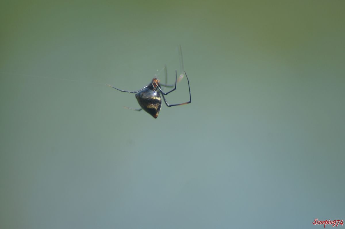 Nature, Nature 974, nature Réunion, nature de la Réunion, nature à la Réunion, faune, faune 974, faune Réunion, faune de la Réunion, faune à la Réunion, animal, animal 974, animal Réunion, animal de la Réunion, animal  à la Réunion, animaux, animaux 974, animaux Réunion, animaux de la Réunion, animaux à la Réunion, arachnides, arachnides  974, arachnides  Réunion, arachnides  de la Réunion, arachnides  à la Réunion, araignée, araignée 974, araignée Réunion, araignée de la Réunion, araignée à la Réunion, araignée Theridiidae, araignée Theridiidae 974, araignée Theridiidae Réunion, araignée Theridiidae à la Réunion, araignée Theridiidae de la Réunion, arachnide, arachnide 974, arachnide Réunion, arachnide de la Réunion, arachnide  à la Réunion, petite araignée à la Réunion, araignée abdomen noir à la Réunion, araignée abdomen noir 974, araignée abdomen noir, araignée abdomen noir de la Réunion, araignée abdomen noir et dessin orangé, araignée abdomen noir et dessin orangé, 974, araignée abdomen noir et dessin orangé Réunion, araignée abdomen noir et dessin orangé de la Réunion, araignée abdomen noir et dessin orangé à la Réunion, petite araignée abdomen noir et dessin orangé, petite araignée abdomen noir et dessin orangé 974, petite araignée abdomen noir et dessin orangé Réunion, petite araignée abdomen noir et dessin orangé à la Réunion, petite araignée abdomen noir et dessin orangé de la Réunion, indigène, indigène 974, indigène Réunion, indigène à la Réunion, indigène de la Réunion, espèce indigène,  espèce indigène 974,  espèce indigène Réunion,  espèce indigène de la Réunion,  espèce indigène à la Réunion,  espèce d'araignée indigène,  espèce d'araignée indigène974,  espèce d'araignée indigène Réunion,  espèce d'araignée indigène de la Réunion,  espèce d'araignée indigène à la Réunion, araignée indigène,  araignée indigène 974,  araignée indigène Réunion,  araignée indigène de la Réunion,  araignée indigène à la Réunion, araneae, araneae974, araneae Réunion, araneae de la Réunion, araneae à la Réunion, Theridiidae,  Theridiidae 974,  Theridiidae Réunion,  Theridiidae de la Réunion,  Theridiidae à la Réunion, Argirodes sp , Argirodes sp  974, Argirodes sp Réunion, Argirodes sp1863 de la Réunion, Argirodes sp à la Réunion