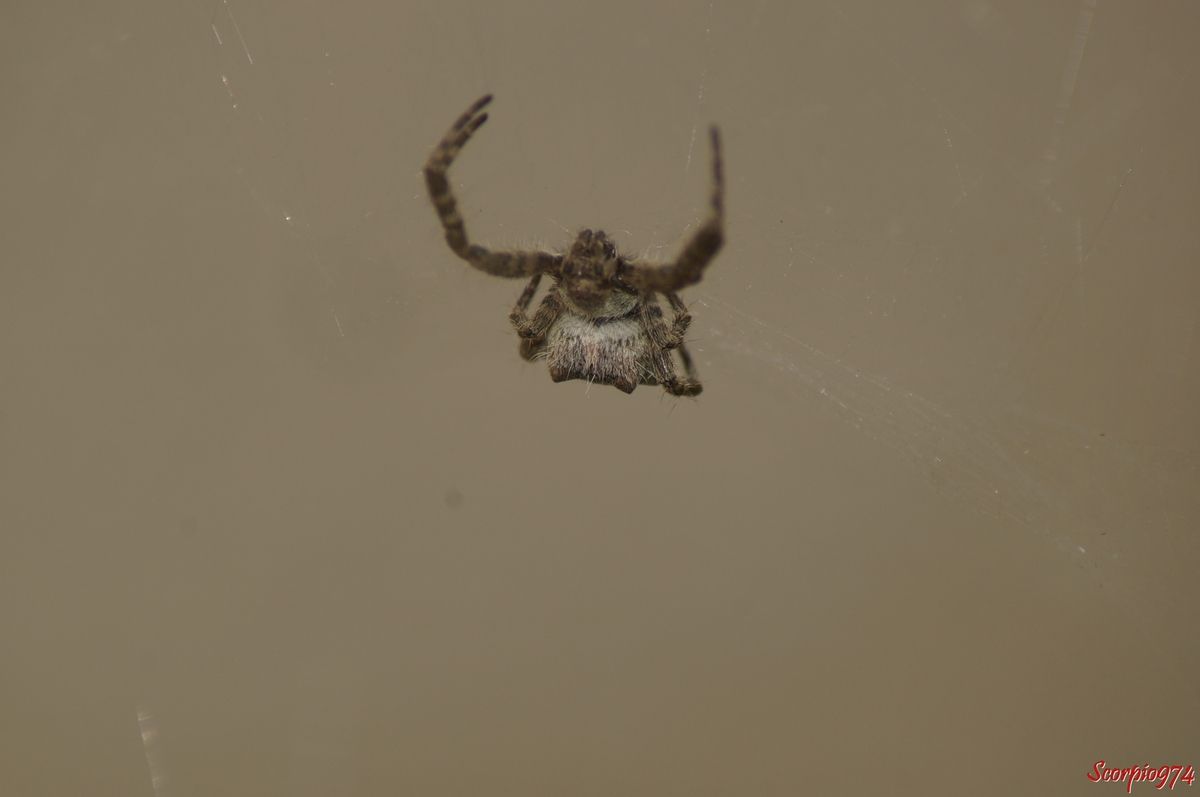 Nature, Nature 974, Nature Réunion, Nature de la Réunion, Nature à la Réunion, Faune, Faune 974, Faune Réunion, Faune de la Réunion, Faune à la Réunion, animal, animal 974, animal Réunion, animal de la Réunion, animal à la Réunion, animaux, animaux  974, animaux de la Réunion, animaux à la Réunion, animaux Réunion, Araignée, Araignée 974, Araignée Réunion, Araignée de la Réunion, Araignée à la Réunion, Araignée noire, Araignée noire 974, Araignée noire Réunion, Araignée noire de la Réunion, Araignée noire à la Réunion,  Araignée noire et brune, Araignée noire et brune 974, Araignée noire et brune Réunion, Araignée noire et brune de la Réunion, Araignée noire et brune à la Réunion, Araignée noire et à tâches blanches, Araignée noire et à tâches blanches Réunion, Araignée noire et à tâches blanches 974, Araignée noire et à tâches blanches de la Réunion, Araignée noire et à tâches blanches à la Réunion, Petite araignée, Petite araignée 974, Petite araignée Réunion, Petite araignée de la Réunion, Petite araignée à la Réunion, Petite araignée noire, Petite araignée noire 974, Petite araignée noire Réunion, Petite araignée noire de la Réunion, Petite araignée noire à la Réunion, Petite araignée noire et tâchée blanc, Petite araignée noire et tâchée blanc 974, Petite araignée noire et tâchée blanc Réunion, Petite araignée noire et tâchée blanc de la Réunion, Petite araignée noire et tâchée blanc à la Réunion, Petite araignée noire et brune, Petite araignée noire et brune 974, Petite araignée noire et brune Réunion, Petite araignée noire et brune de la Réunion, Petite araignée noire et brune à la Réunion, Mini araignée, Mini araignée 974, Mini araignée Réunion, Mini araignée de la Réunion, Mini araignée à la Réunion, Mini araignée noire, Mini araignée noire974, Mini araignée noire Réunion, Mini araignée noire de la Réunion, Mini araignée noire à la Réunion, Mini araignée noire et à tâches blanches, Mini araignée noire et à tâches blanches 974, Mini araignée noire et à tâches blanches Réunion, Mini araignée noire et à tâches blanches de la Réunion, Mini araignée noire et à tâches blanches à la Réunion, Mini araignée noire et brune, Mini araignée noire et brune 974, Mini araignée noire et brune Réunion, Mini araignée noire et brune de la Réunion, Mini araignée noire et brune à la Réunion, Petite Mini araignée, Petite Mini araignée 974, Petite Mini araignée Réunion, Petite Mini araignée de la Réunion, Petite Mini araignée à la Réunion,, Araignée avec gros nid 974, Araignée avec gros nid Réunion, Araignée avec gros nid de la Réunion, Araignée avec gros nid à la Réunion, Petite Mini araignée bleu, Petite Mini araignée bleu 974, Petite Mini araignée bleu Réunion, Petite Mini araignée bleu de la Réunion, Petite Mini araignée bleu à la Réunion, Araignée avec gros nid et à tâches blanches, Araignée avec gros nid et à tâches blanches Réunion, Araignée avec gros nid et à tâches blanches 974, Araignée avec gros nid et à tâches blanches de la Réunion, Araignée avec gros nid et à tâches blanches à la Réunion, Araignée brune, Araignée brune Réunion, Araignée brune 974, Araignée brune de la Réunion, Araignée brune à la Réunion, Araignée noire brune, Araignée noire brune 974, Araignée noire brune Réunion, Araignée noire brune de la Réunion, Araignée noire brune à la Réunion, Araignée noire et à tâches blanches brune, Araignée noire et à tâches blanches brune 974, Araignée noire et à tâches blanches brune Réunion, Araignée noire et à tâches blanches brune de la Réunion, Araignée noire et à tâches blanches brune à la Réunion, Araignée noire et brune brune, Araignée noire et brune brune 974, Araignée noire et brune brune Réunion, Araignée noire et brune brune de la Réunion, Araignée noire et brune brune à la Réunion, Araignée de taille moyennement petite, Araignée de taille moyennement petite 974, Araignée de taille moyennement petite Réunion, Araignée de taille moyennement petite de la Réunion, Araignée de taille moyennement petite à la Réunion, Araignée noire de taille moyennement petite, Araignée noire de taille moyennement petite 974, Araignée noire de taille moyennement petite Réunion, Araignée noire de taille moyennement petite de la Réunion, Araignée noire de taille moyennement petite à la Réunion, Araignée noire et brune de taille moyennement petite, Araignée noire et brune de taille moyennement petite 974, Araignée noire et brune de taille moyennement petite Réunion, Araignée noire et brune de taille moyennement petite de la Réunion, Araignée noire et brune de taille moyennement petite à la Réunion, Araignée noire et tâchée blanc de taille moyennement petite, Araignée noire et tâchée blanc 974, Araignée noire et tâchée blanc de taille moyennement petite Réunion, Araignée noire et tâchée blanc de taille moyennement petite de la Réunion, Araignée noire et tâchée blanc de taille moyennement petite à la Réunion, Petite araignée brune, Petite araignée brune974, Petite araignée brune Réunion, Petite araignée brune de la Réunion, Petite araignée brune à la Réunion, Petite araignée noire brune, Petite araignée noire brune 974, Petite araignée noire brune Réunion, Petite araignée noire brune de la Réunion, Petite araignée noire brune à la Réunion, Petite araignée noire et brune brune, Petite araignée noire et brune brune 974, Petite araignée noire et brune brune Réunion, Petite araignée noire et brune brune de la Réunion, Petite araignée noire et brune brune à la Réunion, Petite araignée noire et à tâches blanches brune, Petite araignée noire et à tâches blanches brune 974, Petite araignée noire et à tâches blanches brune Réunion, Petite araignée noire et à tâches blanches brune de la Réunion, Petite araignée noire et à tâches blanches brune à la Réunion, Petite araignée de taille moyennement petite, Petite araignée de taille moyennement petite 974, Petite araignée de taille moyennement petite Réunion, Petite araignée de taille moyennement petite de la Réunion, Petite araignée de taille moyennement petite à la Réunion, Petite araignée noire de taille moyennement petite, Petite araignée noire de taille moyennement petite 974, Petite araignée noire de taille moyennement petite Réunion, Petite araignée noire de taille moyennement petite de la Réunion, Petite araignée noire de taille moyennement petite à la Réunion, Petite araignée noire et à tâches blanches de taille moyennement petite, Petite araignée noire et à tâches blanches de taille moyennement petite 974, Petite araignée noire et à tâches blanches de taille moyennement petite Réunion, Petite araignée noire et à tâches blanches de taille moyennement petite de la Réunion, Petite araignée noire et à tâches blanches de taille moyennement petite Réunion, Petite araignée noire et à tâches blanches de taille moyennement petite à la Réunion, Petite araignée noire et brune de taille moyennement petite, Petite araignée noire et brune de taille moyennement petite 974, Petite araignée noire et brune de taille moyennement petite Réunion, Petite araignée noire et brune de taille moyennement petite de la Réunion, Petite araignée noire et brune de taille moyennement petite à la Réunion, Arachnide, Arachnide 974, Arachnide Réunion, Arachnide de la Réunion, Arachnide à la Réunion, Arachnide noire, Arachnide noire974, Arachnide noire Réunion, Arachnide noire de la Réunion, Arachnide noire à la Réunion, Arachnide noire et brune, Arachnide noire et brune 974, Arachnide noire et brune Réunion, Arachnide noire et brune de la Réunion, Arachnide noire et brune à la Réunion, Arachnide noire et à tâches blanches, Arachnide noire et à tâches blanches 974, Arachnide noire et à tâches blanches Réunion, Arachnide noire et à tâches blanches de la Réunion, Arachnide noire et à tâches blanches à la Réunion,Gros Arachnide, Gros Arachnide 974, Gros Arachnide Réunion, Gros Arachnide de la Réunion, Gros Arachnide à la Réunion, Gros Arachnide noire, Gros Arachnide noire 974, Gros Arachnide noire Réunion, Gros Arachnide noire de la Réunion, Gros Arachnide noire à la Réunion, Gros Arachnide noire et à tâches blanches, Gros Arachnide noire et à tâches blanches Réunion, Gros Arachnide noire et à tâches blanches 974, Gros Arachnide noire et à tâches blanches de la Réunion, Gros Arachnide noire et à tâches blanches à la Réunion, Gros Arachnide noire et brune, Gros Arachnide noire et brune 974, Gros Arachnide noire et brune Réunion, Gros Arachnide noire et brune à la Réunion, Gros Arachnide noire et brune de la Réunion, Araneae, Araneae 974, Araneae Réunion, Araneae de la Réunion, Araneae à la Réunion, Aranemorphae, Aranemorphae 974, Aranemorphae Réunion, Aranemorphae de la Réunion, Aranemorphae à la Réunion, Araneidae, Araneidae 974, Araneidae Réunion, Araneidae de la Réunion, Araneidae à la Réunion, Araignée Cyrtophora, Araignée Cyrtophora 974, Araignée Cyrtophora de la Réunion, Araignée Cyrtophora Réunion, Araignée Cyrtophora Réunion, Araignée Cyrtophora noire et tâchée blanc, Araignée Cyrtophora noire et tâchée blanc Réunion, Araignée Cyrtophora noire et tâchée blanc 974, Araignée Cyrtophora noire et tâchée blanc de la Réunion, Araignée Cyrtophora noire et tâchée blanc à la Réunion, Araignée Cyrtophora noire, Araignée Cyrtophora noire de la Réunion, Araignée Cyrtophora noire à la Réunion, Araignée Cyrtophora noire 974, Araignée Cyrtophora noire Réunion, Araignée Cyrtophora noire et tâchée blanc, Araignée Cyrtophora noire et tâchée blanc 974, Araignée Cyrtophora noire et tâchée blanc Réunion, Araignée Cyrtophora noire et tâchée blanc de la Réunion, Araignée Cyrtophora noire et tâchée blanc à la Réunion, Petite Araignée Cyrtophora, Petite Araignée Cyrtophora 974, Petite Araignée Cyrtophora Réunion, Petite Araignée Cyrtophora de la Réunion, Petite Araignée Cyrtophora à la Réunion, Petite Araignée Cyrtophora noire, Petite Araignée Cyrtophora noire 974, Petite Araignée Cyrtophora noire de la Réunion, Petite Araignée Cyrtophora noire Réunion, Petite Araignée Cyrtophora noire à la Réunion, Petite Araignée Cyrtophora noire et tâchée blanc, Petite Araignée Cyrtophora noire et tâchée blanc 974, Petite Araignée Cyrtophora noire et tâchée blanc Réunion, Petite Araignée Cyrtophora noire et tâchée blanc de la Réunion, Petite Araignée Cyrtophora noire et tâchée blanc à la Réunion, Petite Araignée Cyrtophora noire et tâchée blanc,Petite Araignée Cyrtophora noire et tâchée blanc 974, Petite Araignée Cyrtophora noire et tâchée blanc Réunion, Petite Araignée Cyrtophora noire et tâchée blanc de la Réunion, Petite Araignée Cyrtophora noire et tâchée blanc à la Réunion,  Araignée Cyrtophora citricola, Araignée Cyrtophora citricola 974, Araignée Cyrtophora citricola Réunion, Araignée Cyrtophora citricola de la Réunion, Araignée Cyrtophora citricola à la Réunion, Araignée Cyrtophora espèce introduite, Araignée Cyrtophora espèce introduite Réunion, Araignée Cyrtophora espèce introduite 974, Araignée Cyrtophora espèce introduite de la Réunion, Araignée Cyrtophora espèce introduite à la Réunion, Araignée Epeire, Araignée Epeire 974, Araignée Epeire Réunion, Araignée Epeire de la Réunion, Araignée Epeire à la Réunion, Araignée Bibe, Araignée Bibe 974, Araignée Bibe Réunion, Araignée Bibe de la Réunion, Araignée Bibe à la Réunion, Petite Araignée Cyrtophora espèce introduite, Petite Araignée Cyrtophora espèce introduite 974, Petite Araignée Cyrtophora espèce introduite Réunion, Petite Araignée Cyrtophora espèce introduite de la Réunion, Petite Araignée Cyrtophora espèce introduite à la Réunion, Petite Araignée Cyrtophora citricola, Petite Araignée Cyrtophora citricola 974, Petite Araignée Cyrtophora citricola Réunion, Petite Araignée Cyrtophora citricola de la Réunion, Petite Araignée Cyrtophora citricola à la Réunion, Petite Araignée Epeire, Petite Araignée Epeire 974, Petite Araignée Epeire Réunion, Petite Araignée Epeire de la Réunion, Petite Araignée Epeire à la Réunion, Araignée introduite, Araignée introduite 974, Araignée introduite Réunion, Araignée introduite de la Réunion, Araignée introduite à la Réunion, Araignée Cyrtophora sur une toile, Araignée Cyrtophora sur une toile 974, Araignée Cyrtophora sur une toile de la Réunion, Araignée Cyrtophora sur une toile à la Réunion, Cyrtophora citricola (Forskål, 1775), Cyrtophora citricola (Forskål, 1775) 974, Cyrtophora citricola (Forskål, 1775) Réunion, Cyrtophora citricola (Forskål, 1775) de la Réunion, Cyrtophora citricola (Forskål, 1775) à la Réunion, araignées introduites,araignées introduites 974, araignées introduites Réunion, araignées introduites de la Réunion, araignées introduites à la Réunion, espèce introduite, espèce introduite 974, espèce introduite Réunion, espèce introduite de la Réunion, espèce introduite à la Réunion, espèces araignées introduites 974, citricola Réunion, citricola de la Réunion, citricola à la Réunion, espèce introduite, espèce introduite Réunion, espèce introduite 974, espèce introduite à la Réunion, espèce introduite de la Réunion, espèces d'araignées introduites, espèces d'araignées introduites 974, espèces d'araignées introduites Réunion, espèces d'araignées introduites de la Réunion, espèces d'araignées introduites à la Réunion, espèce araignée introduite, espèce araignée introduite Réunion, espèce araignée introduite de la Réunion, espèce araignée introduite à la Réunion, espèce d'araignée introduite 1970, espèce d'araignée introduite 1970 Réunion, espèce d'araignée introduite 1970 de la Réunion, espèce d'araignée introduite 1970 à la Réunion, araignée tissant une toile, araignée tissant une toile 974, araignée tissant une toile Réunion, araignée tissant une toile de la Réunion, araignée tissant une toile à la Réunion, espèce d'araignée introduite, espèce d'araignée introduite 974, espèce d'araignée introduite Réunion, espèce d'araignée introduite de la Réunion, espèce d'araignée introduite à la Réunion, Petite araignée avec toile, Petite araignée avec toile 974, Petite araignée avec toile Réunion, Petite araignée avec toile de la Réunion, Petite araignée avec toile à la Réunion, espèce introduite, espèce introduite 974, espèce introduite Réunion, espèce introduite de la Réunion, espèce introduite à la Réunion,  Araignée mâle Epeire,Araignée mâle Epeire 974, Araignée mâle Epeire Réunion, Araignée mâle Epeire de la Réunion, mâle Epeire à la Réunion, araignées tissant toile, araignées tissant toile 974, araignées tissant toile de la Réunion, araignées tissant toile Réunion, araignées tissant toile à la Réunion, Araignée sur une toile, Araignée sur une toile 974, Araignée sur une toile Réunion, Araignée sur une toile de la Réunion, Araignée sur une toile à la Réunion, Araignée bizarre tissant toile, Araignée bizarre tissant toile 974, Araignée bizarre tissant toile Réunion, Araignée bizarre tissant toile de la Réunion, Araignée bizarre tissant toile à la Réunion,  Araignée Cyrtophora sur une toile,  Araignée Cyrtophora sur une toile 974,  Araignée Cyrtophora sur une toile Réunion,  Araignée Cyrtophora sur une toile de la Réunion,  Araignée Cyrtophora sur une toile à la Réunion,  Araignée Cyrtophora sur une toile noire,  Araignée Cyrtophora sur une toile noire 974,  Araignée Cyrtophora sur une toile noire Réunion,  Araignée Cyrtophora sur une toile noire de la Réunion,  Araignée Cyrtophora sur une toile noire à la Réunion, araignées indigènes,araignées indigènes 974, araignées indigènes Réunion, araignées indigènes de la Réunion, araignées indigènes à la Réunion, espèce indigène, espèce indigène 974, espèce indigène Réunion, espèce indigène de la Réunion, espèce indigène à la Réunion, espèces araignées indigènes 974, espèce indigène, espèce indigène Réunion, espèce indigène 974, espèce indigène à la Réunion, espèce indigène de la Réunion, espèces d'araignées indigènes, espèces d'araignées indigènes 974, espèces d'araignées indigènes Réunion, espèces d'araignées indigènes de la Réunion, espèces d'araignées indigènes à la Réunion, espèce araignée indigène, espèce araignée indigène Réunion, espèce araignée indigène de la Réunion, espèce araignée indigène à la Réunion, espèce d'araignée indigène 1970, espèce d'araignée indigène 1970 Réunion, espèce d'araignée indigène 1970 de la Réunion, espèce d'araignée indigène 1970 à la Réunion, araignée tissant une toile, araignée tissant une toile 974, araignée tissant une toile Réunion, araignée tissant une toile de la Réunion, araignée tissant une toile à la Réunion, espèce d'araignée indigène, espèce d'araignée indigène 974, espèce d'araignée indigène Réunion, espèce d'araignée indigène de la Réunion, espèce d'araignée indigène à la Réunion, Petite araignée avec toile, Petite araignée avec toile 974, Petite araignée avec toile Réunion, Petite araignée avec toile de la Réunion, Petite araignée avec toile à la Réunion, espèce indigène, espèce indigène 974, espèce indigène Réunion, espèce indigène de la Réunion, espèce indigène à la Réunion, faune, faune 974, faune Réunion, faune de la Réunion, faune à la Réunion, animal, animal de la Réunion, animal 974, animal à la Réunion, animal Réunion, animaux, animaux 974, animaux Réunion, animaux Réunion, animaux de la Réunion, animaux à la Réunion, spider, spider 974, spider dark, spider black, spider black and orange, arachnide, arachnide 974, arachnide Réunion, arachnide de la Réunion, arachnide à la Réunion, Araignée, araignée 974, araignée Réunion, araignée de la Réunion, araignée à la Réunion, petite araignée, petite araignée 974, petite araignée Réunion, petite araignée de la Réunion, petite araignée à la Réunion, araignée poilue, araignée poilue 974, araignée poilue Réunion, araignée poilue de la Réunion araignée poilue à la Réunion, petite araignée poilue, petite araignée poilue  974, petite araignée poilue  Réunion, petite araignée poilue  de la Réunion, petite araignée poilue  à la Réunion, araignée bizarre, araignée bizarre  974, araignée bizarre  Réunion, araignée bizarre  de la Réunion, araignée bizarre  à la Réunion, araignée à bosse, araignée à bosse  974, araignée à bosse  Réunion, araignée à bosse  de la Réunion, araignée à bosse  à a Réunion, epeire, epeire 974, epeire Réunion, epeire de la Réunion, epeire à la Réunion, epeire de l'Opuntia,  epeire de l'Opuntia 974,  epeire de l'Opuntia Réunion,  epeire de l'Opuntia de la Réunion,  epeire de l'Opuntia à la Réunion, araignée epeire, 974,  araignée epeire Réunion,  araignée epeire de la Réunion,  araignée epeire,  araignée epeire à la Réunion, cyrotophora,  cyrotophora 974,  cyrotophora Réunion,  cyrotophora de la Réunion,  cyrotophora à la Réunion,  Cyrtophora citricola,  Cyrtophora citricola 974,  Cyrtophora citricola Réunion,  Cyrtophora citricola de la Réunion,  Cyrtophora citricola à la Réunion, Cyrtophora citricola (Forskal 1775), Cyrtophora citricola (Forskal 1775) 974, Cyrtophora citricola (Forskal 1775) Réunion, Cyrtophora citricola (Forskal 1775) de la Réunion, Cyrtophora citricola (Forskal 1775) à la Réunion, Cyrtophora citricola Forskal 1775, araignée cosmopolite, araignée cosmopolite 974,  araignée cosmopolite  Réunion, araignée cosmopolite  de la Réunion, araignée cosmopolite  à la Réunion, épeire araignée, épeire araignée 974, épeire araignée Réunion, épeire araignée de la Réunion, épeire araignée à la Réunion, araignée avec cocon, araignée avec cocon 974,  araignée avec cocon Réunion,  araignée avec cocon de la Réunion,  araignée avec cocon à la Réunion, 