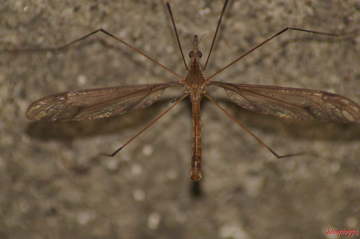 Nature, Nature 974, Nature Réunion, Nature de la Réunion, Nature à la Réunion, Faune, Faune 974, Faune Réunion, Faune de la Réunion, Faune à la Réunion, faune endémique, faune endémique 974, faune endémique Réunion, faune endémique de la Réunion, faune endémique à la Réunion, faunes, faunes de la Réunion, faunes 974, faunes Réunion, faunes à la Réunion, faunes endémiques, faunes endémiques 974, faunes endémiques Réunion, faunes endémiques de la Réunion, faunes endémiques à la Réunion, animal, animal 974, animal Réunion, animal de la Réunion, animal à la Réunion, animaux, animaux 974, animaux de la Réunion, animaux à la Réunion, animaux Réunion, insecte, insecte 974, insecte Réunion, insecte de la Réunion, insecte à la Réunion, animal endémique, animal endémique 974, animal endémique Réunion, animal endémique de la Réunion, animal endémique à la Réunion, animaux endémiques, animaux endémiques 974, animaux endémiques Réunion, animaux endémiques de la Réunion, animaux endémiques à la Réunion, insecte endémique, insecte endémique 974, insecte endémique Réunion, insecte endémique de la Réunion, insecte endémique à la Réunion, insectes endémiques, insectes endémiques 974, insectes endémiques Réunion, insectes endémiques de la Réunion, insectes endémiques à la Réunion, animal volant, animal volant 974, animal volant Réunion, animal volant de la Réunion, animal volant à la Réunion, animaux volants, animaux volants 974, animaux volants de la Réunion, animaux volants à la Réunion, animaux volants Réunion, insecte volant, insecte volant 974, insecte volant Réunion, insecte volant de la Réunion, insecte volant à la Réunion, animal volant endémique, animal volant endémique 974, animal volant endémique Réunion, animal volant endémique de la Réunion, animal volant endémique à la Réunion, animaux volants endémiques, animaux volants endémiques 974, animaux volants endémiques Réunion, animaux volants endémiques de la Réunion, animaux volants endémiques à la Réunion, insecte volant endémique, insecte volant endémique 974, insecte volant endémique Réunion, insecte volant endémique de la Réunion, insecte volant endémique à la Réunion, insectes volants endémiques, insectes volants endémiques 974, insectes volants endémiques Réunion, insectes volants endémiques de la Réunion, insectes volants endémiques à la Réunion, animal avec ailes, animal avec ailes 974, animal avec ailes Réunion, animal avec ailes de la Réunion, animal avec ailes à la Réunion, animaux avec ailes, animaux avec ailes 974, animaux avec ailes de la Réunion, animaux avec ailes à la Réunion, animaux avec ailes Réunion, insecte avec ailes, insecte avec ailes 974, insecte avec ailes Réunion, insecte avec ailes de la Réunion, insecte avec ailes à la Réunion, animal avec ailes endémique, animal avec ailes endémique 974, animal avec ailes endémique Réunion, animal avec ailes endémique de la Réunion, animal avec ailes endémique à la Réunion, animaux avec ailes endémiques, animaux avec ailes endémiques 974, animaux avec ailes endémiques Réunion, animaux avec ailes endémiques de la Réunion, animaux avec ailes endémiques à la Réunion, insecte avec ailes endémique, insecte avec ailes endémique 974, insecte avec ailes endémique Réunion, insecte avec ailes endémique de la Réunion, insecte avec ailes endémique à la Réunion, insectes avec ailes endémiques, insectes avec ailes endémiques 974, insectes avec ailes endémiques Réunion, insectes avec ailes endémiques de la Réunion, insectes avec ailes endémiques à la Réunion, animal à longues pattes, animal à longues pattes 974, animal à longues pattes Réunion, animal à longues pattes de la Réunion, animal à longues pattes à la Réunion, animaux à longues pattes, animaux à longues pattes 974, animaux à longues pattes de la Réunion, animaux à longues pattes à la Réunion, animaux à longues pattes Réunion, insecte à longues pattes, insecte à longues pattes 974, insecte à longues pattes Réunion, insecte à longues pattes de la Réunion, insecte à longues pattes à la Réunion, animal à longues pattes endémique, animal à longues pattes endémique 974, animal à longues pattes endémique Réunion, animal à longues pattes endémique de la Réunion, animal à longues pattes endémique à la Réunion, animaux à longues pattes endémiques, animaux à longues pattes endémiques 974, animaux à longues pattes endémiques Réunion, animaux à longues pattes endémiques de la Réunion, animaux à longues pattes endémiques à la Réunion, insecte à longues pattes endémique, insecte à longues pattes endémique 974, insecte à longues pattes endémique Réunion, insecte à longues pattes endémique de la Réunion, insecte à longues pattes endémique à la Réunion, insectes à longues pattes endémiques, insectes à longues pattes endémiques 974, insectes à longues pattes endémiques Réunion, insectes à longues pattes endémiques de la Réunion, insectes à longues pattes endémiques à la Réunion, animal avec ailes et à longues pattes, animal avec ailes et à longues pattes 974, animal avec ailes et à longues pattes Réunion, animal avec ailes et à longues pattes de la Réunion, animal avec ailes et à longues pattes à la Réunion, animaux avec ailes et à longues pattes, animaux avec ailes et à longues pattes 974, animaux avec ailes et à longues pattes de la Réunion, animaux avec ailes et à longues pattes à la Réunion, animaux avec ailes et à longues pattes Réunion, insecte avec ailes et à longues pattes, insecte avec ailes et à longues pattes 974, insecte avec ailes et à longues pattes Réunion, insecte avec ailes et à longues pattes de la Réunion, insecte avec ailes et à longues pattes à la Réunion, animal avec ailes et à longues pattes endémique, animal avec ailes et à longues pattes endémique 974, animal avec ailes et à longues pattes endémique Réunion, animal avec ailes et à longues pattes endémique de la Réunion, animal avec ailes et à longues pattes endémique à la Réunion, animaux avec ailes et à longues pattes endémiques, animaux avec ailes et à longues pattes endémiques 974, animaux avec ailes et à longues pattes endémiques Réunion, animaux avec ailes et à longues pattes endémiques de la Réunion, animaux avec ailes et à longues pattes endémiques à la Réunion, insecte avec ailes et à longues pattes endémique, insecte avec ailes et à longues pattes endémique 974, insecte avec ailes et à longues pattes endémique Réunion, insecte avec ailes et à longues pattes endémique de la Réunion, insecte avec ailes et à longues pattes endémique à la Réunion, insectes avec ailes et à longues pattes endémiques, insectes avec ailes et à longues pattes endémiques 974, insectes avec ailes et à longues pattes endémiques Réunion, insectes avec ailes et à longues pattes endémiques de la Réunion, insectes avec ailes et à longues pattes endémiques à la Réunion, animal avec des longues pattes et des ailes, animal avec des longues pattes et des ailes 974, animal avec des longues pattes et des ailes Réunion, animal avec des longues pattes et des ailes de la Réunion, animal avec des longues pattes et des ailes à la Réunion, animaux avec des longues pattes et des ailes, animaux avec des longues pattes et des ailes 974, animaux avec des longues pattes et des ailes de la Réunion, animaux avec des longues pattes et des ailes à la Réunion, animaux avec des longues pattes et des ailes Réunion, insecte avec des longues pattes et des ailes, insecte avec des longues pattes et des ailes 974, insecte avec des longues pattes et des ailes Réunion, insecte avec des longues pattes et des ailes de la Réunion, insecte avec des longues pattes et des ailes à la Réunion, animal avec des longues pattes et des ailes endémique, animal avec des longues pattes et des ailes endémique 974, animal avec des longues pattes et des ailes endémique Réunion, animal avec des longues pattes et des ailes endémique de la Réunion, animal avec des longues pattes et des ailes endémique à la Réunion, animaux avec des longues pattes et des ailes endémiques, animaux avec des longues pattes et des ailes endémiques 974, animaux avec des longues pattes et des ailes endémiques Réunion, animaux avec des longues pattes et des ailes endémiques de la Réunion, animaux avec des longues pattes et des ailes endémiques à la Réunion, insecte avec des longues pattes et des ailes endémique, insecte avec des longues pattes et des ailes endémique 974, insecte avec des longues pattes et des ailes endémique Réunion, insecte avec des longues pattes et des ailes endémique de la Réunion, insecte avec des longues pattes et des ailes endémique à la Réunion, insectes avec des longues pattes et des ailes endémiques, insectes avec des longues pattes et des ailes endémiques 974, insectes avec des longues pattes et des ailes endémiques Réunion, insectes avec des longues pattes et des ailes endémiques de la Réunion, insectes avec des longues pattes et des ailes endémiques à la Réunion, animal à longues pattes et ailes, animal à longues pattes et ailes 974, animal à longues pattes et ailes Réunion, animal à longues pattes et ailes de la Réunion, animal à longues pattes et ailes à la Réunion, animaux à longues pattes et ailes, animaux à longues pattes et ailes 974, animaux à longues pattes et ailes de la Réunion, animaux à longues pattes et ailes à la Réunion, animaux à longues pattes et ailes Réunion, insecte à longues pattes et ailes, insecte à longues pattes et ailes 974, insecte à longues pattes et ailes Réunion, insecte à longues pattes et ailes de la Réunion, insecte à longues pattes et ailes à la Réunion, animal à longues pattes et ailes endémique, animal à longues pattes et ailes endémique 974, animal à longues pattes et ailes endémique Réunion, animal à longues pattes et ailes endémique de la Réunion, animal à longues pattes et ailes endémique à la Réunion, animaux à longues pattes et ailes endémiques, animaux à longues pattes et ailes endémiques 974, animaux à longues pattes et ailes endémique Réunion, animaux à longues pattes et ailes endémiques de la Réunion, animaux à longues pattes et ailes endémiques à la Réunion, insecte à longues pattes et ailes endémique, insecte à longues pattes et ailes endémique 974, insecte à longues pattes et ailes endémique Réunion, insecte à longues pattes et ailes endémique de la Réunion, insecte à longues pattes et ailes endémique à la Réunion, insectes à longues pattes et ailes endémiques, insectes à longues pattes et ailes endémiques 974, insectes à longues pattes et ailes endémiques Réunion, insectes à longues pattes et ailes endémiques de la Réunion, insectes à longues pattes et ailes endémiques à la Réunion, animal à longues pattes, animal à longues pattes 974, animal à longues pattes Réunion, animal à longues pattes de la Réunion, animal à longues pattes à la Réunion, animaux à longues pattes, animaux à longues pattes 974, animaux à longues pattes de la Réunion, animaux à longues pattes à la Réunion, animaux à longues pattes Réunion, insecte à longues pattes, insecte à longues pattes 974, insecte à longues pattes Réunion, insecte à longues pattes de la Réunion, insecte à longues pattes à la Réunion, animal à longues pattes endémique, animal à longues pattes endémique 974, animal à longues pattes endémique Réunion, animal à longues pattes endémique de la Réunion, animal à longues pattes endémique à la Réunion, animaux à longues pattes endémiques, animaux à longues pattes endémiques 974, animaux à longues pattes endémiques Réunion, animaux à longues pattes endémiques de la Réunion, animaux à longues pattes endémiques à la Réunion, insecte à longues pattes endémique, insecte à longues pattes endémique 974, insecte à longues pattes endémique Réunion, insecte à longues pattes endémique de la Réunion, insecte à longues pattes endémique à la Réunion, insectes à longues pattes endémiques, insectes à longues pattes endémiques 974, insectes à longues pattes endémiques Réunion, insectes à longues pattes endémiques de la Réunion, insectes à longues pattes endémiques à la Réunion, insecte brun, insecte brun 974, insecte brun Réunion, insecte brun de la Réunion, insecte brun à la Réunion,  insecte brun et à tache noire, insecte brun et à tache noire 974, insecte brun et à tache noire Réunion, insecte brun et à tache noire de la Réunion, insecte brun et à tache noire à la Réunion, insecte brun et à tache noire, insecte à tache noire Réunion, insecte à tache noire 974, insecte brun et à tache noire de la Réunion, insecte brun à tache noire à la Réunion, insecte long, insecte long 974, insecte long Réunion, insecte long de la Réunion, insecte long à la Réunion, insecte long brun, insecte long brun 074, insecte long brun Réunion, insecte long brun de la Réunion, insecte long brun  à la Réunion, insecte long brun à tache noire, insecte long brun à tache noire 974, insecte long brun à tache noire Réunion, insecte long brun à tache noire de la Réunion, insecte long brun à tache noire à la Réunion, insecte long brun et à tache noire, insecte long brun et à tache noire 974, insecte long brun et à tache noire Réunion, insecte long brun et à tache noire de la Réunion, insecte long brun et à tache noire à la Réunion, insecte volant, insecte volant 974, insecte volant Réunion, insecte volant de la Réunion, insecte volant à la Réunion, insecte volant brun, insecte volant brun974, insecte volant brun Réunion, insecte volant brun de la Réunion, insecte volant brun à la Réunion, insecte volant brun à tache noire, insecte volant brun à tache noire 974, insecte volant brun à tache noire Réunion, insecte volant brun à tache noire de la Réunion, insecte volant brun à tache noire à la Réunion, insecte volant brun et à tache noire, insecte volant brun et à tache noire 974, insecte volant brun et à tache noire Réunion, insecte volant brun et à tache noire de la Réunion, insecte volant brun et à tache noire à la Réunion, insecte long volant, insecte long volant 974, insecte long volant Réunion, insecte long volant de la Réunion, insecte long volant à la Réunion, insecte long volant brun, insecte long volant brun 974, insecte long volant brun Réunion, insecte long volant brun de la Réunion, insecte long volant brun à la Réunion, insecte long volant à tache noire, insecte long volant à tache noire 974, insecte long volant à tache noire Réunion, insecte long volant à tache noire de la Réunion, insecte long volant à tache noire à la Réunion, insecte long volant brun à tache noire, insecte long volant brun à tache noire Réunion, insecte long volant brun à tache noire 974, insecte long volant brun à tache noire de la Réunion, insecte long volant brun à tache noire à la Réunion, insecte à deux ailes, insecte à deux ailes Réunion, insecte à deux ailes 974, insecte à deux ailes de la Réunion, insecte à deux ailes à la Réunion, insecte brun à deux ailes, insecte brun à deux ailes 974, insecte brun à deux ailes Réunion, insecte brun à deux ailes de la Réunion, insecte brun à deux ailes à la Réunion, insecte brun à tache noire à deux ailes, insecte brun à tache noire à deux ailes 974, insecte brun à tache noire à deux ailes Réunion, insecte brun à tache noire à deux ailes de la Réunion, insecte brun à tache noire à deux ailes à la Réunion, insecte brun et à tache noire à deux ailes, insecte brun et à tache noire à deux ailes 974, insecte brun et à tache noire à deux ailes Réunion, insecte brun et à tache noire à deux ailes de la Réunion, insecte brun et à tache noire à deux ailes à la Réunion, insecte avec deux ailes, insecte avec deux ailes 974, insecte avec deux ailes Réunion, insecte avec deux ailes de la Réunion, insecte avec deux ailes à la Réunion, insecte brun avec deux ailes, insecte brun avec deux ailes 974, insecte brun avec deux ailes Réunion, insecte brun avec deux ailes de la Réunion, insecte brun avec deux ailes à la Réunion, insecte brun et à tache noire avec deux ailes, insecte brun et à tache noire avec deux ailes 974, insecte brun et à tache noire avec deux ailes Réunion, insecte brun et à tache noire avec deux ailes de la Réunion, insecte brun et à tache noire avec deux ailes à la Réunion, insecte brun à tache noire avec deux ailes, insecte brun à tache noire avec deux ailes 974, insecte brun à tache noire avec deux ailes Réunion, insecte brun à tache noire avec deux ailes de la Réunion, insecte brun à tache noire avec deux ailes à la Réunion, insecte long à deux ailes, insecte long à deux ailes974, insecte long à deux ailes Réunion, insecte long à deux ailes de la Réunion, insecte long à deux ailes à la Réunion, insecte long brun à deux ailes, insecte long brun à deux ailes 974, insecte long brun à deux ailes Réunion, insecte long brun à deux ailes de la Réunion, insecte long brun à deux ailes à la Réunion, insecte long brun et à tache noire à deux ailes, insecte long brun et à tache noire à deux ailes 974, insecte long brun et à tache noire à deux ailes Réunion, insecte long brun et à tache noire à deux ailes de la Réunion, insecte long brun et à tache noire à deux ailes à la Réunion, insecte long brun à tache noire à deux ailes, insecte long brun à tache noire à deux ailes 974, insecte long brun à tache noire à deux ailes Réunion, insecte long brun à tache noire à deux ailes de la Réunion, insecte long brun à tache noire à deux ailes à la Réunion, insecte long avec deux ailes, insecte long avec deux ailes 974, insecte long avec deux ailes Réunion, insecte long avec deux ailes de la Réunion, insecte long avec deux ailes à la Réunion, insecte long brun avec deux ailes, insecte long brun avec deux ailes 974, insecte long brun avec deux ailes Réunion, insecte long brun avec deux ailes de la Réunion, insecte long brun avec deux ailes à la Réunion, insecte long brun à tache noire avec deux ailes, insecte long brun à tache noire avec deux ailes 974, insecte long brun à tache noire avec deux ailes Réunion, insecte long brun à tache noire avec deux ailes de la Réunion, insecte long brun à tache noire avec deux ailes Réunion, insecte long brun à tache noire avec deux ailes à la Réunion, insecte long brun et à tache noire avec deux ailes, insecte long brun et à tache noire avec deux ailes 974, insecte long brun et à tache noire avec deux ailes Réunion, insecte long brun et à tache noire avec deux ailes de la Réunion, insecte long brun et à tache noire avec deux ailes à la Réunion, insectes bruns, insectes bruns 974, insectes bruns Réunion, insectes bruns de la Réunion, insectes bruns à la Réunion,  insectes bruns et à taches noires, insectes bruns et à taches noires 974, insectes bruns et à taches noires Réunion, insectes bruns et à taches noires de la Réunion, insectes bruns et à taches noires à la Réunion, insectes bruns et à taches noires, insectes à taches noires Réunion, insectes à taches noires 974, insectes bruns et à taches noires de la Réunion, insectes bruns à taches noires à la Réunion, insectes longs, insectes longs 974, insectes longs Réunion, insectes longs de la Réunion, insectes longs à la Réunion, insectes longs bruns, insectes longs bruns 074, insectes longs bruns Réunion, insectes longs bruns de la Réunion, insectes longs bruns  à la Réunion, insectes longs bruns à taches noires, insectes longs bruns à taches noires 974, insectes longs bruns à taches noires Réunion, insectes longs bruns à taches noires de la Réunion, insectes longs bruns à taches noires à la Réunion, insectes longs bruns et à taches noires, insectes longs bruns et à taches noires 974, insectes longs bruns et à taches noires Réunion, insectes longs bruns et à taches noires de la Réunion, insectes longs bruns et à taches noires à la Réunion, insectes volants, insectes volants 974, insectes volants Réunion, insectes volants de la Réunion, insectes volants à la Réunion, insectes volants bruns, insectes volants bruns974, insectes volants bruns Réunion, insectes volants bruns de la Réunion, insectes volants bruns à la Réunion, insectes volants bruns à taches noires, insectes volants bruns à taches noires 974, insectes volants bruns à taches noires Réunion, insectes volants bruns à taches noires de la Réunion, insectes volants bruns à taches noires à la Réunion, insectes volants bruns et à taches noires, insectes volants bruns et à taches noires 974, insectes volants bruns et à taches noires Réunion, insectes volants bruns et à taches noires de la Réunion, insectes volants bruns et à taches noires à la Réunion, insectes longs volants, insectes longs volants 974, insectes longs volants Réunion, insectes longs volants de la Réunion, insectes longs volants à la Réunion, insectes longs volants bruns, insectes longs volants bruns 974, insectes longs volants bruns Réunion, insectes longs volants bruns de la Réunion, insectes longs volants bruns à la Réunion, insectes longs volants à taches noires, insectes longs volants à taches noires 974, insectes longs volants à taches noires Réunion, insectes longs volants à taches noires de la Réunion, insectes longs volants à taches noires à la Réunion, insectes longs volants bruns à taches noires, insectes longs volants bruns à taches noires Réunion, insectes longs volants bruns à taches noires 974, insectes longs volants bruns à taches noires de la Réunion, insectes longs volants bruns à taches noires à la Réunion, insectes à deux ailes, insectes à deux ailes Réunion, insectes à deux ailes 974, insectes à deux ailes de la Réunion, insectes à deux ailes à la Réunion, insectes bruns à deux ailes, insectes bruns à deux ailes 974, insectes bruns à deux ailes Réunion, insectes bruns à deux ailes de la Réunion, insectes bruns à deux ailes à la Réunion, insectes bruns à taches noires à deux ailes, insectes bruns à taches noires à deux ailes 974, insectes bruns à taches noires à deux ailes Réunion, insectes bruns à taches noires à deux ailes de la Réunion, insectes bruns à taches noires à deux ailes à la Réunion, insectes bruns et à taches noires à deux ailes, insectes bruns et à taches noires à deux ailes 974, insectes bruns et à taches noires à deux ailes Réunion, insectes bruns et à taches noires à deux ailes de la Réunion, insectes bruns et à taches noires à deux ailes à la Réunion, insectes avec deux ailes, insectes avec deux ailes 974, insectes avec deux ailes Réunion, insectes avec deux ailes de la Réunion, insectes avec deux ailes à la Réunion, insectes bruns avec deux ailes, insectes bruns avec deux ailes 974, insectes bruns avec deux ailes Réunion, insectes bruns avec deux ailes de la Réunion, insectes bruns avec deux ailes à la Réunion, insectes bruns et à taches noires avec deux ailes, insectes bruns et à taches noires avec deux ailes 974, insectes bruns et à taches noires avec deux ailes Réunion, insectes bruns et à taches noires avec deux ailes de la Réunion, insectes bruns et à taches noires avec deux ailes à la Réunion, insectes bruns à taches noires avec deux ailes, insectes bruns à taches noires avec deux ailes 974, insectes bruns à taches noires avec deux ailes Réunion, insectes bruns à taches noires avec deux ailes de la Réunion, insectes bruns à taches noires avec deux ailes à la Réunion, insectes longs à deux ailes, insectes longs à deux ailes974, insectes longs à deux ailes Réunion, insectes longs à deux ailes de la Réunion, insectes longs à deux ailes à la Réunion, insectes longs bruns à deux ailes, insectes longs bruns à deux ailes 974, insectes longs bruns à deux ailes Réunion, insectes longs bruns à deux ailes de la Réunion, insectes longs bruns à deux ailes à la Réunion, insectes longs bruns et à taches noires à deux ailes, insectes longs bruns et à taches noires à deux ailes 974, insectes longs bruns et à taches noires à deux ailes Réunion, insectes longs bruns et à taches noires à deux ailes de la Réunion, insectes longs bruns et à taches noires à deux ailes à la Réunion, insectes longs bruns à taches noires à deux ailes, insectes longs bruns à taches noires à deux ailes 974, insectes longs bruns à taches noires à deux ailes Réunion, insectes longs bruns à taches noires à deux ailes de la Réunion, insectes longs bruns à taches noires à deux ailes à la Réunion, insectes longs avec deux ailes, insectes longs avec deux ailes 974, insectes longs avec deux ailes Réunion, insectes longs avec deux ailes de la Réunion, insectes longs avec deux ailes à la Réunion, insectes longs bruns avec deux ailes, insectes longs bruns avec deux ailes 974, insectes longs bruns avec deux ailes Réunion, insectes longs bruns avec deux ailes de la Réunion, insectes longs bruns avec deux ailes à la Réunion, insectes longs bruns à taches noires avec deux ailes, insectes longs bruns à taches noires avec deux ailes 974, insectes longs bruns à taches noires avec deux ailes Réunion, insectes longs bruns à taches noires avec deux ailes de la Réunion, insectes longs bruns à taches noires avec deux ailes Réunion, insectes longs bruns à taches noires avec deux ailes à la Réunion, insectes longs bruns et à taches noires avec deux ailes, insectes longs bruns et à taches noires avec deux ailes 974, insectes longs bruns et à taches noires avec deux ailes Réunion, insectes longs bruns et à taches noires avec deux ailes de la Réunion, insectes longs bruns et à taches noires avec deux ailes à la Réunion, cousin, cousin 974, cousin Réunion, cousin de la Réunion, cousin à la Réunion, cousin endémique, cousin endémique 974, cousin endémique Réunion, cousin endémique de la Réunion, cousin endémique à la Réunion, cousins endémiques, cousins endémiques 974, cousins endémiques Réunion, cousins endémiques de la Réunion, cousins endémiques à la Réunion, cousin volant, cousin volant 974, cousin volant Réunion, cousin volant de la Réunion, cousin volant à la Réunion, cousin volant endémique, cousin volant endémique 974, cousin volant endémique Réunion, cousin volant endémique de la Réunion, cousin volant endémique à la Réunion, cousins volants endémiques, cousins volants endémiques 974, cousins volants endémiques Réunion, cousins volants endémiques de la Réunion, cousins volants endémiques à la Réunion, cousin à longues pattes, cousin à longues pattes 974, cousin à longues pattes Réunion, cousin à longues pattes de la Réunion, cousin à longues pattes à la Réunion, cousin à longues pattes endémique, cousin à longues pattes endémique 974, cousin à longues pattes endémique Réunion, cousin à longues pattes endémique de la Réunion, cousin à longues pattes endémique à la Réunion, cousins à longues pattes endémiques, cousins à longues pattes endémiques 974, cousins à longues pattes endémiques Réunion, cousins à longues pattes endémiques de la Réunion, cousins à longues pattes endémiques à la Réunion, cousin à longues pattes, cousin à longues pattes 974, cousin à longues pattes Réunion, cousin à longues pattes de la Réunion, cousin à longues pattes à la Réunion, cousin à longues pattes endémique, cousin à longues pattes endémique 974, cousin à longues pattes endémique Réunion, cousin à longues pattes endémique de la Réunion, cousin à longues pattes endémique à la Réunion, cousins à longues pattes endémiques, cousins à longues pattes endémiques 974, cousins à longues pattes endémiques Réunion, cousins à longues pattes endémiques de la Réunion, cousins à longues pattes endémiques à la Réunion, cousin brun, cousin brun 974, cousin brun Réunion, cousin brun de la Réunion, cousin brun à la Réunion,  cousin brun et à tache noire, cousin brun et à tache noire 974, cousin brun et à tache noire Réunion, cousin brun et à tache noire de la Réunion, cousin brun et à tache noire à la Réunion, cousin brun et à tache noire, cousin à tache noire Réunion, cousin à tache noire 974, cousin brun et à tache noire de la Réunion, cousin brun à tache noire à la Réunion, cousin long, cousin long 974, cousin long Réunion, cousin long de la Réunion, cousin long à la Réunion, cousin long brun, cousin long brun 074, cousin long brun Réunion, cousin long brun de la Réunion, cousin long brun  à la Réunion, cousin long brun à tache noire, cousin long brun à tache noire 974, cousin long brun à tache noire Réunion, cousin long brun à tache noire de la Réunion, cousin long brun à tache noire à la Réunion, cousin long brun et à tache noire, cousin long brun et à tache noire 974, cousin long brun et à tache noire Réunion, cousin long brun et à tache noire de la Réunion, cousin long brun et à tache noire à la Réunion, cousin volant, cousin volant 974, cousin volant Réunion, cousin volant de la Réunion, cousin volant à la Réunion, cousin volant brun, cousin volant brun974, cousin volant brun Réunion, cousin volant brun de la Réunion, cousin volant brun à la Réunion, cousin volant brun à tache noire, cousin volant brun à tache noire 974, cousin volant brun à tache noire Réunion, cousin volant brun à tache noire de la Réunion, cousin volant brun à tache noire à la Réunion, cousin volant brun et à tache noire, cousin volant brun et à tache noire 974, cousin volant brun et à tache noire Réunion, cousin volant brun et à tache noire de la Réunion, cousin volant brun et à tache noire à la Réunion, cousin long volant, cousin long volant 974, cousin long volant Réunion, cousin long volant de la Réunion, cousin long volant à la Réunion, cousin long volant brun, cousin long volant brun 974, cousin long volant brun Réunion, cousin long volant brun de la Réunion, cousin long volant brun à la Réunion, cousin long volant à tache noire, cousin long volant à tache noire 974, cousin long volant à tache noire Réunion, cousin long volant à tache noire de la Réunion, cousin long volant à tache noire à la Réunion, cousin long volant brun à tache noire, cousin long volant brun à tache noire Réunion, cousin long volant brun à tache noire 974, cousin long volant brun à tache noire de la Réunion, cousin long volant brun à tache noire à la Réunion, cousins bruns, cousins bruns 974, cousins bruns Réunion, cousins bruns de la Réunion, cousins bruns à la Réunion,  cousins bruns et à taches noires, cousins bruns et à taches noires 974, cousins bruns et à taches noires Réunion, cousins bruns et à taches noires de la Réunion, cousins bruns et à taches noires à la Réunion, cousins bruns et à taches noires, cousins à taches noires Réunion, cousins à taches noires 974, cousins bruns et à taches noires de la Réunion, cousins bruns à taches noires à la Réunion, cousins longs, cousins longs 974, cousins longs Réunion, cousins longs de la Réunion, cousins longs à la Réunion, cousins longs bruns, cousins longs bruns 074, cousins longs bruns Réunion, cousins longs bruns de la Réunion, cousins longs bruns  à la Réunion, cousins longs bruns à taches noires, cousins longs bruns à taches noires 974, cousins longs bruns à taches noires Réunion, cousins longs bruns à taches noires de la Réunion, cousins longs bruns à taches noires à la Réunion, cousins longs bruns et à taches noires, cousins longs bruns et à taches noires 974, cousins longs bruns et à taches noires Réunion, cousins longs bruns et à taches noires de la Réunion, cousins longs bruns et à taches noires à la Réunion, cousins volants, cousins volants 974, cousins volants Réunion, cousins volants de la Réunion, cousins volants à la Réunion, cousins volants bruns, cousins volants bruns974, cousins volants bruns Réunion, cousins volants bruns de la Réunion, cousins volants bruns à la Réunion, cousins volants bruns à taches noires, cousins volants bruns à taches noires 974, cousins volants bruns à taches noires Réunion, cousins volants bruns à taches noires de la Réunion, cousins volants bruns à taches noires à la Réunion, cousins volants bruns et à taches noires, cousins volants bruns et à taches noires 974, cousins volants bruns et à taches noires Réunion, cousins volants bruns et à taches noires de la Réunion, cousins volants bruns et à taches noires à la Réunion, cousins longs volants, cousins longs volants 974, cousins longs volants Réunion, cousins longs volants de la Réunion, cousins longs volants à la Réunion, cousins longs volants bruns, cousins longs volants bruns 974, cousins longs volants bruns Réunion, cousins longs volants bruns de la Réunion, cousins longs volants bruns à la Réunion, cousins longs volants à taches noires, cousins longs volants à taches noires 974, cousins longs volants à taches noires Réunion, cousins longs volants à taches noires de la Réunion, cousins longs volants à taches noires à la Réunion, cousins longs volants bruns à taches noires, cousins longs volants bruns à taches noires Réunion, cousins longs volants bruns à taches noires 974, cousins longs volants bruns à taches noires de la Réunion, cousins longs volants bruns à taches noires à la Réunion, tipule, tipule 974, tipule Réunion, tipule de la Réunion, tipule à la Réunion, tipule endémique, tipule endémique 974, tipule endémique Réunion, tipule endémique de la Réunion, tipule endémique à la Réunion, tipules endémiques, tipules endémiques 974, tipules endémiques Réunion, tipules endémiques de la Réunion, tipules endémiques à la Réunion, tipule volante, tipule volante 974, tipule volante Réunion, tipule volante de la Réunion, tipule volante à la Réunion, tipule volante endémique, tipule volante endémique 974, tipule volante endémique Réunion, tipule volante endémique de la Réunion, tipule volante endémique à la Réunion, tipules volantes endémiques, tipules volantes endémiques 974, tipules volantes endémiques Réunion, tipules volantes endémiques de la Réunion, tipules volantes endémiques à la Réunion, tipule à longues pattes, tipule à longues pattes 974, tipule à longues pattes Réunion, tipule à longues pattes de la Réunion, tipule à longues pattes à la Réunion, tipule à longues pattes endémique, tipule à longues pattes endémique 974, tipule à longues pattes endémique Réunion, tipule à longues pattes endémique de la Réunion, tipule à longues pattes endémique à la Réunion, tipules à longues pattes endémiques, tipules à longues pattes endémiques 974, tipules à longues pattes endémiques Réunion, tipules à longues pattes endémiques de la Réunion, tipules à longues pattes endémiques à la Réunion, tipule à longues pattes, tipule à longues pattes 974, tipule à longues pattes Réunion, tipule à longues pattes de la Réunion, tipule à longues pattes à la Réunion, tipule à longues pattes endémique, tipule à longues pattes endémique 974, tipule à longues pattes endémique Réunion, tipule à longues pattes endémique de la Réunion, tipule à longues pattes endémique à la Réunion, tipules à longues pattes endémiques, tipules à longues pattes endémiques 974, tipules à longues pattes endémiques Réunion, tipules à longues pattes endémiques de la Réunion, tipules à longues pattes endémiques à la Réunion, tipule brune, tipule brune 974, tipule brune Réunion, tipule brune de la Réunion, tipule brune à la Réunion,  tipule brune et à tache noire, tipule brune et à tache noire 974, tipule brune et à tache noire Réunion, tipule brune et à tache noire de la Réunion, tipule brune et à tache noire à la Réunion, tipule brune et à tache noire, tipule à tache noire Réunion, tipule à tache noire 974, tipule brune et à tache noire de la Réunion, tipule brune à tache noire à la Réunion, tipule longue, tipule longue 974, tipule longue Réunion, tipule longue de la Réunion, tipule longue à la Réunion, tipule longue brune, tipule longue brune 074, tipule longue brune Réunion, tipule longue brune de la Réunion, tipule longue brune  à la Réunion, tipule longue brune à tache noire, tipule longue brune à tache noire 974, tipule longue brune à tache noire Réunion, tipule longue brune à tache noire de la Réunion, tipule longue brune à tache noire à la Réunion, tipule longue brune et à tache noire, tipule longue brune et à tache noire 974, tipule longue brune et à tache noire Réunion, tipule longue brune et à tache noire de la Réunion, tipule longue brune et à tache noire à la Réunion, tipule volante, tipule volante 974, tipule volante Réunion, tipule volante de la Réunion, tipule volante à la Réunion, tipule volante brune, tipule volante brune974, tipule volante brune Réunion, tipule volante brune de la Réunion, tipule volante brune à la Réunion, tipule volante brune à tache noire, tipule volante brune à tache noire 974, tipule volante brune à tache noire Réunion, tipule volante brune à tache noire de la Réunion, tipule volante brune à tache noire à la Réunion, tipule volante brune et à tache noire, tipule volante brune et à tache noire 974, tipule volante brune et à tache noire Réunion, tipule volante brune et à tache noire de la Réunion, tipule volante brune et à tache noire à la Réunion, tipule longue volante, tipule longue volante 974, tipule longue volante Réunion, tipule longue volante de la Réunion, tipule longue volante à la Réunion, tipule longue volante brune, tipule longue volante brune 974, tipule longue volante brune Réunion, tipule longue volante brune de la Réunion, tipule longue volante brune à la Réunion, tipule longue volante à tache noire, tipule longue volante à tache noire 974, tipule longue volante à tache noire Réunion, tipule longue volante à tache noire de la Réunion, tipule longue volante à tache noire à la Réunion, tipule longue volante brune à tache noire, tipule longue volante brune à tache noire Réunion, tipule longue volante brune à tache noire 974, tipule longue volante brune à tache noire de la Réunion, tipule longue volante brune à tache noire à la Réunion, tipules brunes, tipules brunes 974, tipules brunes Réunion, tipules brunes de la Réunion, tipules brunes à la Réunion,  tipules brunes et à taches noires, tipules brunes et à taches noires 974, tipules brunes et à taches noires Réunion, tipules brunes et à taches noires de la Réunion, tipules brunes et à taches noires à la Réunion, tipules brunes et à taches noires, tipules à taches noires Réunion, tipules à taches noires 974, tipules brunes et à taches noires de la Réunion, tipules brunes à taches noires à la Réunion, tipules longues, tipules longues 974, tipules longues Réunion, tipules longues de la Réunion, tipules longues à la Réunion, tipules longues brunes, tipules longues brunes 074, tipules longues brunes Réunion, tipules longues brunes de la Réunion, tipules longues brunes  à la Réunion, tipules longues brunes à taches noires, tipules longues brunes à taches noires 974, tipules longues brunes à taches noires Réunion, tipules longues brunes à taches noires de la Réunion, tipules longues brunes à taches noires à la Réunion, tipules longues brunes et à taches noires, tipules longues brunes et à taches noires 974, tipules longues brunes et à taches noires Réunion, tipules longues brunes et à taches noires de la Réunion, tipules longues brunes et à taches noires à la Réunion, tipules volantes, tipules volantes 974, tipules volantes Réunion, tipules volantes de la Réunion, tipules volantes à la Réunion, tipules volantes brunes, tipules volantes brunes974, tipules volantes brunes Réunion, tipules volantes brunes de la Réunion, tipules volantes brunes à la Réunion, tipules volantes brunes à taches noires, tipules volantes brunes à taches noires 974, tipules volantes brunes à taches noires Réunion, tipules volantes brunes à taches noires de la Réunion, tipules volantes brunes à taches noires à la Réunion, tipules volantes brunes et à taches noires, tipules volantes brunes et à taches noires 974, tipules volantes brunes et à taches noires Réunion, tipules volantes brunes et à taches noires de la Réunion, tipules volantes brunes et à taches noires à la Réunion, tipules longues volantes, tipules longues volantes 974, tipules longues volantes Réunion, tipules longues volantes de la Réunion, tipules longues volantes à la Réunion, tipules longues volantes brunes, tipules longues volantes brunes 974, tipules longues volantes brunes Réunion, tipules longues volantes brunes de la Réunion, tipules longues volantes brunes à la Réunion, tipules longues volantes à taches noires, tipules longues volantes à taches noires 974, tipules longues volantes à taches noires Réunion, tipules longues volantes à taches noires de la Réunion, tipules longues volantes à taches noires à la Réunion, tipules longues volantes brunes à taches noires, tipules longues volantes brunes à taches noires Réunion, tipules longues volantes brunes à taches noires 974, tipules longues volantes brunes à taches noires de la Réunion, tipules longues volantes brunes à taches noires à la Réunion, espèce animale, espèce animale 974, espèce animale Réunion, espèce animale de la Réunion, espèce animale à la Réunion, espèce animale endémique, espèce animale endémique 974, espèce animale endémique Réunion, espèce animale endémique de la Réunion, espèce animale endémique à la Réunion, espèces animales endémiques, espèces animales endémiques 974, espèces animales endémiques Réunion, espèces animales endémiques de la Réunion, espèces animales endémiques à la Réunion, espèce animale volante, espèce animale volante 974, espèce animale volante Réunion, espèce animale volante de la Réunion, espèce animale volante à la Réunion, espèce animale volante endémique, espèce animale volante endémique 974, espèce animale volante endémique Réunion, espèce animale volante endémique de la Réunion, espèce animale volante endémique à la Réunion, espèces animales volantes endémiques, espèces animales volantes endémiques 974, espèces animales volantes endémiques Réunion, espèces animales volantes endémiques de la Réunion, espèces animales volantes endémiques à la Réunion, espèce animale à longues pattes, espèce animale à longues pattes 974, espèce animale à longues pattes Réunion, espèce animale à longues pattes de la Réunion, espèce animale à longues pattes à la Réunion, espèce animale à longues pattes endémique, espèce animale à longues pattes endémique 974, espèce animale à longues pattes endémique Réunion, espèce animale à longues pattes endémique de la Réunion, espèce animale à longues pattes endémique à la Réunion, espèces animales à longues pattes endémiques, espèces animales à longues pattes endémiques 974, espèces animales à longues pattes endémiques Réunion, espèces animales à longues pattes endémiques de la Réunion, espèces animales à longues pattes endémiques à la Réunion, espèce animale à longues pattes, espèce animale à longues pattes 974, espèce animale à longues pattes Réunion, espèce animale à longues pattes de la Réunion, espèce animale à longues pattes à la Réunion, espèce animale à longues pattes endémique, espèce animale à longues pattes endémique 974, espèce animale à longues pattes endémique Réunion, espèce animale à longues pattes endémique de la Réunion, espèce animale à longues pattes endémique à la Réunion, espèces animales à longues pattes endémiques, espèces animales à longues pattes endémiques 974, espèces animales à longues pattes endémiques Réunion, espèces animales à longues pattes endémiques de la Réunion, espèces animales à longues pattes endémiques à la Réunion, espèce animale brune, espèce animale brune 974, espèce animale brune Réunion, espèce animale brune de la Réunion, espèce animale brune à la Réunion,  espèce animale brune et à tache noire, espèce animale brune et à tache noire 974, espèce animale brune et à tache noire Réunion, espèce animale brune et à tache noire de la Réunion, espèce animale brune et à tache noire à la Réunion, espèce animale brune et à tache noire, espèce animale à tache noire Réunion, espèce animale à tache noire 974, espèce animale brune et à tache noire de la Réunion, espèce animale brune à tache noire à la Réunion, espèce animale longue, espèce animale longue 974, espèce animale longue Réunion, espèce animale longue de la Réunion, espèce animale longue à la Réunion, espèce animale longue brune, espèce animale longue brune 074, espèce animale longue brune Réunion, espèce animale longue brune de la Réunion, espèce animale longue brune  à la Réunion, espèce animale longue brune à tache noire, espèce animale longue brune à tache noire 974, espèce animale longue brune à tache noire Réunion, espèce animale longue brune à tache noire de la Réunion, espèce animale longue brune à tache noire à la Réunion, espèce animale longue brune et à tache noire, espèce animale longue brune et à tache noire 974, espèce animale longue brune et à tache noire Réunion, espèce animale longue brune et à tache noire de la Réunion, espèce animale longue brune et à tache noire à la Réunion, espèce animale volante, espèce animale volante 974, espèce animale volante Réunion, espèce animale volante de la Réunion, espèce animale volante à la Réunion, espèce animale volante brune, espèce animale volante brune974, espèce animale volante brune Réunion, espèce animale volante brune de la Réunion, espèce animale volante brune à la Réunion, espèce animale volante brune à tache noire, espèce animale volante brune à tache noire 974, espèce animale volante brune à tache noire Réunion, espèce animale volante brune à tache noire de la Réunion, espèce animale volante brune à tache noire à la Réunion, espèce animale volante brune et à tache noire, espèce animale volante brune et à tache noire 974, espèce animale volante brune et à tache noire Réunion, espèce animale volante brune et à tache noire de la Réunion, espèce animale volante brune et à tache noire à la Réunion, espèce animale longue volante, espèce animale longue volante 974, espèce animale longue volante Réunion, espèce animale longue volante de la Réunion, espèce animale longue volante à la Réunion, espèce animale longue volante brune, espèce animale longue volante brune 974, espèce animale longue volante brune Réunion, espèce animale longue volante brune de la Réunion, espèce animale longue volante brune à la Réunion, espèce animale longue volante à tache noire, espèce animale longue volante à tache noire 974, espèce animale longue volante à tache noire Réunion, espèce animale longue volante à tache noire de la Réunion, espèce animale longue volante à tache noire à la Réunion, espèce animale longue volante brune à tache noire, espèce animale longue volante brune à tache noire Réunion, espèce animale longue volante brune à tache noire 974, espèce animale longue volante brune à tache noire de la Réunion, espèce animale longue volante brune à tache noire à la Réunion, espèces animales brunes, espèces animales brunes 974, espèces animales brunes Réunion, espèces animales brunes de la Réunion, espèces animales brunes à la Réunion,  espèces animales brunes et à taches noires, espèces animales brunes et à taches noires 974, espèces animales brunes et à taches noires Réunion, espèces animales brunes et à taches noires de la Réunion, espèces animales brunes et à taches noires à la Réunion, espèces animales brunes et à taches noires, espèces animales à taches noires Réunion, espèces animales à taches noires 974, espèces animales brunes et à taches noires de la Réunion, espèces animales brunes à taches noires à la Réunion, espèces animales longues, espèces animales longues 974, espèces animales longues Réunion, espèces animales longues de la Réunion, espèces animales longues à la Réunion, espèces animales longues brunes, espèces animales longues brunes 074, espèces animales longues brunes Réunion, espèces animales longues brunes de la Réunion, espèces animales longues brunes  à la Réunion, espèces animales longues brunes à taches noires, espèces animales longues brunes à taches noires 974, espèces animales longues brunes à taches noires Réunion, espèces animales longues brunes à taches noires de la Réunion, espèces animales longues brunes à taches noires à la Réunion, espèces animales longues brunes et à taches noires, espèces animales longues brunes et à taches noires 974, espèces animales longues brunes et à taches noires Réunion, espèces animales longues brunes et à taches noires de la Réunion, espèces animales longues brunes et à taches noires à la Réunion, espèces animales volantes, espèces animales volantes 974, espèces animales volantes Réunion, espèces animales volantes de la Réunion, espèces animales volantes à la Réunion, espèces animales volantes brunes, espèces animales volantes brunes974, espèces animales volantes brunes Réunion, espèces animales volantes brunes de la Réunion, espèces animales volantes brunes à la Réunion, espèces animales volantes brunes à taches noires, espèces animales volantes brunes à taches noires 974, espèces animales volantes brunes à taches noires Réunion, espèces animales volantes brunes à taches noires de la Réunion, espèces animales volantes brunes à taches noires à la Réunion, espèces animales volantes brunes et à taches noires, espèces animales volantes brunes et à taches noires 974, espèces animales volantes brunes et à taches noires Réunion, espèces animales volantes brunes et à taches noires de la Réunion, espèces animales volantes brunes et à taches noires à la Réunion, espèces animales longues volantes, espèces animales longues volantes 974, espèces animales longues volantes Réunion, espèces animales longues volantes de la Réunion, espèces animales longues volantes à la Réunion, espèces animales longues volantes brunes, espèces animales longues volantes brunes 974, espèces animales longues volantes brunes Réunion, espèces animales longues volantes brunes de la Réunion, espèces animales longues volantes brunes à la Réunion, espèces animales longues volantes à taches noires, espèces animales longues volantes à taches noires 974, espèces animales longues volantes à taches noires Réunion, espèces animales longues volantes à taches noires de la Réunion, espèces animales longues volantes à taches noires à la Réunion, espèces animales longues volantes brunes à taches noires, espèces animales longues volantes brunes à taches noires Réunion, espèces animales longues volantes brunes à taches noires 974, espèces animales longues volantes brunes à taches noires de la Réunion, espèces animales longues volantes brunes à taches noires à la Réunion, espèces animales avec ailes, espèces animales avec ailes 974, espèces animales avec ailes Réunion, espèces animales avec ailes de la Réunion, espèces animales avec ailes à la Réunion, espèces animales avec ailes brunes, espèces animales avec ailes brunes974, espèces animales avec ailes brunes Réunion, espèces animales avec ailes brunes de la Réunion, espèces animales avec ailes brunes à la Réunion, espèces animales avec ailes brunes à taches noires, espèces animales avec ailes brunes à taches noires 974, espèces animales avec ailes brunes à taches noires Réunion, espèces animales avec ailes brunes à taches noires de la Réunion, espèces animales avec ailes brunes à taches noires à la Réunion, espèces animales avec ailes brunes et à taches noires, espèces animales avec ailes brunes et à taches noires 974, espèces animales avec ailes brunes et à taches noires Réunion, espèces animales avec ailes brunes et à taches noires de la Réunion, espèces animales avec ailes brunes et à taches noires à la Réunion, espèces animales longues avec ailes, espèces animales longues avec ailes 974, espèces animales longues avec ailes Réunion, espèces animales longues avec ailes de la Réunion, espèces animales longues avec ailes à la Réunion, espèces animales longues avec ailes brunes, espèces animales longues avec ailes brunes 974, espèces animales longues avec ailes brunes Réunion, espèces animales longues avec ailes brunes de la Réunion, espèces animales longues avec ailes brunes à la Réunion, espèces animales longues avec ailes à taches noires, espèces animales longues avec ailes à taches noires 974, espèces animales longues avec ailes à taches noires Réunion, espèces animales longues avec ailes à taches noires de la Réunion, espèces animales longues avec ailes à taches noires à la Réunion, espèces animales longues avec ailes brunes à taches noires, espèces animales longues avec ailes brunes à taches noires Réunion, espèces animales longues avec ailes brunes à taches noires 974, espèces animales longues avec ailes brunes à taches noires de la Réunion, espèces animales longues avec ailes brunes à taches noires à la Réunion, espèce animale avec aile, espèce animale avec aile 974, espèce animale avec aile Réunion, espèce animale avec aile de la Réunion, espèce animale avec aile à la Réunion, espèce animale avec aile brune, espèce animale avec aile brune974, espèce animale avec aile brune Réunion, espèce animale avec aile brune de la Réunion, espèce animale avec aile brune à la Réunion, espèce animale avec aile brune à tache noire, espèce animale avec aile brune à tache noire 974, espèce animale avec aile brune à tache noire Réunion, espèce animale avec aile brune à tache noire de la Réunion, espèce animale avec aile brune à tache noire à la Réunion, espèce animale avec aile brune et à tache noire, espèce animale avec aile brune et à tache noire 974, espèce animale avec aile brune et à tache noire Réunion, espèce animale avec aile brune et à tache noire de la Réunion, espèce animale avec aile brune et à tache noire à la Réunion, espèce animale longue avec aile, espèce animale longue avec aile 974, espèce animale longue avec aile Réunion, espèce animale longue avec aile de la Réunion, espèce animale longue avec aile à la Réunion, espèce animale longue avec aile brune, espèce animale longue avec aile brune 974, espèce animale longue avec aile brune Réunion, espèce animale longue avec aile brune de la Réunion, espèce animale longue avec aile brune à la Réunion, espèce animale longue avec aile à tache noire, espèce animale longue avec aile à tache noire 974, espèce animale longue avec aile à tache noire Réunion, espèce animale longue avec aile à tache noire de la Réunion, espèce animale longue avec aile à tache noire à la Réunion, espèce animale longue avec aile brune à tache noire, espèce animale longue avec aile brune à tache noire Réunion, espèce animale longue avec aile brune à tache noire 974, espèce animale longue avec aile brune à tache noire de la Réunion, espèce animale longue avec aile brune à tache noire à la Réunion, espèce animale avec aile, espèce animale avec aile 974, espèce animale avec aile Réunion, espèce animale avec aile de la Réunion, espèce animale avec aile à la Réunion, espèce animale avec aile endémique, espèce animale avec aile endémique 974, espèce animale avec aile endémique Réunion, espèce animale avec aile endémique de la Réunion, espèce animale avec aile endémique à la Réunion, espèces animales avec ailes endémiques, espèces animales avec ailes endémiques 974, espèces animales avec ailes endémiques Réunion, espèces animales avec ailes endémiques de la Réunion, espèces animales avec ailes endémiques à la Réunion,  espèces animales ailéess, espèces animales ailéess 974, espèces animales ailéess Réunion, espèces animales ailéess de la Réunion, espèces animales ailéess à la Réunion, espèces animales ailéess brunes, espèces animales ailéess brunes974, espèces animales ailéess brunes Réunion, espèces animales ailéess brunes de la Réunion, espèces animales ailéess brunes à la Réunion, espèces animales ailéess brunes à taches noires, espèces animales ailéess brunes à taches noires 974, espèces animales ailéess brunes à taches noires Réunion, espèces animales ailéess brunes à taches noires de la Réunion, espèces animales ailéess brunes à taches noires à la Réunion, espèces animales ailéess brunes et à taches noires, espèces animales ailéess brunes et à taches noires 974, espèces animales ailéess brunes et à taches noires Réunion, espèces animales ailéess brunes et à taches noires de la Réunion, espèces animales ailéess brunes et à taches noires à la Réunion, espèces animales longues ailéess, espèces animales longues ailéess 974, espèces animales longues ailéess Réunion, espèces animales longues ailéess de la Réunion, espèces animales longues ailéess à la Réunion, espèces animales longues ailéess brunes, espèces animales longues ailéess brunes 974, espèces animales longues ailéess brunes Réunion, espèces animales longues ailéess brunes de la Réunion, espèces animales longues ailéess brunes à la Réunion, espèces animales longues ailéess à taches noires, espèces animales longues ailéess à taches noires 974, espèces animales longues ailéess à taches noires Réunion, espèces animales longues ailéess à taches noires de la Réunion, espèces animales longues ailéess à taches noires à la Réunion, espèces animales longues ailéess brunes à taches noires, espèces animales longues ailéess brunes à taches noires Réunion, espèces animales longues ailéess brunes à taches noires 974, espèces animales longues ailéess brunes à taches noires de la Réunion, espèces animales longues ailéess brunes à taches noires à la Réunion, espèce animale ailées, espèce animale ailées 974, espèce animale ailées Réunion, espèce animale ailées de la Réunion, espèce animale ailées à la Réunion, espèce animale ailées brune, espèce animale ailées brune974, espèce animale ailées brune Réunion, espèce animale ailées brune de la Réunion, espèce animale ailées brune à la Réunion, espèce animale ailées brune à tache noire, espèce animale ailées brune à tache noire 974, espèce animale ailées brune à tache noire Réunion, espèce animale ailées brune à tache noire de la Réunion, espèce animale ailées brune à tache noire à la Réunion, espèce animale ailées brune et à tache noire, espèce animale ailées brune et à tache noire 974, espèce animale ailées brune et à tache noire Réunion, espèce animale ailées brune et à tache noire de la Réunion, espèce animale ailées brune et à tache noire à la Réunion, espèce animale longue ailées, espèce animale longue ailées 974, espèce animale longue ailées Réunion, espèce animale longue ailées de la Réunion, espèce animale longue ailées à la Réunion, espèce animale longue ailées brune, espèce animale longue ailées brune 974, espèce animale longue ailées brune Réunion, espèce animale longue ailées brune de la Réunion, espèce animale longue ailées brune à la Réunion, espèce animale longue ailées à tache noire, espèce animale longue ailées à tache noire 974, espèce animale longue ailées à tache noire Réunion, espèce animale longue ailées à tache noire de la Réunion, espèce animale longue ailées à tache noire à la Réunion, espèce animale longue ailées brune à tache noire, espèce animale longue ailées brune à tache noire Réunion, espèce animale longue ailées brune à tache noire 974, espèce animale longue ailées brune à tache noire de la Réunion, espèce animale longue ailées brune à tache noire à la Réunion, espèce animale ailées, espèce animale ailées 974, espèce animale ailées Réunion, espèce animale ailées de la Réunion, espèce animale ailées à la Réunion, espèce animale ailées endémique, espèce animale ailées endémique 974, espèce animale ailées endémique Réunion, espèce animale ailées endémique de la Réunion, espèce animale ailées endémique à la Réunion, espèces animales ailéess endémiques, espèces animales ailéess endémiques 974, espèces animales ailéess endémiques Réunion, espèces animales ailéess endémiques de la Réunion, espèces animales ailéess endémiques à la Réunion,  espèces animales à deux ailes, espèces animales à deux ailes 974, espèces animales à deux ailes Réunion, espèces animales à deux ailes de la Réunion, espèces animales à deux ailes à la Réunion, espèces animales à deux ailes brunes, espèces animales à deux ailes brunes974, espèces animales à deux ailes brunes Réunion, espèces animales à deux ailes brunes de la Réunion, espèces animales à deux ailes brunes à la Réunion, espèces animales à deux ailes brunes à taches noires, espèces animales à deux ailes brunes à taches noires 974, espèces animales à deux ailes brunes à taches noires Réunion, espèces animales à deux ailes brunes à taches noires de la Réunion, espèces animales à deux ailes brunes à taches noires à la Réunion, espèces animales à deux ailes brunes et à taches noires, espèces animales à deux ailes brunes et à taches noires 974, espèces animales à deux ailes brunes et à taches noires Réunion, espèces animales à deux ailes brunes et à taches noires de la Réunion, espèces animales à deux ailes brunes et à taches noires à la Réunion, espèces animales longues à deux ailes, espèces animales longues à deux ailes 974, espèces animales longues à deux ailes Réunion, espèces animales longues à deux ailes de la Réunion, espèces animales longues à deux ailes à la Réunion, espèces animales longues à deux ailes brunes, espèces animales longues à deux ailes brunes 974, espèces animales longues à deux ailes brunes Réunion, espèces animales longues à deux ailes brunes de la Réunion, espèces animales longues à deux ailes brunes à la Réunion, espèces animales longues à deux ailes à taches noires, espèces animales longues à deux ailes à taches noires 974, espèces animales longues à deux ailes à taches noires Réunion, espèces animales longues à deux ailes à taches noires de la Réunion, espèces animales longues à deux ailes à taches noires à la Réunion, espèces animales longues à deux ailes brunes à taches noires, espèces animales longues à deux ailes brunes à taches noires Réunion, espèces animales longues à deux ailes brunes à taches noires 974, espèces animales longues à deux ailes brunes à taches noires de la Réunion, espèces animales longues à deux ailes brunes à taches noires à la Réunion, espèce animale à deux ailes, espèce animale à deux ailes 974, espèce animale à deux ailes Réunion, espèce animale à deux ailes de la Réunion, espèce animale à deux ailes à la Réunion, espèce animale à deux ailes brune, espèce animale à deux ailes brune974, espèce animale à deux ailes brune Réunion, espèce animale à deux ailes brune de la Réunion, espèce animale à deux ailes brune à la Réunion, espèce animale à deux ailes brune à tache noire, espèce animale à deux ailes brune à tache noire 974, espèce animale à deux ailes brune à tache noire Réunion, espèce animale à deux ailes brune à tache noire de la Réunion, espèce animale à deux ailes brune à tache noire à la Réunion, espèce animale à deux ailes brune et à tache noire, espèce animale à deux ailes brune et à tache noire 974, espèce animale à deux ailes brune et à tache noire Réunion, espèce animale à deux ailes brune et à tache noire de la Réunion, espèce animale à deux ailes brune et à tache noire à la Réunion, espèce animale longue à deux ailes, espèce animale longue à deux ailes 974, espèce animale longue à deux ailes Réunion, espèce animale longue à deux ailes de la Réunion, espèce animale longue à deux ailes à la Réunion, espèce animale longue à deux ailes brune, espèce animale longue à deux ailes brune 974, espèce animale longue à deux ailes brune Réunion, espèce animale longue à deux ailes brune de la Réunion, espèce animale longue à deux ailes brune à la Réunion, espèce animale longue à deux ailes à tache noire, espèce animale longue à deux ailes à tache noire 974, espèce animale longue à deux ailes à tache noire Réunion, espèce animale longue à deux ailes à tache noire de la Réunion, espèce animale longue à deux ailes à tache noire à la Réunion, espèce animale longue à deux ailes brune à tache noire, espèce animale longue à deux ailes brune à tache noire Réunion, espèce animale longue à deux ailes brune à tache noire 974, espèce animale longue à deux ailes brune à tache noire de la Réunion, espèce animale longue à deux ailes brune à tache noire à la Réunion, espèce animale à deux ailes, espèce animale à deux ailes 974, espèce animale à deux ailes Réunion, espèce animale à deux ailes de la Réunion, espèce animale à deux ailes à la Réunion, espèce animale à deux ailes endémique, espèce animale à deux ailes endémique 974, espèce animale à deux ailes endémique Réunion, espèce animale à deux ailes endémique de la Réunion, espèce animale à deux ailes endémique à la Réunion, espèces animales à deux ailes endémiques, espèces animales à deux ailes endémiques 974, espèces animales à deux ailes endémiques Réunion, espèces animales à deux ailes endémiques de la Réunion, espèces animales à deux ailes endémiques à la Réunion,  diptère, diptère 974, diptère Réunion, diptère de la Réunion, diptère à la Réunion, diptères, diptères 974, diptères Réunion, diptères de la Réunion, diptères à la Réunion, Diptère endémique 974,  Diptère endémique Réunion,  Diptère endémique de la Réunion,  Diptère endémique à la Réunion, diptères, diptère 974, diptère Réunion, diptère de la Réunion, diptère à la Réunion, diptères, diptères 974, diptères Réunion, diptères de la Réunion, diptères à la Réunion, diptères endémiques,  diptères endémiques 974,  diptères endémiques Réunion,  diptères endémiques de la Réunion,  diptères endémiques à la Réunion, espèce endémique,  espèce endémique 974,  espèce endémique Réunion,  espèce endémique de la Réunion,  espèce endémique à la Réunion, endémique,  endémique 974,  endémique Réunion,  endémique de la Réunion,  endémique à la Réunion, Dicondylia, Dicondylia 974, Dicondylia Réunion, Dicondylia à la Réunion, Dicondylia de la Réunion, Neoptera, Neoptera 974, Neoptera Réunion, Neoptera à la Réunion, Neoptera de la Réunion, Diptera, Diptera 974, Diptera Réunion, Diptera à la Réunion, Diptera de la Réunion, Nematocera, Nematocera 974, Nematocera Réunion, Nematocera à la Réunion, Nematocera de la Réunion, Tipulomorpha, Tipulomorpha 974, Tipulomorpha Réunion, Tipulomorpha à la Réunion, Tipulomorpha de la Réunion, Tipuloidea, Tipuloidea 974, Tipuloidea Réunion, Tipuloidea à la Réunion, Tipuloidea de la Réunion, Tipulidae , Tipulidae 974, Tipulidae Réunion, Tipulidae à la Réunion, Tipulidae de la Réunion, Holorusia , Holorusia 974, Holorusia Réunion, Holorusia à la Réunion, Holorusia de la Réunion, Holorusia bourbonica (Alexander , 1957 ) , Holorusia bourbonica (Alexander , 1957 ) 974, Holorusia bourbonica (Alexander , 1957 ) Réunion, Holorusia bourbonica (Alexander , 1957 ) à la Réunion, Holorusia bourbonica (Alexander , 1957 ) de la Réunion, Holorusia bourbonica Alexander 1957 , Holorusia bourbonica Alexander 1957 974, Holorusia bourbonica Alexander 1957 Réunion, Holorusia bourbonica Alexander 1957 à la Réunion, Holorusia bourbonica Alexander 1957 de la Réunion, Holorusia bourbonica Alexander , Holorusia bourbonica Alexander 974, Holorusia bourbonica Alexander Réunion, Holorusia bourbonica Alexander à la Réunion, Holorusia bourbonica Alexander de la Réunion, Holorusia bourbonica , Holorusia bourbonica 974, Holorusia bourbonica Réunion, Holorusia bourbonica à la Réunion, Holorusia bourbonica de la Réunion, Ctenacroscelis , Ctenacroscelis 974, Ctenacroscelis Réunion, Ctenacroscelis à la Réunion, Ctenacroscelis de la Réunion, Ctenacroscelis bourbonicus (Alexander , 1957 ) , Ctenacroscelis bourbonicus (Alexander , 1957 ) 974, Ctenacroscelis bourbonicus (Alexander , 1957 ) Réunion, Ctenacroscelis bourbonicus (Alexander , 1957 ) à la Réunion, Ctenacroscelis bourbonicus (Alexander , 1957 ) de la Réunion, Ctenacroscelis bourbonicus Alexander 1957 , Ctenacroscelis bourbonicus Alexander 1957 974, Ctenacroscelis bourbonicus Alexander 1957 Réunion, Ctenacroscelis bourbonicus Alexander 1957 à la Réunion, Ctenacroscelis bourbonicus Alexander 1957 de la Réunion, Ctenacroscelis bourbonicus Alexander , Ctenacroscelis bourbonicus Alexander 974, Ctenacroscelis bourbonicus Alexander Réunion, Ctenacroscelis bourbonicus Alexander à la Réunion, Ctenacroscelis bourbonicus Alexander de la Réunion, Ctenacroscelis bourbonicus , Ctenacroscelis bourbonicus 974, Ctenacroscelis bourbonicus Réunion, Ctenacroscelis bourbonicus à la Réunion, Ctenacroscelis bourbonicus de la Réunion, tipule, tipule 974, tipule Réunion, tipule de la Réunion, tipule à la Réunion, cousin, cousin 974, cousin Réunion, cousin à la Réunion, cousin de la Réunion, maragouin, maragouin 974, maragouin de la Réunion, maragouin à la Réunion, maragouin Réunion, cousins, cousins 974, cousins Réunion, cousins à la Réunion, cousins de la Réunion, maragouins, maragouins 974, maragouins de la Réunion, maragouins à la Réunion, maragouins Réunion