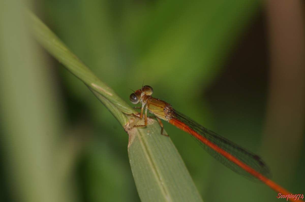 Faune, faune 974, faune Réunion, faune de la Réunion, faune à la Réunion, Insecte, insecte 974, insecte Réunion, insecte de la Réunion, insecte à la Réunion, Insecte volant, insecte volant 974, insecte volant Réunion, insecte volant de la Réunion, insecte volant à la Réunion,  Insecte avec des ailes, Insecte avec des ailes 974, Insecte avec des ailes Réunion, Insecte avec des ailes de la Réunion, Insecte avec des ailes à la Réunion, Insecte demoiselle, Insecte demoiselle 974, Insecte demoiselle Réunion, Insecte demoiselle de la Réunion, Insecte demoiselle à la Réunion, Demoiselle insecte, Demoiselle insecte 974, Demoiselle insecte Réunion, Demoiselle insecte de la Réunion, Demoiselle insecte à la Réunion, Demoiselle, Demoiselle 974, Demoiselle Réunion, Demoiselle de la Réunion, Demoiselle à la Réunion, Odonate, odonate 974, odonate Réunion, odonate de la Réunion, odonate à la Réunion, Zygoptère, zygoptère 974, zygoptère Réunion, zygoptère de la Réunion, zygoptère à la Réunion, odonata, odonata 974, odonata Réunion, odonota de la Réunion, odonota à la Réunion, Demoiselle orange, Demoiselle orange 974, Demoiselle orange Réunion, Demoiselle orange de la Réunion, Demoiselle orange à la Réunion, Insecte orange avec des ailes, Insecte orange avec des ailes 974, Insecte orange avec des ailes Réunion, Insecte orange avec des ailes de la Réunion, Insecte orange avec des ailes à la Réunion, Insecte orange, Insecte orange 974, Insecte orange Réunion, Insecte orange de la Réunion, Insecte orange à la Réunion, Insecte volant orange, Insecte volant orange 974, Insecte volant orange Réunion, Insecte volant orange de la Réunion, Insecte volant orange à la Réunion, Demoiselle d'étang, Demoiselle d'étang 974, Demoiselle d'étang Réunion, Demoiselle d'étang de la Réunion, Demoiselle d'étang à la Réunion, Waxtail Orange, Waxtail Orange 974, Waxtail Orange Réunion, Waxtail Orange de la Réunion, Waxtail Orange à la Réunion, Ceriagrion glabrum (Burmeister, 1839), Ceriagrion glabrum (Burmeister, 1839), Ceriagrion glabrum (Burmeister, 1839) 974, Ceriagrion glabrum (Burmeister, 1839) Réunion, Ceriagrion glabrum (Burmeister, 1839) à la Réunion, Ceriagrion glabrum (Burmeister, 1839) de la Réunion, Ceriagrion glabrum Burmeister 1839, Ceriagrion glabrum Burmeister 1839 974, Ceriagrion glabrum Burmeister 1839 Réunion, Ceriagrion glabrum Burmeister 1839 à la Réunion, Ceriagrion glabrum Burmeister 1839 de la Réunion, Ceriagrion glabrum, Ceriagrion glabrum 974, Ceriagrion glabrum Réunion, Ceriagrion glabrum de la Réunion, Ceriagrion glabrum à la Réunion, Agrion ferrugineum Rambur, 1842,  Agrion ferrugineum Rambur 1842 974, Agrion ferrugineum Rambur 1842 Réunion, Agrion ferrugineum Rambur 1842 de la Réunion, Agrion ferrugineum Rambur 1842 à la Réunion, Agrion ferrugineum (Rambur, 1842), Agrion ferrugineum (Rambur, 1842) 974, Agrion ferrugineum (Rambur, 1842) Réunion, Agrion ferrugineum (Rambur, 1842) de la Réunion, Agrion ferrugineum (Rambur, 1842) à la Réunion, Agrion ferrugineum, Agrion ferrugineum 974, Agrion ferrugineum Réunion, Agrion ferrugineum de la Réunion, Agrion ferrugineum à la Réunion, Agrion, agrion 974, agrion Réunion, agrion de la Réunion, agrion à la Réunion, ceriagrion, ceriagrion 974, ceriagrion Réunion, ceriagrion de la Réunion, ceriagrion à la Réunion,   Agrion glabrum Burmeister, 1839, Agrion glabrum Burmeister 1839 Réunion, Agrion glabrum Burmeister 1839 974, Agrion glabrum Burmeister 1839 de la Réunion, Agrion glabrum Burmeister 1839 à la Réunion, Agrion rhomboidalis Palisot de Beauvois, 1805, Agrion rhomboidalis Palisot de Beauvois 1805 974, Agrion rhomboidalis Palisot de Beauvois, 1805 Réunion, Agrion rhomboidalis Palisot de Beauvois, 1805 de la Réunion, Agrion rhomboidalis Palisot de Beauvois, 1805 à la Réunion,  Ceriagrion glabrum longispinum Pinhey 1963, Ceriagrion glabrum longispinum Pinhey 1963 974, Ceriagrion glabrum longispinum Pinhey 1963 Réunion, Ceriagrion glabrum longispinum Pinhey 1963 de la Réunion, Ceriagrion glabrum longispinum Pinhey 1963 à la Réunion