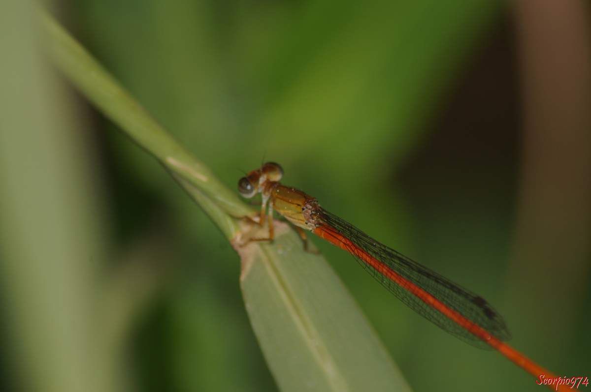 La Demoiselle d'étang et l'Agrion du Sénégal.