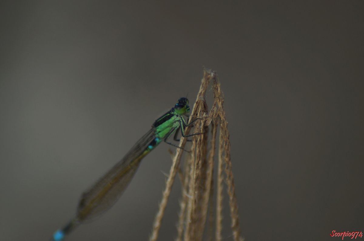Faune, faune 974, faune Réunion, faune de la Réunion, faune à la Réunion, Insecte, insecte 974, insecte Réunion, insecte de la Réunion, insecte à la Réunion, Insecte volant, insecte volant 974, insecte volant Réunion, insecte volant de la Réunion, insecte volant à la Réunion,  Insecte avec des ailes, Insecte avec des ailes 974, Insecte avec des ailes Réunion, Insecte avec des ailes de la Réunion, Insecte avec des ailes à la Réunion, Insecte demoiselle, Insecte demoiselle 974, Insecte demoiselle Réunion, Insecte demoiselle de la Réunion, Insecte demoiselle à la Réunion, Demoiselle insecte, Demoiselle insecte 974, Demoiselle insecte Réunion, Demoiselle insecte de la Réunion, Demoiselle insecte à la Réunion, Demoiselle, Demoiselle 974, Demoiselle Réunion, Demoiselle de la Réunion, Demoiselle à la Réunion, Agrion senegalensis, Agrion senegalensis 974, Agrion senegalensis Réunion, Agrion senegalensis de la Réunion, Agrion senegalensis à la Réunion, Agrion senegalensis (Rambur, 1842), Agrion senegalensis (Rambur, 1842) 974, Agrion senegalensis (Rambur, 1842) Réunion, Agrion senegalensis (Rambur, 1842) de la Réunion, Agrion senegalensis (Rambur, 1842) à la Réunion, Agrion senegalensis Rambur 1842, Agrion senegalensis Rambur 1842 974, Agrion senegalensis Rambur 1842 Réunion, Agrion senegalensis Rambur 1842 de la Réunion, Agrion senegalensis Rambur 1842 à la Réunion, Ischnura senegalensis, Ischnura senegalensis 974, Ischnura senegalensis Réunion, Ischnura senegalensis de la Réunion, Ischnura senegalensis à la Réunion, Ischnura senegalensis (Rambur, 1842), Ischnura senegalensis (Rambur, 1842) 974, Ischnura senegalensis (Rambur, 1842) Réunion, Ischnura senegalensis (Rambur, 1842) de la Réunion, Ischnura senegalensis (Rambur, 1842) à la Réunion, Ischnura senegalensis Rambur 1842, Ischnura senegalensis Rambur 1842 974, Ischnura senegalensis Rambur 1842 Réunion, Ischnura senegalensis Rambur 1842 à la Réunion, Ischnura senegalensis Rambur 1842 de la Réunion, agrion du Sénégal, agrion du Sénégal 974, agrion du Sénégal Réunion, agrion du Sénégal de la Réunion, agrion du Sénégal à la Réunion, Marsh Bluetail, Marsh Bluetail 974, Marsh Bluetail Réunion, Marsh Bluetail de la réunion, Marsh Bluetail à la Réunion, Ubiquitous Bluetail, Ubiquitous Bluetail 974, Ubiquitous Bluetail Réunion, Ubiquitous Bluetail de la Réunion, Ubiquitous Bluetail à la Réunion, African Bluetail, African Bluetail 974, African Bluetail Réunion, African Bluetail de la Réunion,, African Bluetail à la Réunion, Golden Dartlet, Golden Dartlet 974, Golden Dartlet Réunion, Golden Dartlet de la Réunion, Golden Dartlet à la Réunion, Damselfly, Damselfly 974, Damselfly Réunion, Damselfly de la Réunion, Damselfly à la Réunion, Damselflies, Damselflies 974, Damselflies Réunion, Damselflies de la Réunion, Damselflies à la Réunin,  Dragonflies, Dragonflies 974, Dragonflies Réunion, Dragonflies de la Réunion, Dragonflies à la Réunion, Bluetail ischnura, Bluetail ischnura 974, Bluetail ischnura Réunion, Bluetail ischnura de la Réunion, Bluetail ischnura à la Réunion, Insecte vert avec des ailes, Insecte vert avec des ailes 974, Insecte vert avec des ailes Réunion, Insecte vert avec des ailes de la Réunion, Insecte vert avec des ailes à la Réunion, Demoiselle verte, Demoiselle verte 974, Demoiselle verte Réunion, Demoiselle verte de la Réunion, Demoiselle verte à la Réunion, Demoiselle verte et noire, Demoiselle verte et noire 974, Demoiselle verte et noire Réunion, Demoiselle verte et noire de la Réunion, Demoiselle verte et noire à la Réunion, Demoiselle verte bande noire, Demoiselle verte bande noire 974, Demoiselle verte bande noire Réunion, Demoiselle verte bande noire de la Réunion, Demoiselle verte bande noire à la Réunion,  Insecte vert, insecte vert 974, insecte vert Réunion, insecte vert à la Réunion, insecte vert de la Réunion, Insecte volant vert, Insecte volant vert 974, Insecte volant vert Réunion, Insecte volant vert de la Réunion, Insecte volant vert à la Réunion