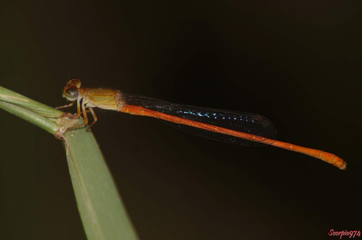 Faune, faune 974, faune Réunion, faune de la Réunion, faune à la Réunion, Insecte, insecte 974, insecte Réunion, insecte de la Réunion, insecte à la Réunion, Insecte volant, insecte volant 974, insecte volant Réunion, insecte volant de la Réunion, insecte volant à la Réunion,  Insecte avec des ailes, Insecte avec des ailes 974, Insecte avec des ailes Réunion, Insecte avec des ailes de la Réunion, Insecte avec des ailes à la Réunion, Insecte demoiselle, Insecte demoiselle 974, Insecte demoiselle Réunion, Insecte demoiselle de la Réunion, Insecte demoiselle à la Réunion, Demoiselle insecte, Demoiselle insecte 974, Demoiselle insecte Réunion, Demoiselle insecte de la Réunion, Demoiselle insecte à la Réunion, Demoiselle, Demoiselle 974, Demoiselle Réunion, Demoiselle de la Réunion, Demoiselle à la Réunion, Odonate, odonate 974, odonate Réunion, odonate de la Réunion, odonate à la Réunion, Zygoptère, zygoptère 974, zygoptère Réunion, zygoptère de la Réunion, zygoptère à la Réunion, odonata, odonata 974, odonata Réunion, odonota de la Réunion, odonota à la Réunion, Demoiselle orange, Demoiselle orange 974, Demoiselle orange Réunion, Demoiselle orange de la Réunion, Demoiselle orange à la Réunion, Insecte orange avec des ailes, Insecte orange avec des ailes 974, Insecte orange avec des ailes Réunion, Insecte orange avec des ailes de la Réunion, Insecte orange avec des ailes à la Réunion, Insecte orange, Insecte orange 974, Insecte orange Réunion, Insecte orange de la Réunion, Insecte orange à la Réunion, Insecte volant orange, Insecte volant orange 974, Insecte volant orange Réunion, Insecte volant orange de la Réunion, Insecte volant orange à la Réunion, Demoiselle d'étang, Demoiselle d'étang 974, Demoiselle d'étang Réunion, Demoiselle d'étang de la Réunion, Demoiselle d'étang à la Réunion, Waxtail Orange, Waxtail Orange 974, Waxtail Orange Réunion, Waxtail Orange de la Réunion, Waxtail Orange à la Réunion, Ceriagrion glabrum (Burmeister, 1839), Ceriagrion glabrum (Burmeister, 1839), Ceriagrion glabrum (Burmeister, 1839) 974, Ceriagrion glabrum (Burmeister, 1839) Réunion, Ceriagrion glabrum (Burmeister, 1839) à la Réunion, Ceriagrion glabrum (Burmeister, 1839) de la Réunion, Ceriagrion glabrum Burmeister 1839, Ceriagrion glabrum Burmeister 1839 974, Ceriagrion glabrum Burmeister 1839 Réunion, Ceriagrion glabrum Burmeister 1839 à la Réunion, Ceriagrion glabrum Burmeister 1839 de la Réunion, Ceriagrion glabrum, Ceriagrion glabrum 974, Ceriagrion glabrum Réunion, Ceriagrion glabrum de la Réunion, Ceriagrion glabrum à la Réunion, Agrion ferrugineum Rambur, 1842,  Agrion ferrugineum Rambur 1842 974, Agrion ferrugineum Rambur 1842 Réunion, Agrion ferrugineum Rambur 1842 de la Réunion, Agrion ferrugineum Rambur 1842 à la Réunion, Agrion ferrugineum (Rambur, 1842), Agrion ferrugineum (Rambur, 1842) 974, Agrion ferrugineum (Rambur, 1842) Réunion, Agrion ferrugineum (Rambur, 1842) de la Réunion, Agrion ferrugineum (Rambur, 1842) à la Réunion, Agrion ferrugineum, Agrion ferrugineum 974, Agrion ferrugineum Réunion, Agrion ferrugineum de la Réunion, Agrion ferrugineum à la Réunion, Agrion, agrion 974, agrion Réunion, agrion de la Réunion, agrion à la Réunion, ceriagrion, ceriagrion 974, ceriagrion Réunion, ceriagrion de la Réunion, ceriagrion à la Réunion,   Agrion glabrum Burmeister, 1839, Agrion glabrum Burmeister 1839 Réunion, Agrion glabrum Burmeister 1839 974, Agrion glabrum Burmeister 1839 de la Réunion, Agrion glabrum Burmeister 1839 à la Réunion, Agrion rhomboidalis Palisot de Beauvois, 1805, Agrion rhomboidalis Palisot de Beauvois 1805 974, Agrion rhomboidalis Palisot de Beauvois, 1805 Réunion, Agrion rhomboidalis Palisot de Beauvois, 1805 de la Réunion, Agrion rhomboidalis Palisot de Beauvois, 1805 à la Réunion,  Ceriagrion glabrum longispinum Pinhey 1963, Ceriagrion glabrum longispinum Pinhey 1963 974, Ceriagrion glabrum longispinum Pinhey 1963 Réunion, Ceriagrion glabrum longispinum Pinhey 1963 de la Réunion, Ceriagrion glabrum longispinum Pinhey 1963 à la Réunion