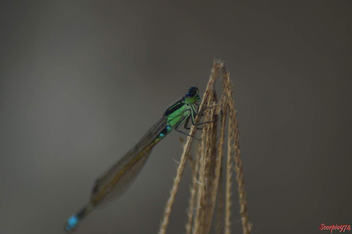 Faune, faune 974, faune Réunion, faune de la Réunion, faune à la Réunion, Insecte, insecte 974, insecte Réunion, insecte de la Réunion, insecte à la Réunion, Insecte volant, insecte volant 974, insecte volant Réunion, insecte volant de la Réunion, insecte volant à la Réunion,  Insecte avec des ailes, Insecte avec des ailes 974, Insecte avec des ailes Réunion, Insecte avec des ailes de la Réunion, Insecte avec des ailes à la Réunion, Insecte demoiselle, Insecte demoiselle 974, Insecte demoiselle Réunion, Insecte demoiselle de la Réunion, Insecte demoiselle à la Réunion, Demoiselle insecte, Demoiselle insecte 974, Demoiselle insecte Réunion, Demoiselle insecte de la Réunion, Demoiselle insecte à la Réunion, Demoiselle, Demoiselle 974, Demoiselle Réunion, Demoiselle de la Réunion, Demoiselle à la Réunion, Agrion senegalensis, Agrion senegalensis 974, Agrion senegalensis Réunion, Agrion senegalensis de la Réunion, Agrion senegalensis à la Réunion, Agrion senegalensis (Rambur, 1842), Agrion senegalensis (Rambur, 1842) 974, Agrion senegalensis (Rambur, 1842) Réunion, Agrion senegalensis (Rambur, 1842) de la Réunion, Agrion senegalensis (Rambur, 1842) à la Réunion, Agrion senegalensis Rambur 1842, Agrion senegalensis Rambur 1842 974, Agrion senegalensis Rambur 1842 Réunion, Agrion senegalensis Rambur 1842 de la Réunion, Agrion senegalensis Rambur 1842 à la Réunion, Ischnura senegalensis, Ischnura senegalensis 974, Ischnura senegalensis Réunion, Ischnura senegalensis de la Réunion, Ischnura senegalensis à la Réunion, Ischnura senegalensis (Rambur, 1842), Ischnura senegalensis (Rambur, 1842) 974, Ischnura senegalensis (Rambur, 1842) Réunion, Ischnura senegalensis (Rambur, 1842) de la Réunion, Ischnura senegalensis (Rambur, 1842) à la Réunion, Ischnura senegalensis Rambur 1842, Ischnura senegalensis Rambur 1842 974, Ischnura senegalensis Rambur 1842 Réunion, Ischnura senegalensis Rambur 1842 à la Réunion, Ischnura senegalensis Rambur 1842 de la Réunion, agrion du Sénégal, agrion du Sénégal 974, agrion du Sénégal Réunion, agrion du Sénégal de la Réunion, agrion du Sénégal à la Réunion, Marsh Bluetail, Marsh Bluetail 974, Marsh Bluetail Réunion, Marsh Bluetail de la réunion, Marsh Bluetail à la Réunion, Ubiquitous Bluetail, Ubiquitous Bluetail 974, Ubiquitous Bluetail Réunion, Ubiquitous Bluetail de la Réunion, Ubiquitous Bluetail à la Réunion, African Bluetail, African Bluetail 974, African Bluetail Réunion, African Bluetail de la Réunion,, African Bluetail à la Réunion, Golden Dartlet, Golden Dartlet 974, Golden Dartlet Réunion, Golden Dartlet de la Réunion, Golden Dartlet à la Réunion, Damselfly, Damselfly 974, Damselfly Réunion, Damselfly de la Réunion, Damselfly à la Réunion, Damselflies, Damselflies 974, Damselflies Réunion, Damselflies de la Réunion, Damselflies à la Réunin,  Dragonflies, Dragonflies 974, Dragonflies Réunion, Dragonflies de la Réunion, Dragonflies à la Réunion, Bluetail ischnura, Bluetail ischnura 974, Bluetail ischnura Réunion, Bluetail ischnura de la Réunion, Bluetail ischnura à la Réunion, Insecte vert avec des ailes, Insecte vert avec des ailes 974, Insecte vert avec des ailes Réunion, Insecte vert avec des ailes de la Réunion, Insecte vert avec des ailes à la Réunion, Demoiselle verte, Demoiselle verte 974, Demoiselle verte Réunion, Demoiselle verte de la Réunion, Demoiselle verte à la Réunion, Demoiselle verte et noire, Demoiselle verte et noire 974, Demoiselle verte et noire Réunion, Demoiselle verte et noire de la Réunion, Demoiselle verte et noire à la Réunion, Demoiselle verte bande noire, Demoiselle verte bande noire 974, Demoiselle verte bande noire Réunion, Demoiselle verte bande noire de la Réunion, Demoiselle verte bande noire à la Réunion,  Insecte vert, insecte vert 974, insecte vert Réunion, insecte vert à la Réunion, insecte vert de la Réunion, Insecte volant vert, Insecte volant vert 974, Insecte volant vert Réunion, Insecte volant vert de la Réunion, Insecte volant vert à la Réunion
