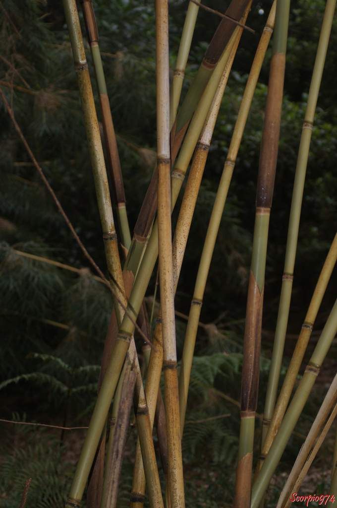Naste de Bourbon, Calumet, Bambou de la Réunion, Nastus borbonicus J.F. Gmel, Bambusa alpina Bory, Bambusa arundinacea Humb. et Bonpl, Bambusa paniculata Willd. ex Steud, Nastus paniculatus Sm, bambou, bambou de la Réunion, canne à pêche, bambou endémique de la Réunion