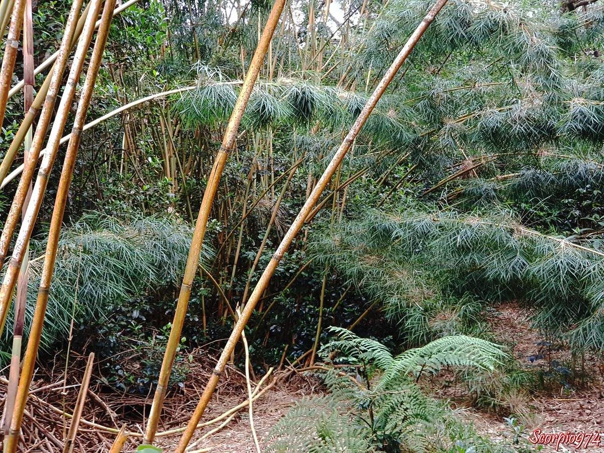 Naste de Bourbon, Calumet, Bambou de la Réunion, Nastus borbonicus J.F. Gmel, Bambusa alpina Bory, Bambusa arundinacea Humb. et Bonpl, Bambusa paniculata Willd. ex Steud, Nastus paniculatus Sm, bambou, bambou de la Réunion, canne à pêche, bambou endémique de la Réunion