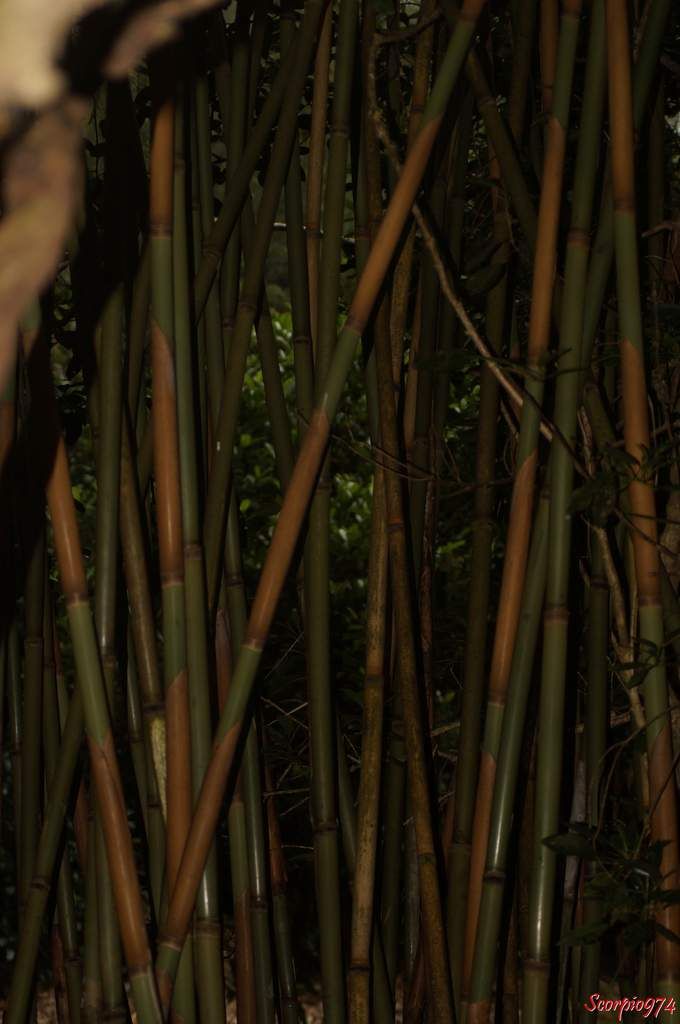 Naste de Bourbon, Calumet, Bambou de la Réunion, Nastus borbonicus J.F. Gmel, Bambusa alpina Bory, Bambusa arundinacea Humb. et Bonpl, Bambusa paniculata Willd. ex Steud, Nastus paniculatus Sm, bambou, bambou de la Réunion, canne à pêche, bambou endémique de la Réunion