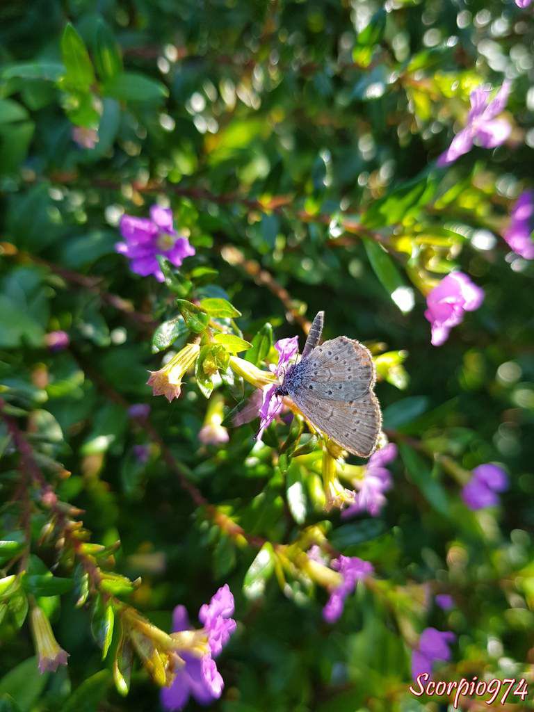 Azuré de la surelle, Azuré de Trimen, Zizeeria knysna (Trimen, 1862), Lycaena knysna Trimen , 1862, Papilio lysimon Hübner, 1803, Zizera lysimon, Zizeeria lysimon, Lepidoptera, Papillon gris, petit papillon, papillon de la Réunion, petit papillon gris Réunion.