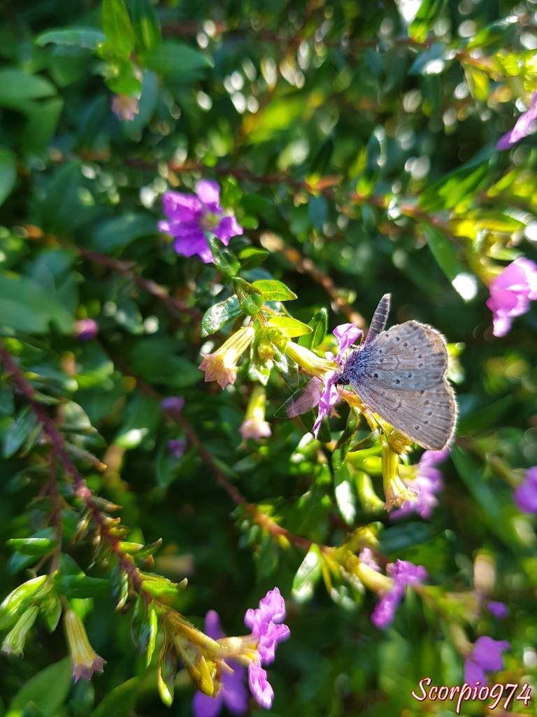 Azuré de la surelle, Azuré de Trimen, Zizeeria knysna (Trimen, 1862), Lycaena knysna Trimen , 1862, Papilio lysimon Hübner, 1803, Zizera lysimon, Zizeeria lysimon, Lepidoptera, Papillon gris, petit papillon, papillon de la Réunion, petit papillon gris Réunion.