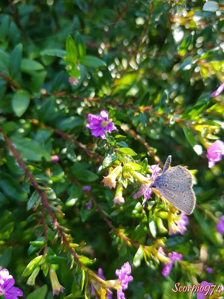 Azuré de la surelle, Azuré de Trimen, Zizeeria knysna (Trimen, 1862), Lycaena knysna Trimen , 1862, Papilio lysimon Hübner, 1803, Zizera lysimon, Zizeeria lysimon, Lepidoptera, Papillon gris, petit papillon, papillon de la Réunion, petit papillon gris Réunion.