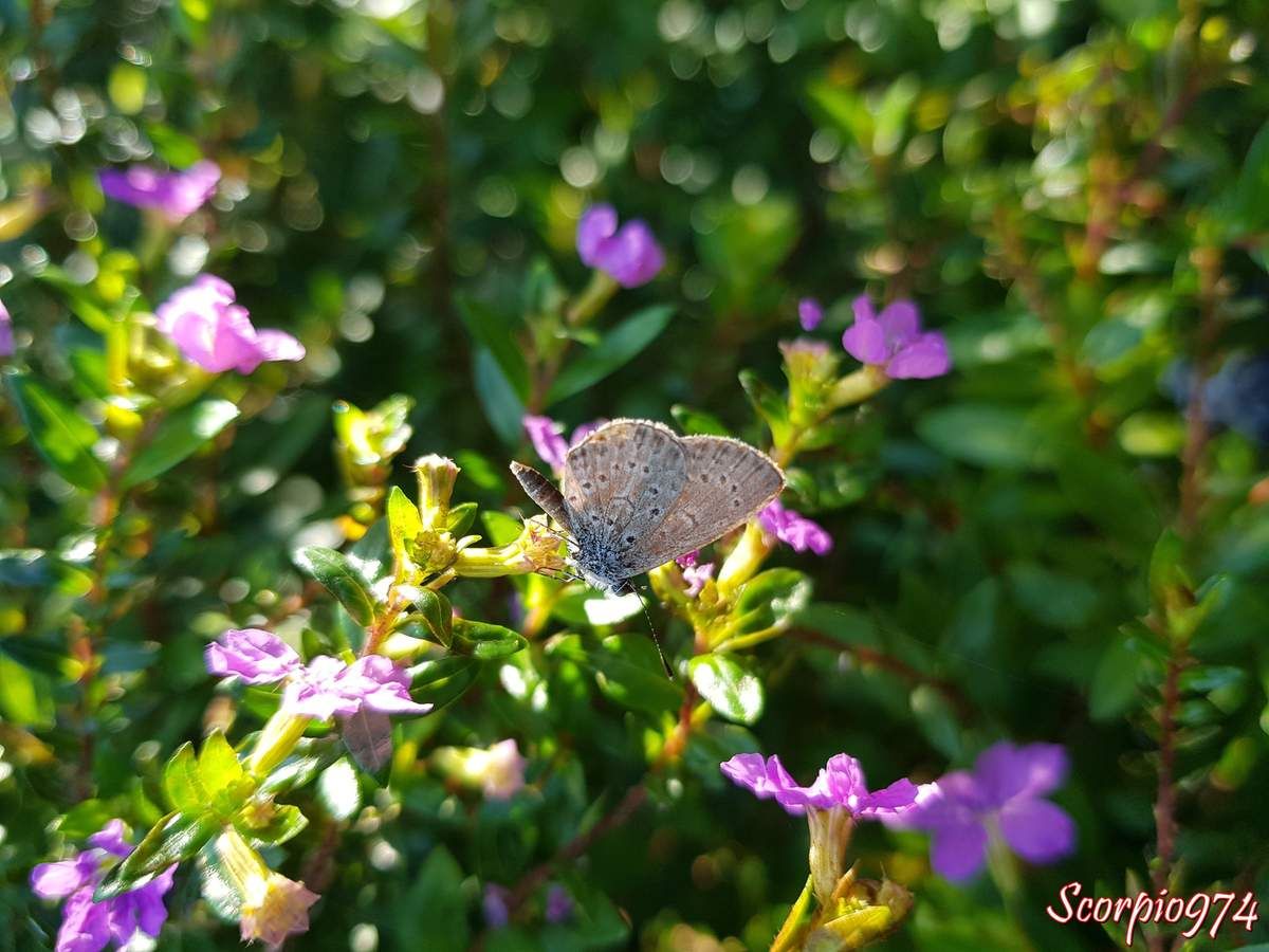 L'Azuré de la surelle (Zizeeria knysna (Trimen, 1862)).