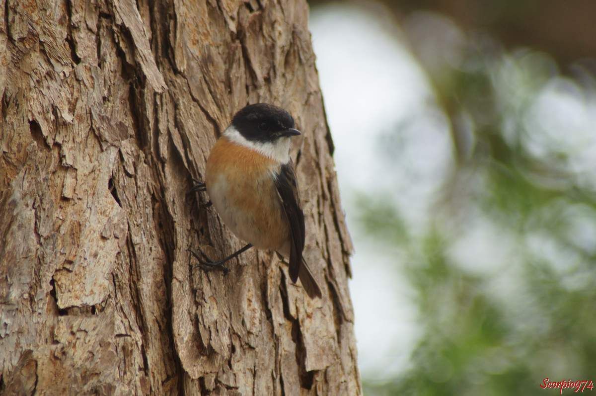 Le Tec Tec Saxicola Tectes Reunion Island By Scorpio974