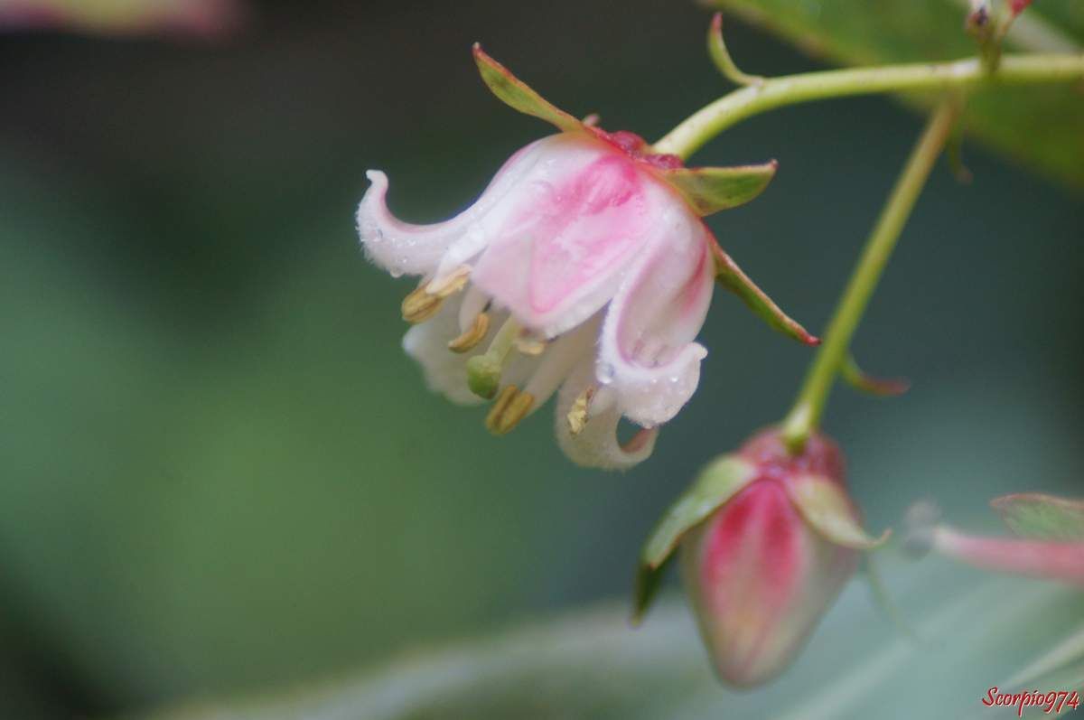 Forgésie en grappe, Bois de Laurent Martin, Bois de Rose, Bois de bibasse. Bois de rose. Bois malgache. Faux bois de rose, Forgesia racemosa J.F. Gmel, Defforgia borbonica Lam, Forgesia borbonica (Lam.) Pers, espèce endémique de la Réunion Endémique 974, fleur blanche et rose, fleur de la Réunion, fleur 974, fleur arbrisseau Réunion, Fleur arbre 974, fleur arbrisseau 974, fleur arbre 974