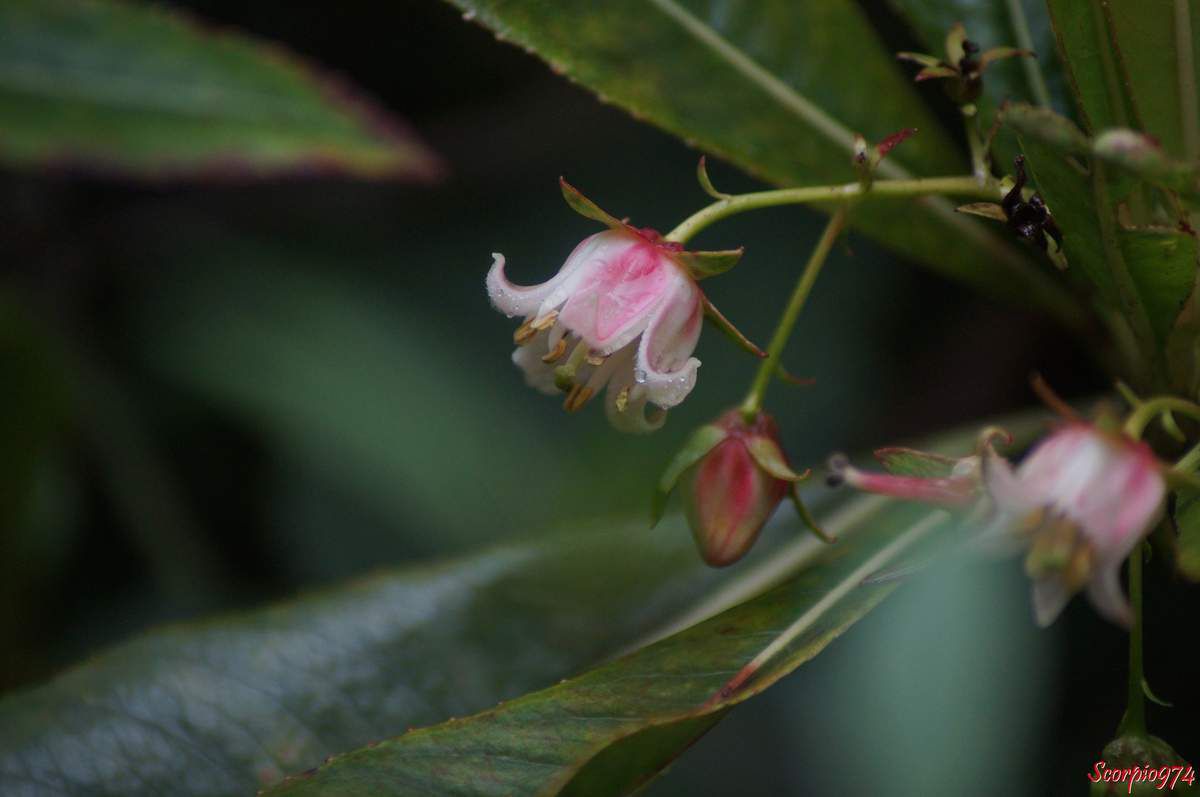 Forgésie en grappe, Bois de Laurent Martin, Bois de Rose, Bois de bibasse. Bois de rose. Bois malgache. Faux bois de rose, Forgesia racemosa J.F. Gmel, Defforgia borbonica Lam, Forgesia borbonica (Lam.) Pers, espèce endémique de la Réunion Endémique 974, fleur blanche et rose, fleur de la Réunion, fleur 974, fleur arbrisseau Réunion, Fleur arbre 974, fleur arbrisseau 974, fleur arbre 974