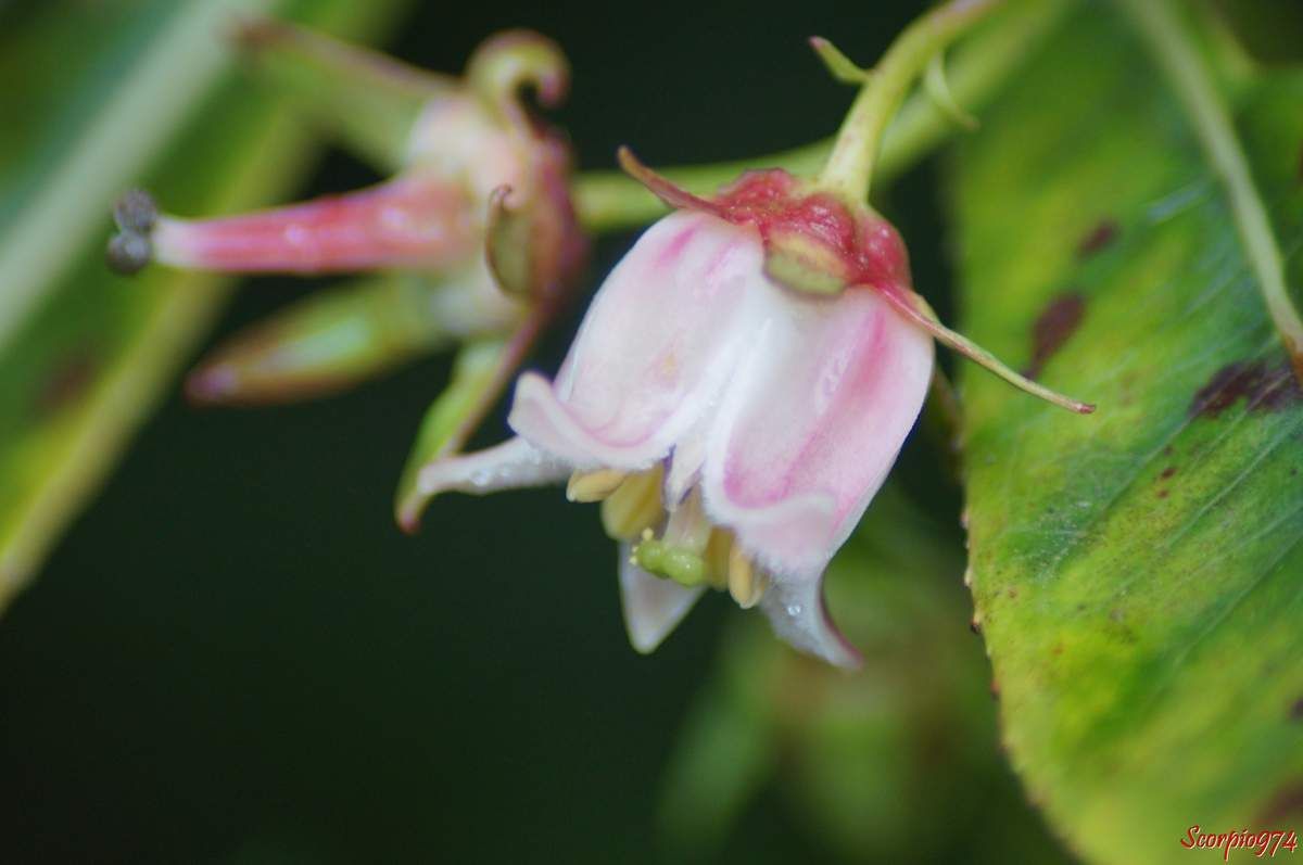 Forgésie en grappe, Bois de Laurent Martin, Bois de Rose, Bois de bibasse. Bois de rose. Bois malgache. Faux bois de rose, Forgesia racemosa J.F. Gmel, Defforgia borbonica Lam, Forgesia borbonica (Lam.) Pers, espèce endémique de la Réunion Endémique 974, fleur blanche et rose, fleur de la Réunion, fleur 974, fleur arbrisseau Réunion, Fleur arbre 974, fleur arbrisseau 974, fleur arbre 974