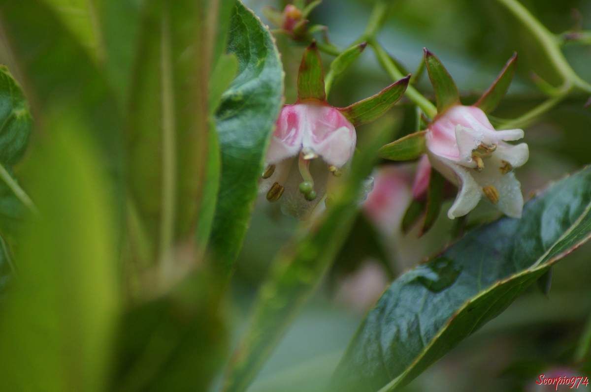 Forgésie en grappe, Bois de Laurent Martin, Bois de Rose, Bois de bibasse. Bois de rose. Bois malgache. Faux bois de rose, Forgesia racemosa J.F. Gmel, Defforgia borbonica Lam, Forgesia borbonica (Lam.) Pers, espèce endémique de la Réunion Endémique 974, fleur blanche et rose, fleur de la Réunion, fleur 974, fleur arbrisseau Réunion, Fleur arbre 974, fleur arbrisseau 974, fleur arbre 974