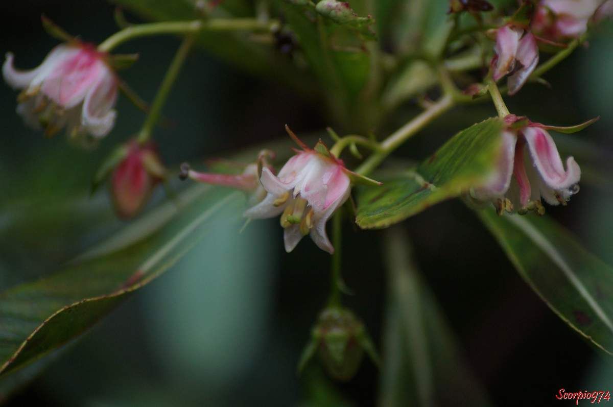 Forgésie en grappe, Bois de Laurent Martin, Bois de Rose, Bois de bibasse. Bois de rose. Bois malgache. Faux bois de rose, Forgesia racemosa J.F. Gmel, Defforgia borbonica Lam, Forgesia borbonica (Lam.) Pers, espèce endémique de la Réunion Endémique 974, fleur blanche et rose, fleur de la Réunion, fleur 974, fleur arbrisseau Réunion, Fleur arbre 974, fleur arbrisseau 974, fleur arbre 974