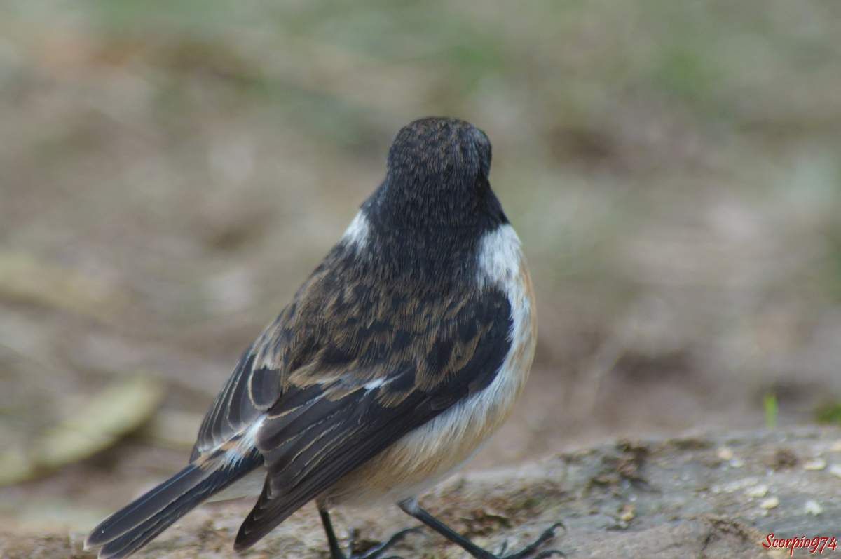 Le Tec Tec Saxicola Tectes Reunion Island By Scorpio974