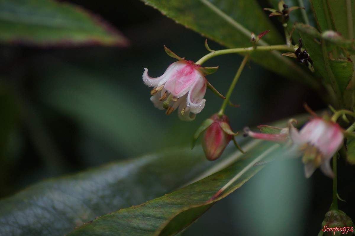 Forgésie en grappe, Bois de Laurent Martin, Bois de Rose, Bois de bibasse. Bois de rose. Bois malgache. Faux bois de rose, Forgesia racemosa J.F. Gmel, Defforgia borbonica Lam, Forgesia borbonica (Lam.) Pers, espèce endémique de la Réunion Endémique 974, fleur blanche et rose, fleur de la Réunion, fleur 974, fleur arbrisseau Réunion, Fleur arbre 974, fleur arbrisseau 974, fleur arbre 974