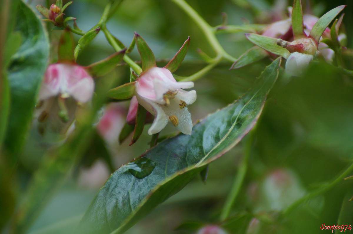 Forgésie en grappe, Bois de Laurent Martin, Bois de Rose, Bois de bibasse. Bois de rose. Bois malgache. Faux bois de rose, Forgesia racemosa J.F. Gmel, Defforgia borbonica Lam, Forgesia borbonica (Lam.) Pers, espèce endémique de la Réunion Endémique 974, fleur blanche et rose, fleur de la Réunion, fleur 974, fleur arbrisseau Réunion, Fleur arbre 974, fleur arbrisseau 974, fleur arbre 974