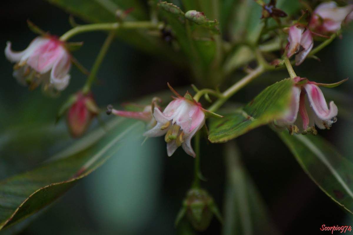Le Bois de Rose (Forgesia racemosa J.F. Gmel).