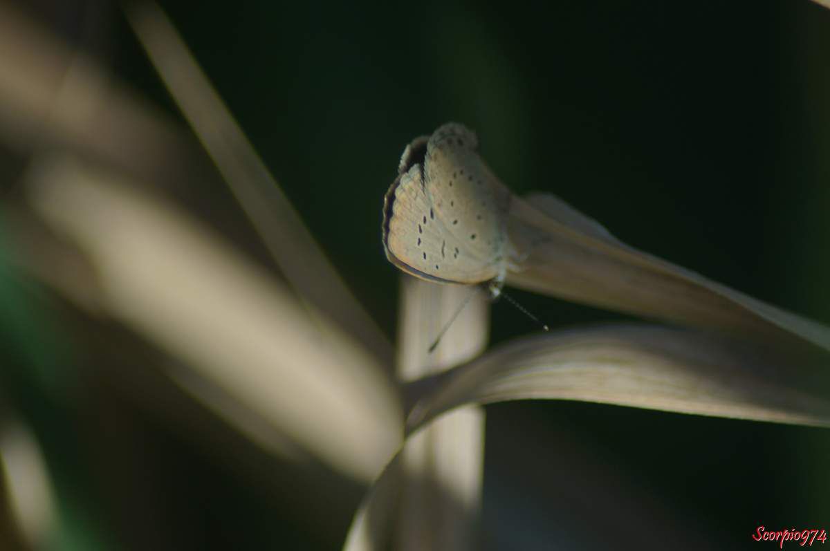 Azuré de la surelle, Azuré de Trimen, Zizeeria knysna (Trimen, 1862), Lycaena knysna Trimen , 1862, Papilio lysimon Hübner, 1803, Zizera lysimon, Zizeeria lysimon, Lepidoptera, Papillon gris, petit papillon, papillon de la Réunion, petit papillon gris Réunion.