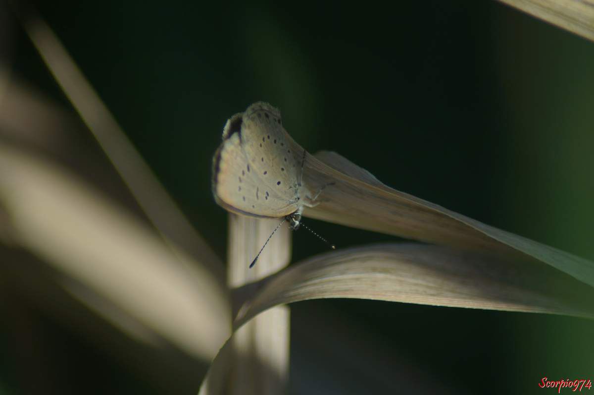 Azuré de la surelle, Azuré de Trimen, Zizeeria knysna (Trimen, 1862), Lycaena knysna Trimen , 1862, Papilio lysimon Hübner, 1803, Zizera lysimon, Zizeeria lysimon, Lepidoptera, Papillon gris, petit papillon, papillon de la Réunion, petit papillon gris Réunion.